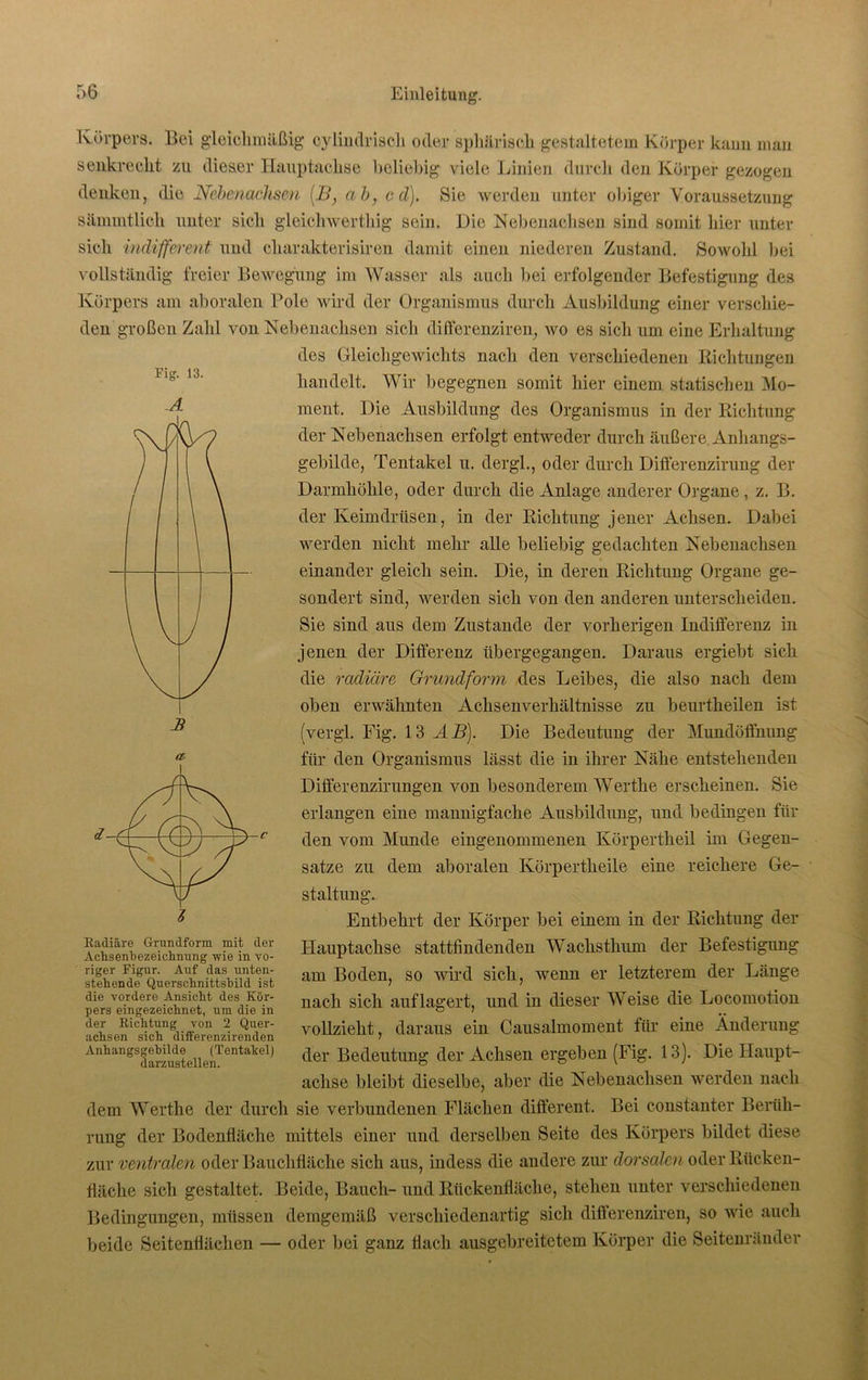 Fig. 13. -A Körpers. Bei gleichmäßig cylindrisch oder sphärisch gestaltetem Körper kann man senkrecht zu dieser Hauptachse beliebig viele Linien durch den Körper gezogen denken, die Nebenachsen (B, ab, cd). Sie werden unter obiger Voraussetzung sämmtlich unter sich glcichwerthig sein. Die Nebenachsen sind somit hier unter sich indifferent und charakterisiren damit einen niederen Zustand. Sowohl bei vollständig freier Bewegung im Wasser als auch bei erfolgender Befestigung des Körpers am aboralen Pole wird der Organismus durch Ausbildung einer verschie- den großen Zahl von Nebenachsen sich differenziren, wo es sich um eine Erhaltung des Gleichgewichts nach den verschiedenen Richtungen handelt. Wir begegnen somit liier einem statischen Mo- ment. Die Ausbildung des Organismus in der Richtung der Nebenachsen erfolgt entweder durch äußere Anhangs- gebilde, Tentakel u. dergl., oder durch Differenzirung der Darmhöhle, oder durch die Anlage anderer Organe , z. B. der Keimdrüsen, in der Richtung jener Achsen. Dabei werden nicht mehr alle beliebig gedachten Nebenachsen einander gleich sein. Die, in deren Richtung Organe ge- sondert sind, werden sich von den anderen unterscheiden. Sie sind aus dem Zustande der vorherigen Indifferenz in jenen der Differenz übergegangen. Daraus ergiebt sich die radiäre Grundform des Leibes, die also nach dem oben erwähnten Achsenverhältnisse zu beurtheilen ist (vergl. Fig. 13 AB). Die Bedeutung der Mundöflhung für den Organismus lässt die in ihrer Nähe entstehenden Differenzirungen von besonderem Werthe erscheinen. Sie erlangen eine mannigfache Ausbildung, und bedingen für den vom Munde eingenommenen Körpertheil im Gegen- sätze zu dem aboralen Körpertheile eine reichere Ge- staltung. Entbehrt der Körper bei einem in der Richtung der Hauptachse stattfindenden Wachsthum der Befestigung am Boden, so wird sich, wenn er letzterem der Länge nach sich auf lagert, und in dieser Weise die Locomotion vollzieht, daraus eiu Causalmoment für eine Änderung der Bedeutung der Achsen ergeben (Fig. 13). Die Haupt- achse bleibt dieselbe, aber die Nebenachsen werden nach dem Werthe der durch sie verbundenen Flächen different. Bei constanter Beriih- Radiäre Grundform mit der Achsenbezeichnung wie in vo- riger Figur. Auf das unten- stehende Querschnittsbild ist die vordere Ansicht des Kör- pers eingezeichnet, um die in der Richtung von 2 Quer- achsen sich differenzirenden Anhangsgehilde (Tentakel) darzustellen. rung der Bodenfläche mittels einer und derselben Seite des Körpers bildet diese zur ventralen oder Bauchfläche sich aus, indess die andere zur dorsalen oder Rücken- fläche sich gestaltet. Beide, Bauch- und Rückenfläche, stehen unter verschiedenen Bedingungen, müssen demgemäß verschiedenartig sielt difterenziren, so wie auch beide Seitenflächen — oder bei ganz flach ausgebreitetem Körper die Seitenränder