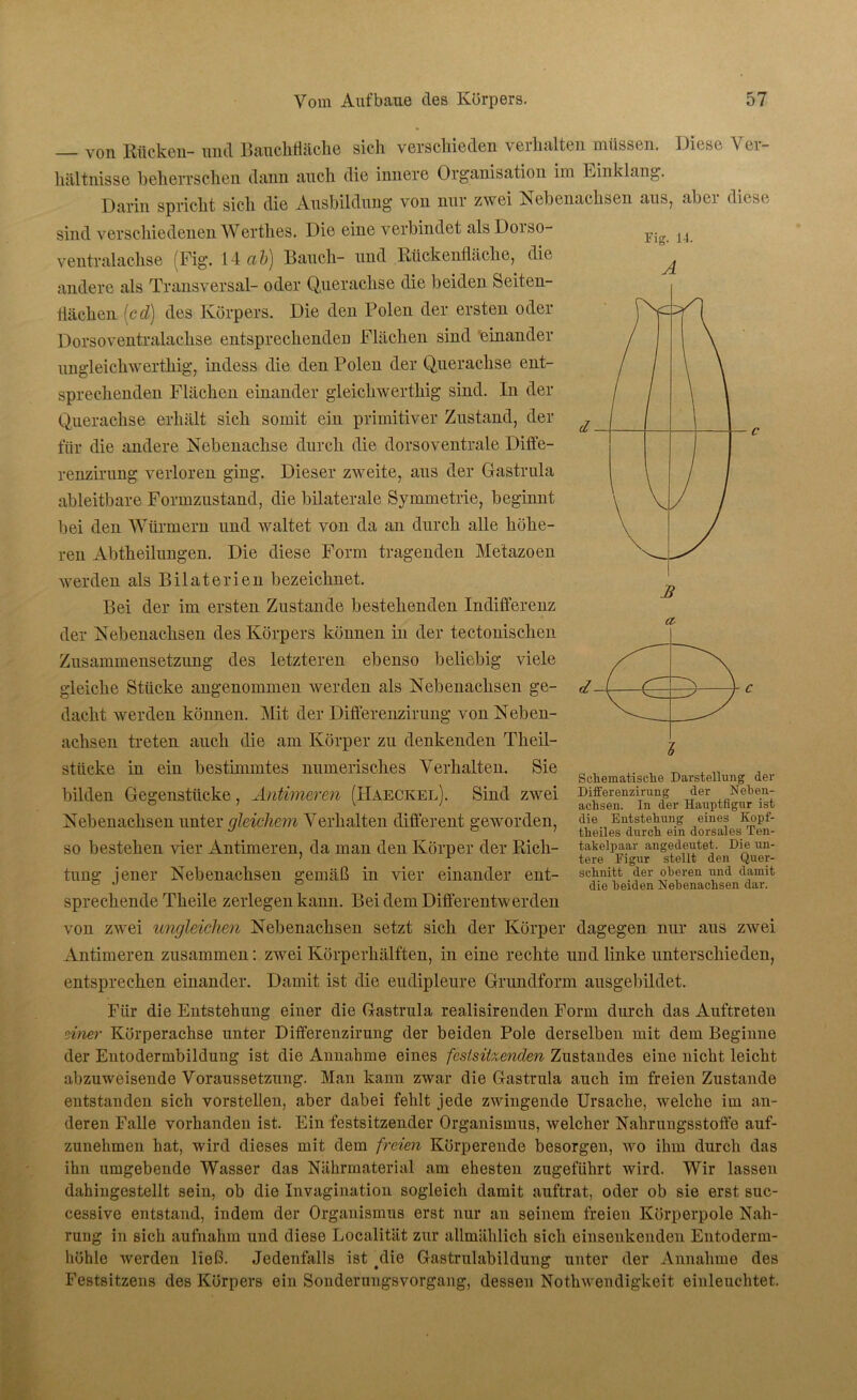 Fig. 14. von Rücken- nnd Bauchfläche sich verschieden verhalten müssen. Diese Ver- hältnisse beherrschen dann auch die innere Organisation im Linklang. Darin spricht sich die Ausbildung von nur zwei Nebenachsen aus? aber diese sind verschiedenen Werthes. Die eine verbindet alsDorso- ventralachse (Fig. 14 ab) Bauch- und Rückenfläche, die andere als Transversal- oder Querachse die beiden Seiten- flächen (cd) des Körpers. Die den Polen der ersten oder Dorsoventralaclise entsprechenden Flächen sind einander imgleiclrwerthig, indess die den Polen der Querachse ent- sprechenden Flächen einander gleich wer tliig sind. In der Querachse erhält sich somit ein primitiver Zustand, der für die andere Nebenachse durch die dorsoventrale Diffe- renzirung verloren ging. Dieser zweite, aus der Gastrula ableitbare Formzustand, die bilaterale Symmetrie, beginnt bei den Würmern und waltet von da an durch alle höhe- ren Abtheilungen. Die diese Form tragenden Metazoen werden als Bilaterien bezeichnet. Bei der im ersten Zustande bestehenden Indifferenz der Nebenachsen des Körpers können in der technischen Zusammensetzung des letzteren ebenso beliebig viele gleiche Stücke angenommen werden als Nebenachsen ge- dacht werden können. Mit der Differenzirung von Neben- achsen treten auch die am Körper zu denkenden Tkeil- stttcke in ein bestimmtes numerisches Verhalten. Sie bilden Gegenstücke, Antimeren (Haeckel). Sind zwei Nebenachsen unter gleichem Verhalten different geworden, so bestehen vier Antimeren, da man den Körper der Rich- tung jener Nebenachsen gemäß in vier einander ent- sprechende Theile zerlegen kann. Bei dem Differentwerden von zwei ungleichen Nebenachsen setzt sich der Körper dagegen nur aus zwei Antimeren zusammen: zwei Körperhälften, in eine rechte und linke unterschieden, entsprechen einander. Damit ist die eudipleure Grundform ausgebildet. £ a. Schematische Darstellung der Differenzirung der Neben- achsen. In der Hauptfigur ist die Entstehung eines Kopf- theiles durch ein dorsales Ten- takelpaar angedeutet. Die un- tere Eigur stellt den Quer- schnitt der oberen und damit die beiden Nebenachsen dar. Für die Entstehung einer die Gastrula realisirenden Form durch das Auftreten einer Körperachse unter Differenzirung der beiden Pole derselben mit dem Beginne der Entodermbildung ist die Annahme eines feslsitzenden Zustandes eine nicht leicht abzuweisende Voraussetzung. Man kann zwar die Gastrula auch im freien Zustande entstanden sich vorstellen, aber dabei fehlt jede zwingende Ursache, welche im an- deren Falle vorhanden ist. Ein festsitzender Organismus, welcher Nahrungsstoffe auf- zunehmen hat, wird dieses mit dem freien Körperende besorgen, wo ihm durch das ihn umgebende Wasser das Nährmaterial am ehesten zugeführt wird. Wir lassen dahingestellt sein, ob die Invagination sogleich damit auftrat, oder ob sie erst suc- cessive entstand, indem der Organismus erst nur an seinem freien Körperpole Nah- rung in sich aufnahm und diese Localität zur allmählich sich einsenkenden Entoderm- höhle werden ließ. Jedenfalls ist #die Gastrulabildung unter der Annahme des Festsitzens des Körpers ein Sonderungsvorgang, dessen Nothwendigkeit einleuchtet.