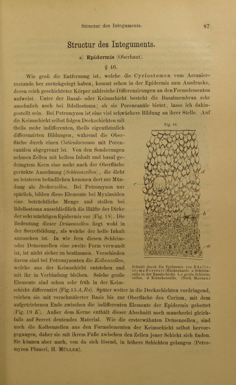 Structur des Integuments, a) Epidermis (Oberhaut). § 46. Wie groß die Entfernung ist, welche die Cyclostomen vom Acranier- zustande her zurückgelegt haben, kommt schon in der Epidermis zum Ausdrucke, deren reich geschichteter Körper zahlreiche Differenzirungen an den Formelementen aufweist. Unter der Basal- oder Keimschicht besteht die Basalmembran sehr ansehnlich noch bei Bdellostoma; ob sie Porencanäle bietet, lasse ich dahin- gestellt sein. Bei Petromyzon ist eine viel schwächere Bildung an ihrer Stelle. Auf die Keimschicht selbst folgen Deckschichten mit theils mehr indifferenten, theils eigenthümlich differenzirten Bildungen, während die Ober- fläche durch einen Guticularsaum mit Poren- canälen abgegrenzt ist. Von den Sonderungen nehmen Zellen mit hellem Inhalt und basal ge- drängtem Kern eine mehr nach der Oberfläche gerückte Anordnung (Schleimzellen), die dicht an letzteren befindlichen kommen dort zur Mün- dung als Becherzellen. Bei Petromyzon nur spärlich, bilden diese Elemente bei Myxinoiden eine beträchtliche Menge und stellen bei Bdellostoma ausschließlich die Hälfte der Dicke der sehr mächtigen Epidermis vor (Fig. 18). Die Bedeutung dieser Drüsenzellen liegt wohl in der Secretbildung, als welche der helle Inhalt anzusehen ist. In wie fern diesen Schleim- oder Drüsenzellen eine zweite Form verwandt ist, ist nicht sicher zu bestimmen. Verschieden davon sind bei Petromyzonten die Kolbenzellen, welche aus der Keimschicht entstehen und Schnitt durch die Epidermis von b a e llo- storaaiorsteri (Kuckenliant). a Schleim- mit ihr in Verbindung bleiben. Solche große zelle in der Basalschicht. ö,c große Schleim- Elemente sind schon sehr früh in der Keim- schicht differenzirt (Fig. 15 A,Bs). Später weiter in die Deckschichten vordringend, reichen sie mit verschmälerter Basis bis zur Oberfläche des Corium, mit dem aufgetriebenen Ende zwischen die indifferenten Elemente der Epidermis gebettet Fig. 19 K). Außer dem Kerne enthält dieser Abschnitt noch mancherlei gleich- falls auf Secret deutendes Material. Wie die ersterwähnten Drüsenzellen, sind auch die Kolbenzellen aus den Formelementen der Keimschicht selbst hervor- gegangen, daher sie mit ihrem Fuße zwischen den Zellen jener Schicht sich finden. Sie können aber auch, von da sich lösend, in höhere Schichten gelangen (Petro- myzon Planeri, H. Müller).