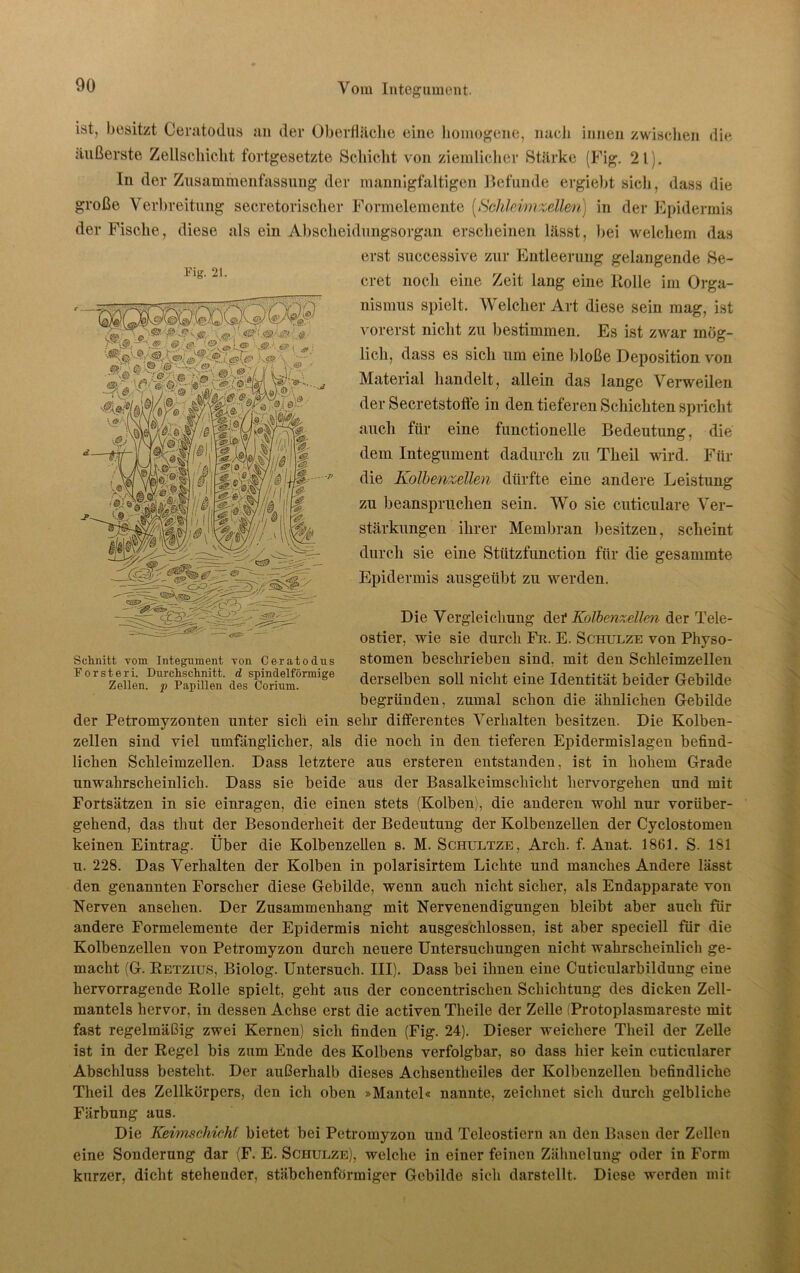 ist, besitzt Ceratodus an der Oberfläche eine homogene, naeh innen zwischen die äußerste Zellschicht fortgesetzte Schicht von ziemlicher Stärke (Fig. 21). In der Zusammenfassung der mannigfaltigen Befunde ergiebt sieh, dass die große Verbreitung secretorischer Formelemente (Schleim zelle/1) in der Epidermis der Fische, diese als ein Abscheidungsorgan erscheinen lässt, bei welchem das erst successive zur Entleerung gelangende Be- eret noch eine Zeit lang eine Iiolle im Orga- nismus spielt. Welcher Art diese sein mag, ist vorerst nicht zu bestimmen. Es ist zwar mög- lich, dass es sich um eine Bloße Deposition von Material handelt, allein das lange Verweilen der Secretstoffe in den tieferen Schichten spricht auch für eine functioneile Bedeutung, die dem Integument dadurch zu Tlieil wird. Für die Kolbenzellen dürfte eine andere Leistung zu beanspruchen sein. Wo sie cuticulare Ver- stärkungen ihrer Membran besitzen, scheint durch sie eine Stützfunction für die gesammte Epidermis ausgeübt zu werden. Die Vergleichung def Kolbenzellen der Tele- ostier, wie sie durch Fn. E. Schulze von Physo- stomen beschrieben sind, mit den Schleimzellen derselben soll nicht eine Identität beider Gebilde begründen, zumal schon die ähnlichen Gebilde der Petromyzonten unter sich ein sehr differentes Verhalten besitzen. Die Kolben- zellen sind viel umfänglicher, als die noch in den tieferen Epidermislagen befind- lichen Schleimzellen. Dass letztere aus ersteren entstanden, ist in hohem Grade unwahrscheinlich. Dass sie beide aus der Basalkeimschicht hervorgehen und mit Fortsätzen in sie einragen, die einen stets (Kolben), die anderen wohl nur vorüber- gehend, das thut der Besonderheit der Bedeutung der Kolbenzellen der Cyclostomen keinen Eintrag. Über die Kolbenzellen s. M. Schultze, Arch. f. Anat. 1861. S. 181 n. 228. Das Verhalten der Kolben in polarisirtem Lichte und manches Andere lässt den genannten Forscher diese Gebilde, wenn auch nicht sicher, als Endapparate von Nerven ansehen. Der Zusammenhang mit Nervenendigungen bleibt aber auch für andere Formelemente der Epidermis nicht ausgeschlossen, ist aber speciell für die Kolbenzellen von Petromyzon durch neuere Untersuchungen nicht wahrscheinlich ge- macht (G. Retzius, Biolog. Untersuch. III). Dass bei ihnen eine Cuticularbildung eine hervorragende Rolle spielt, geht aus der concentrischen Schichtung des dicken Zell- mantels hervor, in dessen Achse erst die activen Tlieile der Zelle t'Protoplasmareste mit fast regelmäßig zwei Kernen) sich finden (Fig. 24). Dieser weichere Theil der Zelle ist in der Regel bis zum Ende des Kolbens verfolgbar, so dass hier kein cuticnlarer Abschluss besteht. Der außerhalb dieses Achsentheiles der Kolbenzellen befindliche Theil des Zellkörpers, den ich oben »Mantel« nannte, zeichnet sich durch gelbliche Färbung aus. Die Keimschicht bietet bei Petromyzon und Teleostiern an den Basen der Zellen eine Sonderung dar (F. E. Schulze), welche in einer feinen Zähnelung oder in Form kurzer, dicht stehender, stäbchenförmiger Gebilde sich darstellt. Diese werden mit Fig. 21. Schnitt vom Integument von Ceratodus Forsteri. Durchschnitt, d spindelförmige Zellen, p Papillen des Corium.
