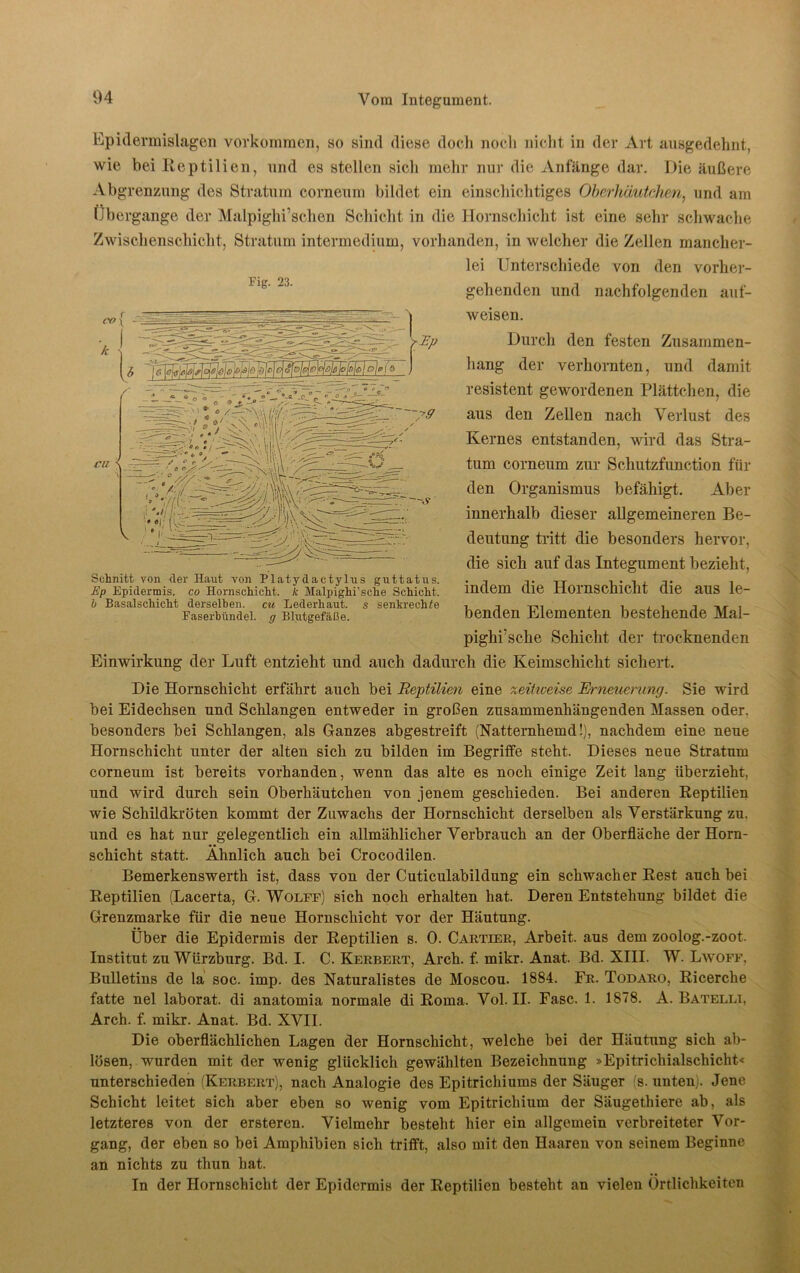 \c> < 0 Epidermislagen Vorkommen, so sind diese doch noch nicht in der Art ausgedehnt, wie bei Reptilien, und es stellen sich mehr nur die Anfänge dar. Die äußere Abgrenzung des Stratum corneum bildet ein einschichtiges Oberhcmtchm, und am Übergänge der Malpighi’schen Schicht in die Hornschicht ist eine sehr schwache Zwischenschicht, Stratum intermedium, vorhanden, in welcher die Zellen mancher- lei Unterschiede von den vorher- Pi« 23 gehenden und nachfolgenden auf- weisen. Durch den festen Zusammen- hang der verhornten, und damit resistent gewordenen Plättchen, die aus den Zellen nach Verlust des Kernes entstanden, wird das Stra- tum corneum zur Schutzfunction fin- den Organismus befähigt. Aber innerhalb dieser allgemeineren Be- deutung tritt die besonders hervor, die sich auf das Integument bezieht, indem die Hornschicht die aus le- benden Elementen bestehende Mal- pighi’sche Schicht der trocknenden Einwirkung der Luft entzieht und auch dadurch die Keimschicht sichert. CU ~~s Schnitt von tler Haut von Platydactylus guttatus. Ep Epidermis, co Hornschicht, k Malpighi’sche Schicht. h Basalschicht derselben, cu Lederhaut, s senkrechte Easerhündel. g Blutgefäße. Die Hornschicht erfährt auch bei Reptilien eine zeitweise Erneuerung. Sie wird bei Eidechsen und Schlangen entweder in großen zusammenhängenden Massen oder, besonders bei Schlangen, als Ganzes abgestreift (Natternhemd!), nachdem eine neue Hornschicht unter der alten sich zu bilden im Begriffe steht. Dieses neue Stratum corneum ist bereits vorhanden, wenn das alte es noch einige Zeit lang überzieht, und wird durch sein Oberhäutchen von jenem geschieden. Bei anderen Reptilien wie Schildkröten kommt der Zuwachs der Hornschicht derselben als Verstärkung zu. und es hat nur gelegentlich ein allmählicher Verbrauch an der Oberfläche der Horn- schicht statt. Ähnlich auch bei Crocodilen. Bemerkenswerth ist, dass von der Cuticulabildung ein schwacher Rest auch hei Reptilien (Lacerta, G. Wolff) sich noch erhalten hat. Deren Entstehung bildet die Grenzmarke für die neue Hornschicht vor der Häutung. Über die Epidermis der Reptilien s. 0. Cartier, Arbeit, aus dem zoolog.-zoot. Institut zu Würzburg. Bd. I. C. Kerbert, Arch. f. mikr. Anat. Bd. XIII. W. Lwoff, Bulletins de la soc. imp. des Naturalistes de Moscou. 1884. Fr. Todaro, Ricerche fatte nel laborat. di anatomia normale di Roma. Vol. II. Fase. 1. 1878. A. Batelli, Arch. f. mikr. Anat. Bd. XVII. Die oberflächlichen Lagen der Hornschicht, welche bei der Häutung sich ab- lösen, wurden mit der wenig glücklich gewählten Bezeichnung »Epitrichialschicht« unterschieden (Kerbert), nach Analogie des Epitrichiums der Säuger (s. unten). Jene Schicht leitet sich aber eben so wenig vom Epitricliium der Säugethiere ab, als letzteres von der ersteren. Vielmehr besteht hier ein allgemein verbreiteter Vor- gang, der eben so bei Amphibien sich trifft, also mit den Haaren von seinem Beginne an nichts zu thun hat. In der Hornschicht der Epidermis der Reptilien besteht an vielen Örtlichkeiten