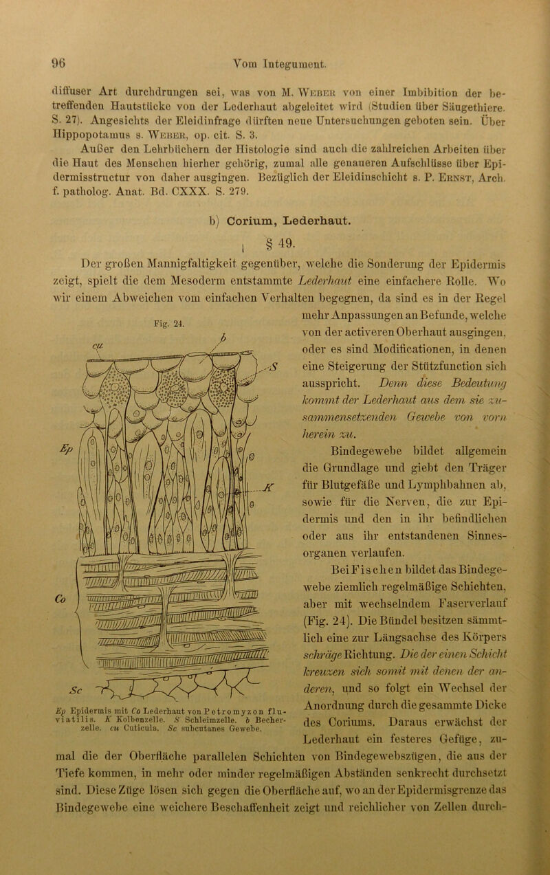 diffuser Art durchdrungen sei, was von M. Weber von einer Imbibition der be- treffenden Hautstücke von der Lederhaut abgeleitet wird (Studien über Säugethiere. S. 27). Angesichts der Eleidinfrage dürften neue Untersuchungen geboten sein. Über Hippopotamus s. Weber, op. cit. S. 3. Außer den Lehrbüchern der Histologie sind auch die zahlreichen Arbeiten über die Haut des Menschen hierher gehörig, zumal alle genaueren Aufschlüsse über Epi- dermisstructur von daher ausgingen. Bezüglich der Eleidinschicht s. P. Ernst, Arcli. f. patholog. Anat. Bd. CXXX. S. 279. b) Corium, Lederhaut. , § 49. Der großen Mannigfaltigkeit gegenüber, welche die Sonderung der Epidermis zeigt, spielt die dem Mesoderm entstammte Lederhaut eine einfachere Rolle. Wo wir einem Abweichen vom einfachen Verhalten begegnen, da sind es in der Ptegel mehr Anpassungen an Befunde, welche von der activerenOberhaut ausgingen, oder es sind Modificationen, in denen eine Steigerung der Stützfunction sich ausspricht. Denn diese Bedeutung kommt der Lederhaut aus dem sie zu- sammensetzenden Gewebe von vorn herein zu. Bindegewebe bildet allgemein die Grundlage und giebt den Träger für Blutgefäße und Lymphbahnen ab, sowie für die Nerven, die zur Epi- dermis und den in ihr befindlichen oder aus ihr entstandenen Sinnes- organen verlaufen. Bei F i s c li e n bildet das Bindege- webe ziemlich regelmäßige Schichten, aber mit wechselndem Faserverlauf (Fig. 24). Die Bündel besitzen sämmt- lich eine zur Längsachse des Körpers schräge Richtung. Die der einen Schich t kreuzen sich somit mit denen der an- deren, und so folgt ein Wechsel der Anordnung durch die gesammte Dicke des Coriums. Daraus erwächst der Lederhaut ein festeres Gefüge, zu- mal die der Oberfläche parallelen Schichten von Bindegewebszügen, die aus der Tiefe kommen, in mehr oder minder regelmäßigen Abständen senkrecht durchsetzt sind. Diese Züge lösen sich gegen die Oberfläche auf, wo an der Epidermisgrenze das Bindegewebe eine weichere Beschaffenheit zeigt und reichlicher von Zellen duroli- Ep Epidermis mit Co Lederhaut von Petromyzon flu- viatilis. K Kolbenzelle. S Schleimzelle, b Becher- zelle. cu Cuticula. Sc suheutanes Gewebe.