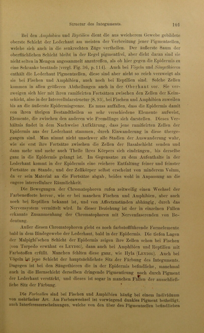 Bei den Amphibien und Reptilien dient die aus weicherem Gewebe gebildete oberste Schicht der Lederhaut am meisten der Verbreitung jener Pigmentzellen, welche sich auch in die senkrechten Züge vertheilen. Der äußerste Saum der oberflächlichen Schicht bleibt in der Regel pigmentfrei, aber dicht daran sind sie nicht selten in Mengen angesammelt anzutreffen, als ob hier gegen die Epidermis zu eine Schranke bestände (vergl. Fig. 36, p. 114). Auch bei Vögeln und Säugcthieren enthält die Lederhaut Pigmentzellen, diese sind aber nicht so reich verzweigt als sie bei Fischen und Amphibien, auch noch bei Reptilien sind. Solche Zellen kommen in allen größeren Abtheilungen auch in der Oberhaut vor. Sie ver- zweigen sich hier mit ihren ramificirten Fortsätzen zwischen den Zellen der Keim- schicht, also in der Intercellularstructur (S. 93), bei Fischen und Amphibien zuweilen bis an die äußerste Epidermisgrenze. Es muss auffallen, dass die Epidermis damit von ihren übrigen Bestandteilen so sehr verschiedene Elemente aufweist, Elemente, die zwischen den anderen wie Fremdlinge sich darstellen. Dieses Ver- hältnis findet in dem Nachweise Aufklärung, dass jene ramificirten Zellen der Epidermis aus der Lederhaut stammen, durch Einwanderung in diese überge- gangen sind. Man nimmt nicht unschwer alle Stadien der Auswanderung wahr, wie sie erst ihre Fortsätze zwischen die Zellen der Basalschicht senden und dann mehr und mehr auch Tlieile ihres Körpers sich eindrängen, bis derselbe ganz in die Epidermis gelangt ist. Im Gegensätze zu dem Aufenthalte in der Lederhaut kommt in der Epidermis eine reichere Entfaltung feiner und feinster Fortsätze zu Stande, und der Zellkörper selbst erscheint von minderem Volum, da er sein Material an die Fortsätze abgab, beides wohl in Anpassung an die engere intercellulare Räumlichkeit. Die Bewegungen der Chromatophoren rufen zeitweilig einen Wechsel der Farbeneffecte hervor, wie er bei manchen Fischen und Amphibien, aber auch noch bei Reptilien bekannt ist, und von Affectzuständen abhängig, durch das Nervensystem vermittelt wird. In dieser Beziehung ist der in einzelnen Fällen erkannte Zusammenhang der Chromatophoren mit Nervenfaserenden von Be- deutung. Außer diesen Chromatophoren giebt es noch farbstoffführende Formelemente bald in dem Bindegewebe der Lederhaut, bald in der Epidermis. Die tiefen Lagen der Malpighi’schen Schicht der Epidermis zeigen ihre Zellen schon bei Fischen (von Torpedo erwähnt es Leydig), dann auch bei Amphibien und Reptilien mit Farbstoffen erfüllt. Manchen fehlten diese ganz, wie Ilyla (Leydig). Auch bei Vögeln ist jene Schicht der hauptsächlichste Sitz der Färbung des Integuments. Dagegen ist bei den Säugethieren die in der Epidermis befindliche, manchmal auch in die Hornschicht derselben dringende Pigmentirung noch durch Pigment der Lederhaut verstärkt, und dieses ist sogar in manchen Fällen der ausschließ- liche Sitz der Färbung. Die Farbxellen sind bei Fischen und Amphibien häufig bei einem Individuum von mehrfacher Art. Am Farbenwechsel ist vorwiegend dunkles Pigment betheiligt, auch Interferenzerscheinungen, welche von den über den Pigmentzellen befindlichen