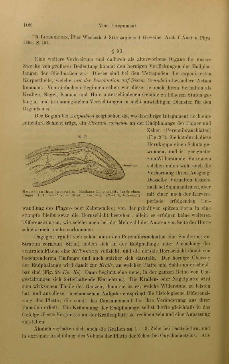 StruO com. N. Lieberkühn, Über Wachsth. cl. Stirnzapfens d. -Geweihe. Arch. f. Anat. u. Pliys. 1865. S. 404. §53. Eine weitere Verbreitung und dadurch als alterworbene Organe für unsere Zwecke von größerer Bedeutung kommt den hornigen Verdickungen der Endpha- langen der Gliedmaßen zu. Dieses sind bei den Tetrapoden die exponirtesten Körpertlieile, welche mit der Locomotion auf festem Grunde in besondere Action kommen. Von einfachem Beginnen sehen wir diese, je nach ihrem Verhalten als Krallen, Nägel, Klauen und Hufe unterschiedenen Gebilde zu höheren Stufen ge- langen und in mannigfachen Verrichtungen in nicht unwichtigen Diensten für den Organismus. Der Beginn bei Amphibien zeigt schon da, wo das übrige Integument noch eine puticulare Schicht trägt, ein Stratum corneum an der Endphalange der Finger und Zehen (Perennibranchiaten Flg- 27• (Fig. 27). Sie hat durch diese Hornkappe einen Schutz ge- wonnen, und ist geeigneter zum Widerstande. Von einem solchen nahm wohl auch die Verhornung ihren Ausgang. Dasselbe Verhalten besteht auch bei Salamandrinen, aber mit einer nach der Larven- periode erfolgenden Um- wandlung des Finger- oder Zehenendes.; von der primitiven spitzen Form in eine stumpfe bleibt zwar die Hornschicht bestehen, allein es erfolgen keine weiteren Differenzirungen, wie solche auch bei der Mehrzahl der Anuren von Seite der Horn- schicht nicht mehr Vorkommen. Dagegen ergiebt sich schon unter den Perennibranchiaten eine Sonderung am Stratum corneum (Siren), indem sich an der Endphalange unter Abflachung der ventralen Fläche eine Krümmung vollzieht, und die dorsale Hornschicht damit von bedeutenderem Umfange und auch stärker sich darstellt. Der hornige Überzug der Endphalange wird damit zur Kralle, an welcher Platte und Sohle unterscheid- bar sind (Fig. 28 Kj), Ks). Dann beginnt eine neue, in der ganzen Reihe von Um- gestaltungen sich forterhaltende Einrichtung. Die Krallen- oder Nagelplatte wird zum wirksamen Theile des Ganzen, denn sie ist es, welche Widerstand zu leisten hat, und aus dieser mechanischen Aufgabe entspringt die histologische Differenzi- rung der Platte, die somit das Causalmoment für ihre Veränderung aus ihrer Function erhält. Die Krümmung der Endphalange selbst dürfte gleichfalls in das Gefolge dieses Vorganges an der Krallenplatte zu rechnen sein und eine Anpassung vorstellen. Ähnlich verhalten sich auch die Krallen an 1.—3. Zehe bei Dactylethra, und in extremer Ausbildung des Volums der Platte der Zehen bei Onychodaetylus. Aus Menobranchus lateralis. Medianer Längsschnitt durch einen Finger. 10/1. Strat. com. Stratum corneum. (Nach E. (töpfert.)