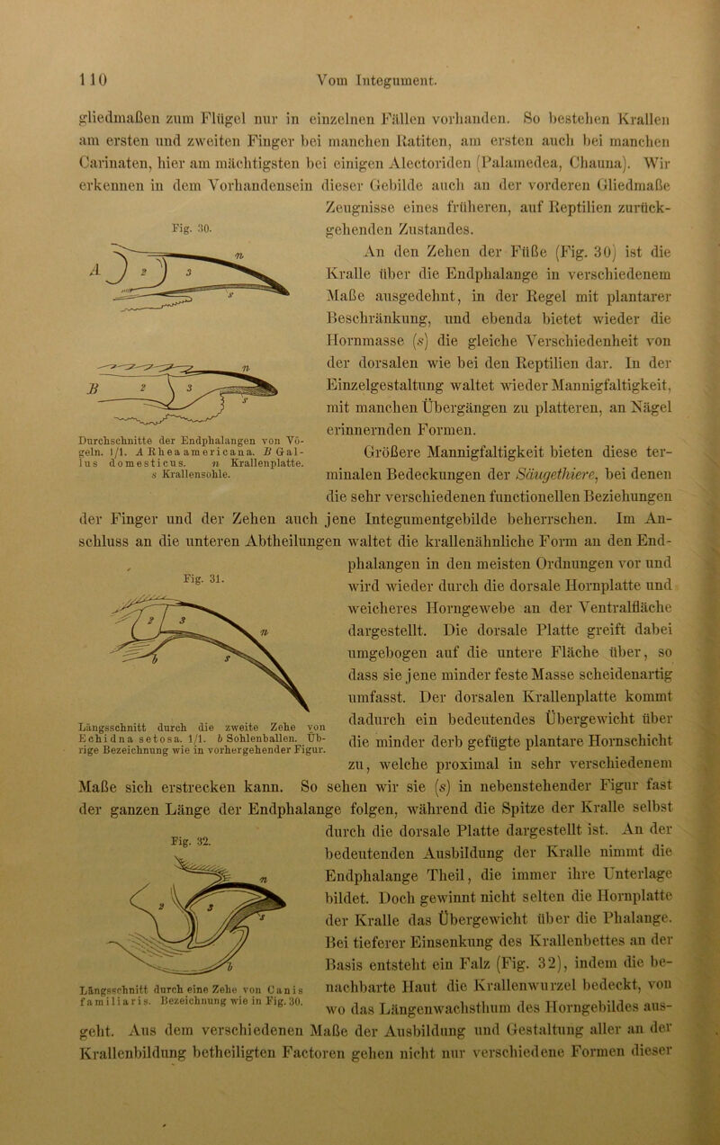 Fig. 30. Durchschnitte der Endphalangen von Vö- geln. 1/1. iEheaamericaaa. B Gal- lus domesticus. n Krallen platte. s Krallensohle. gliedmaßeil zum Flügel nur in einzelnen Fällen vorhanden. So bestehen Krallen am ersten und zweiten Finger bei manchen Ratitcn, am ersten auch hei manchen öarinaten, hier am mächtigsten bei einigen Alectoriden (Palamedea, Chauna). Wir erkennen in dem Vorhandensein dieser Gebilde auch an der vorderen Gliedmaße Zeugnisse eines früheren, auf Reptilien zurück- gehenden Zustandes. An den Zehen der Füße (Fig. 30) ist die Kralle über die Endphalange in verschiedenem Maße ausgedehnt, in der Regel mit plantarer Beschränkung, und ebenda bietet wieder die Hornmasse (s) die gleiche Verschiedenheit von der dorsalen wie bei den Reptilien dar. In der Einzelgestaltung waltet wieder Mannigfaltigkeit, mit manchen Übergängen zu platteren, an Kägel erinnernden Formen. Größere Mannigfaltigkeit bieten diese ter- minalen Bedeckungen der Säugethiere, bei denen die sehr verschiedenen functionellen Beziehungen der Finger und der Zehen auch jene Integumentgebilde beherrschen. Im An- schluss an die unteren Abtheilungen waltet die krallenähnliche Form an den End- phalangen in den meisten Ordnungen vor und wird wieder durch die dorsale Hornplatte und weicheres Horngewebe an der Ventralfläche dargestellt. Die dorsale Platte greift dabei umgebogen auf die untere Fläche über, so dass sie jene minder feste Masse scheidenartig umfasst. Der dorsalen Krallenplatte kommt dadurch ein bedeutendes Übergewicht über die minder derb gefügte plantare Hornschicht zu, welche proximal in sehr verschiedenem Maße sich erstrecken kann. So sehen wir sie (s) in nebenstehender Figur fast der ganzen Länge der Endphalange folgen, während die Spitze der Kralle selbst durch die dorsale Platte dargestellt ist. An der bedeutenden Ausbildung der Kralle nimmt die Endphalange Theil, die immer ihre Unterlage bildet. Doch gewinnt nicht selten die Hornplatte der Kralle das Übergewicht über die Phalange. Bei tieferer Einsenkung des Krallenbettes an der Basis entsteht ein Falz (Fig. 32), indem die be- nachbarte Haut die Krallenwurzel bedeckt, von wo das Längenwachsthum des Horngebildes aus- Aus dem verschiedenen Maße der Ausbildung und Gestaltung aller an der Krallenbildung betheiligten Factoren gehen nicht nur verschiedene Formen dieser Fig. 31. Längsschnitt durch die zweite Zehe von Echidna setosa. 1/1. ft Sohlenhallen. Üb- rige Bezeichnung wie in vorhergehender Figur. Fig. 32. Längsschnitt durch eine Zehe von Canis familiaris. Bezeichnung wie in Fig. 30. geht