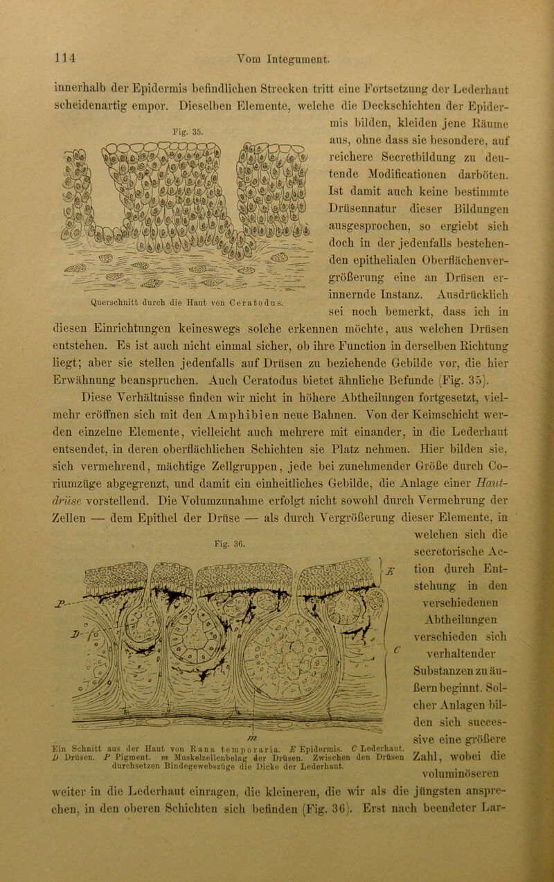 Fig. 35. «üüüs? _ %L ~ ^ Querschnitt durch die Haut von Ceratodus. innerhalb der Epidermis befindlichen Strecken tritt eine Fortsetzung der Lederhaut scheidenartig empor. Dieselben Elemente, welche die Deckschichten der Epider- mis bilden, kleiden jene Räume aus, ohne dass sie besondere, auf reichere Secretbildung zu deu- tende Modificationen darböten. Ist damit auch keine bestimmte Drüsennatur dieser Bildungen ausgesprochen, so ergiebt sich doch in der jedenfalls bestehen- den epithelialen Oberflächenver- größerung eine an Drüsen er- innernde Instanz. Ausdrücklich sei noch bemerkt, dass ich in diesen Einrichtungen keineswegs solche erkennen möchte, aus welchen Drüsen entstehen. Es ist auch nicht einmal sicher, ob ihre Function in derselben Richtung liegt; aber sie stellen jedenfalls auf Drüsen zu beziehende Gebilde vor, die hier Erwähnung beanspruchen. Auch Ceratodus bietet ähnliche Befunde (Fig. 35). Diese Verhältnisse finden wir nicht in höhere Abtheilungen fortgesetzt, viel- mehr eröffnen sich mit den Amphibien neue Bahnen. Von der Keimschicht wer- den einzelne Elemente, vielleicht auch mehrere mit einander, in die Lederhaut entsendet, in deren oberflächlichen Schichten sie Platz nehmen. Hier bilden sie, sich vermehrend, mächtige Zellgruppen, jede beizunehmender Größe durch Co- riumzüge abgegrenzt, und damit ein einheitliches Gebilde, die Anlage einer Haut- drüse vorstellend. Die Volumzunahme erfolgt nicht sowohl durch Vermehrung der Zellen — dem Epithel der Drüse — als durch Vergrößerung dieser Elemente, in welchen sich die secretorische Ac- tion durch Ent- stehung in den verschiedenen Abtheilungen verschieden sich verhaltender Substanzen zu äu- ßern beginnt. Sol- cher Anlagen bil- den sich succes- sive eine größere Zahl, wobei die voluminöseren Fig. 36. J3— Ein Schnitt aus der Haut von Kana temporaria. E Epidermis. C Lederliaut. D Drüsen. P Pigment, m Muskelzellenbelag der Drüsen. Zwischen den Drüsen durchsetzen Bindegewebszüge die Dicke der Lederhaut. weiter in die Lederhaut einragen, die kleineren, die wir als die jüngsten anspre- chen, in den oberen Schichten sich befinden (Fig. 36). Erst nach beendeter Lar-