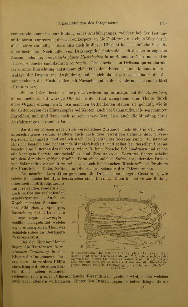 venperiode kommt es zur Bildung eines Ansführganges, welcher bei der fast un- mittelbaren Angrenzung des Drüsenkörpers an die Epidermis nur einen \\ eg durch die letztere vorstellt, so dass also auch in dieser Hinsicht höchst einfache Verhält- nisse bestehen. Nach außen vom Drüsenepithel findet sich, mit diesem in engstem Zusammenhänge, eine Schicht glatter Muskelzetten in meridionaler Anordnung. Die Drüsenschläuche sind dadurch contractil. Diese fortan den Drüsenapparat cliarak- terisirende Einrichtung entstammt gleichfalls dem Ectoderm und kommt mit der Anlage der Drüsen zur Ausbildung, indem sich dabei am Drüsenhalse der Zu- sammenhang der Muskelzellen mit Formelementen der Epidermis erkennen lässt (Heidenhain). Solche Drüsen besitzen eine große Verbreitung im Integument der Amphibien, deren unebene, oft warzige Oberfläche der Haut wenigstens zum Tlieile durch diese Organe erzeugt wird. An manchen Örtlichkeiten stehen sie gehäuft, wie in der Seitenregion des Hinterkopfes bei Kröten, auch bei Salamandra (die sogenannten Parotiden) und sind dann auch so sehr vergrößert, dass auch die Mündung ihres Ausführganges erkennbar ist. An diesen Drüsen geben sich verschiedene Zustände, nicht bloß in dem schon unterschiedenen Volum, sondern auch nach dem jeweiligen Befunde ihrer physio- logischen Thätigkeit, und endlich nach der Qualität des Secretes kund. In letzterer Hinsicht besteht eine bedeutende Mannigfaltigkeit, und selbst bei derselben Species besteht eine Differenz des Secretes, wie z. B. beim Frosche Schleimdrüsen und solche mit körnigem Secrete unterscheidbar sind (Engelmann). Letzteres Secret scheint mit dem der einen giftigen Stoff in Form eines solchen Saftes absondernden Drüsen von Salamandra verwandt zu sein, wie auch bei manchen Riechstoffe als Producte der Hautdrüsen (Unke, Kröten) im Dienste des Schutzes des Thieres stehen. An manchen Localitäten gewinnen die Drüsen eine längere Gestaltung, wie solche Schläuche bei Hyla beschrieben sind (Leydig). Dann kommt es zur Bildung eines nicht bloß die Epidermis durchsetzenden, sondern auch noch im Corium verlaufenden Ausführganges. Auch am Kopfe mancher Salamandri- nen (Chioglossa, Spelerpes, Batrachoseps) sind Drüsen in lange, sogar verzweigte Schläuche umgebildet, welche sogar einen großen Theil des Schädels subcutan überlagern WlEDERSHElM). Bei den Gymnophionen liegen die Hautdrüsen in be- stimmter Vertheilung in den Ringen des Integuments, der- art, dass die vordere Hälfte eines Ringes durch einen Gür- tel dicht neben einander stehender sehr großer Drüsenschläuche Riesendrüsen) gebildet wird, neben welchen auch noch kleinere Vorkommen. Hinter den Drüsen liegen in jedem Ringe die als S* Fig. 37. Durchschnitt durch die Haut von Ichthyophis glutinösa. Ä ein Hautring mit seinen beiden Abtheilungen B, C, welche auch von den angrenzenden Ringen theilweise dargestellt sind. B der Drüsen- abschnitt mit einer großen Drüse und kleineren Gl. Die nächsten großen Drüsen mit dem Ausführgange gl. s Schuppen. (Nach P. u. F. Sakasin.)