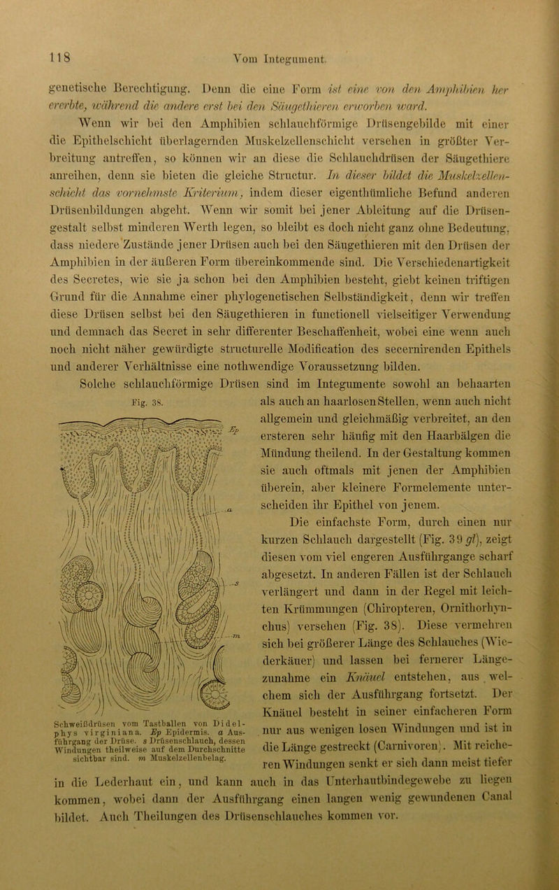 genetische Berechtigung. Denn die eine Form ist eine von den Amphibien her ererbte, wahrend die andere erst bei den Säugethieren erworben ward. Wenn wir bei den Amphibien schlauchförmige Drüsengebilde mit einer die Epithelschicht überlagernden Muskelzellenschicht versehen in größter Ver- breitung antreffen, so können wir an diese die Schlauchdrüsen der Säugethiere anreihen, denn sie bieten die gleiche Structur. In dieser bildet die Mushelzellen- schicht das vornehmste Kriterium, indem dieser eigentümliche Befund anderen Drüsenbildungen abgeht. Wenn wir somit bei jener Ableitung auf die Drüsen- gestalt selbst minderen Werth legen, so bleibt es doch nicht ganz ohne Bedeutung, dass niedere Zustände jener Drüsen auch bei den Säugethieren mit den Drüsen der Amphibien in der äußeren Form übereinkommende sind. Die Verschiedenartigkeit des Secretes, wie sie ja schon bei den Amphibien besteht, giebt keinen triftigen Grund für die Annahme einer phylogenetischen Selbständigkeit, denn wir treffen diese Drüsen selbst bei den Säugethieren in functionell vielseitiger Verwendung und demnach das Secret in sehr differenter Beschaffenheit, wobei eine wenn auch noch nicht näher gewürdigte structurelle Modification des secernirenden Epithels und anderer Verhältnisse eine nothwendige Voraussetzung bilden. Solche schlauchförmige Drüsen sind im Integumente sowohl an behaarten Fig. 38. als auch an haarlosen Stellen, wenn auch nicht allgemein und gleichmäßig verbreitet, an den ersteren sehr häufig mit den Haarbälgen die Mündung theilend. In der Gestaltung kommen sie auch oftmals mit jenen der Amphibien überein, aber kleinere Formelemente unter- scheiden ihr Epithel von jenem. Die einfachste Form, durch einen nur kurzen Schlauch dargestellt (Fig. 39 gl), zeigt diesen vom viel engeren Ausführgange scharf abgesetzt. In anderen Fällen ist der Schlauch verlängert und dann in der Regel mit leich- ten Krümmungen (Chiropteren, Ornithorhyn- chus) versehen (Fig. 38). Diese vermehren sich bei größerer Länge des Schlauches (V ie- derkäuer) und lassen bei fernerer Länge- zunahme ein Knäuel entstehen, aus wel- chem sich der Ausführgang fortsetzt. Der Knäuel besteht in seiner einfacheren Form nur aus wenigen losen Windungen und ist in die Länge gestreckt (Carnivoren). Mit reiche- ren Windungen senkt er sich dann meist tiefer in die Lederhaut ein, und kann auch in das Unterhautbindegewebe zu liegen kommen, wobei dann der Ausführgang einen langen wenig gewundenen Canal bildet. Auch Theilungen des Drüsenschlauches kommen vor. Schweißdrüsen vom Tastballen von Didel- phys virginiana. Ep Epidermis, a Aus- führgang der Drüse, s Drüsenschlauch, dessen Windungen theilweise auf dem Durchschnitte sichtbar sind, in Muskelzellenbelag.