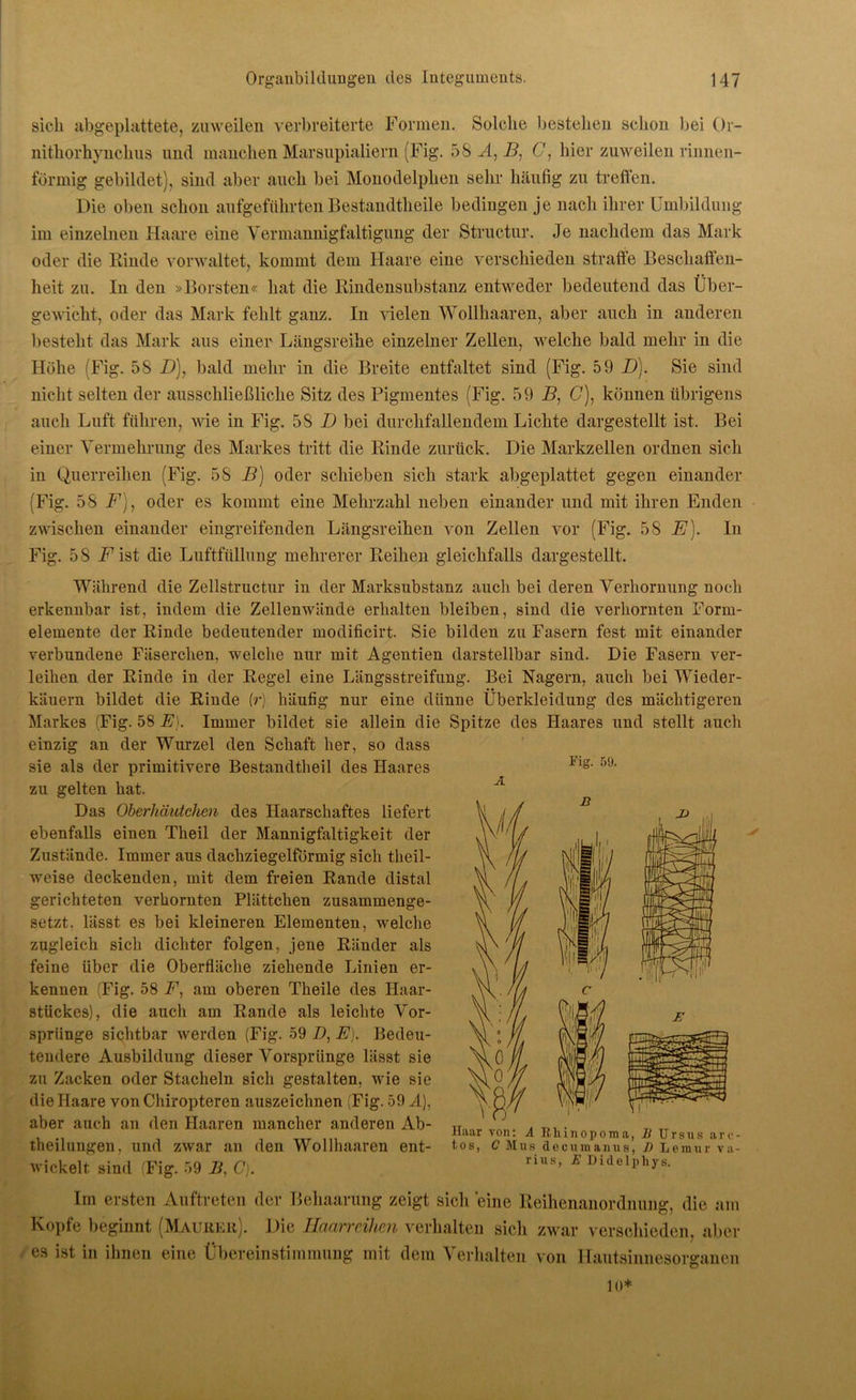 sich abgeplattete, zuweilen verbreiterte Formen. Solche bestehen schon bei Or- nithorhynchus und manchen Marsupialiern (Fig. 58 A, 5, G. hier zuweilen rinnen- förmig gebildet), sind aber auch bei Monodelphen sehr häufig zu treffen. Die oben schon aufgeführten Bestandtheile bedingen je nach ihrer Umbildung im einzelnen Haare eine Vermannigfaltigung der Structur. Je nachdem das Mark oder die Rinde vorwaltet, kommt dem Haare eine verschieden straffe Beschaffen- heit zu. In den »Borsten« hat die Rindensubstanz entweder bedeutend das Über- gewicht, oder das Mark fehlt ganz. In vielen Wollhaaren, aber auch in anderen besteht das Mark aus einer Längsreihe einzelner Zellen, welche bald mehr in die Höhe (Fig. 58 5), bald mehr in die Breite entfaltet sind (Fig. 59 5). Sie sind nicht selten der ausschließliche Sitz des Pigmentes (Fig. 59 5, C), können übrigens auch Luft führen, wie in Fig. 58 5 bei durchfallendem Lichte dargestellt ist. Bei einer Vermehrung des Markes tritt die Rinde zurück. Die Markzellen ordnen sich in Querreihen (Fig. 58 B) oder schieben sich stark abgeplattet gegen einander (Fig. 58 5), oder es kommt eine Mehrzahl neben einander und mit ihren Enden zwischen einander eingreifenden Längsreihen von Zellen vor (Fig. 58 E). In Fig. 58 F ist die Luftfüllung mehrerer Reihen gleichfalls dargestellt. A Fig. 50. B Während die Zellstructur in der Marksubstanz auch bei deren Verhornung noch erkennbar ist, indem die Zellenwände erhalten bleiben, sind die verhornten Form- elemente der Rinde bedeutender modificirt. Sie bilden zu Fasern fest mit einander verbundene Fäserchen, welche nur mit Agentien darstellbar sind. Die Fasern ver- leihen der Rinde in der Regel eine Längsstreifung. Bei Nagern, auch bei Wieder- käuern bildet die Rinde (r) häufig nur eine dünne Überkleidung des mächtigeren Markes (Fig. 58 JE). Immer bildet sie allein die Spitze des Haares und stellt auch einzig an der Wurzel den Schaft her, so dass sie als der primitivere Bestandtheil des Haares zu gelten hat. Das Oberhäutchen des Haarschaftes liefert ebenfalls einen Theil der Mannigfaltigkeit der Zustände. Immer aus dachziegelförmig sich tlieil- weise deckenden, mit dem freien Rande distal gerichteten verhornten Plättchen zusammenge- setzt. lässt es bei kleineren Elementen, welche zugleich sich dichter folgen, jene Ränder als feine über die Oberfläche ziehende Linien er- kennen (Fig. 58 5, am oberen Theile des Haar- stückes), die auch am Rande als leichte Vor- sprünge sichtbar werden (Fig. 59 Z), E). Bedeu- tendere Ausbildung dieser Vorsprünge lässt sie zu Zacken oder Stacheln sich gestalten, wie sie die Haare von Chiropteren auszeichnen (Fig. 59 A), aber auch an den Haaren mancher anderen Ab- theilungen, und zwar an den Wollhaaren ent- wickelt sind (Fig. 59 B, C). E Haar von: A Eliinopoma, Ji Ursns arc- tos, C Mus decumanus, 1) Lemur va- rius, E Didelpliys. Im ersten Auftreten der Behaarung zeigt sich eine Reihenanordnung, die am Kopfe beginnt (Maurer). Die Haarreihen verhalten sich zwar verschieden, aber es ist in ihnen eine Übereinstimmung mit dem Verhalten von Hautsinnesorganen io*