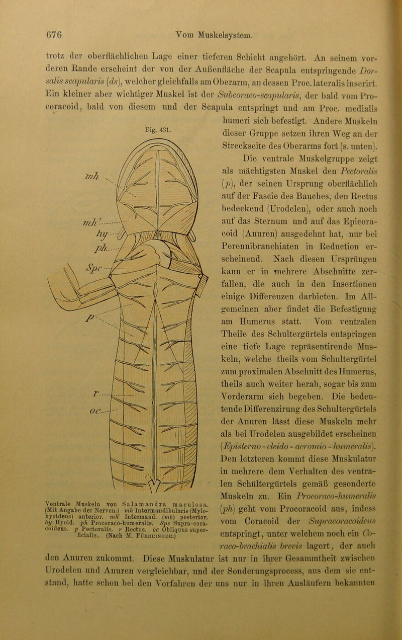 trotz der oberflächlichen Lage einer tieferen Schicht angehört. An seinem vor- deren Rande erscheint der von der Außenfläche der Scapula entspringende Dor- salis scapularis (ds), welcher gleichfalls am Oberarm, an dessen Proc. lateralis inserirt. Ein kleiner aber wichtiger Muskel ist der Subcoraco-scapularis, der bald vom Pro- coracoid, bald von diesem und der Scapula entspringt und am Proc. medialis humeri sich befestigt. Andere Muskeln dieser Gruppe setzen ihren Weg an der Streckseite des Oberarms fort (s. unten). Die ventrale Muskelgruppe zeigt als mächtigsten Muskel den Pectoralis (p), der seinen Ursprung oberflächlich auf der Fascie des Bauches, den Rectus bedeckend (Urodelen), oder auch noch auf das Sternum und auf das Epicora- coid (Anuren) ausgedehnt hat, nur bei Perennibranchiaten in Reduction er- scheinend. Nach diesen Ursprüngen kann er in mehrere Abschnitte zer- fallen, die auch in den Insertionen einige Differenzen darbieten. Im All- gemeinen aber findet die Befestigung am Humerus statt. Vom ventralen Theile des Schultergürtels entspringen eine tiefe Lage repräsentirende Mus- keln, welche theils vom Schultergürtel zum proximalen Abschnitt des Humerus, theils auch weiter herab, sogar bis zum Vorderarm sich begeben. Die bedeu- tende Differenzirung des Schultergürtels der Anuren lässt diese Muskeln mehr als bei Urodelen ausgebildet erscheinen [Episterno - cleido - acromio - humeralis). Den letzteren kommt diese Muskulatur in mehrere dem Verhalten des ventra- len Schiiltergürtels gemäß gesonderte Muskeln zu. Ein Procoraco-humeralis Ventrale Muskeln von Salamandra maculosa. (Mit Angabe der Nerven.) mh Intermandibularis (Mylo- hyoideus) anterior, mli' Intermand. (mh) posterior. hy Ilyoid. ph Procoraco-humeralis. Spc Supra-cora- coideus. p Pectoralis. r Rectus. oc Obliquus super- ficialis.. (Nach M. PÜKBItlNGEK.) (ph) geht vom Procoracoid aus, indess vom Coracoid der Suprammcoidrns entspringt, unter welchem noch ein Go- raco-brachialis brems lagert, der auch den Anuren zukommt. Diese Muskulatur ist nur in ihrer Gesammtheit zwischen Urodelen und Anuren vergleichbar, und der Sonderungsprocess, aus dem sie ent- stand, hatte schon bei den Vorfahren der uns nur in ihren Ausläufern bekannten