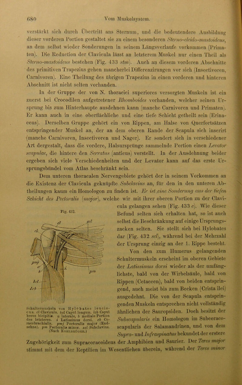 verstärkt sich durch Übertritt ans Sternum, und die bedeutendere Ausbildung dieser vorderen Portion gestaltet sie zu einem besonderen Ster/io-cleido-mastoideus, an dem seihst wieder Sonderungen in seinem Längsverlaufe Vorkommen (Prima- ten). Die Reduction der Clavicula lässt an letzterem Muskel nur einen Theil als Sterno-mastoideus bestehen (Fig. 433 stm). Auch an diesem vorderen Abschnitte des primitiven Trapezius gehen mancherlei Differenzirungen vor sich (Insectivoren, Carnivoren). Eine Theilung des übrigen Trapezius in einen vorderen und hinteren Abschnitt ist nicht selten vorhanden. In der Gruppe der von IST. thoracici superiores versorgten Muskeln ist ein zuerst bei Crocodilen aufgetretener Rhomboides vorhanden, welcher seinen Ur- sprung bis zum Hinterhaupte ausdehnen kann (manche Carnivoren und Primaten ,. Er kann auch in eine oberflächliche und eine tiefe Schicht getheilt sein (Erina- ceus). Derselben Gruppe gehört ein von Rippen, am Halse von Querfortsätzen entspringender Muskel an, der an dem oberen Rande der Scapula sich inserirt (manche Carnivoren, Insectivoren und Nager). Er sondert sich in verschiedener Art dergestalt, dass die vordere, Halsursprünge sammelnde Portion einen Levator scapulac, die hintere den Serratus (anticus) vorstellt. In der Ausdehnung beider ergeben sich viele Verschiedenheiten und der Levator kann auf das erste Ur- sprungsbündel vom Atlas beschränkt sein. Dem unteren thoracalen Nervengebiete gehört der in seinem Vorkommen an die Existenz der Clavicula geknüpfte Subclavius an, für den in den unteren Ab- theilungen kaum ein Homologon zu finden ist. Er ist eine Sonderung aus der tiefen Schicht des Pectoralis (major), welche wir mit ihrer oberen Portion zu der Clavi- cula gelangen sehen (Fig. 433 c). Wie dieser Befund selten sich erhalten hat, so ist auch selbst die Beschränkung auf einige Ursprungs- zacken selten. Sie stellt sich bei Ilylobates dar (Fig. 432 sei), während bei der Mehrzahl der Ursprung einzig an der 1. Rippe besteht. Von den zum Humerus gelangenden Schultermuskeln erscheint im oberen Gebiete der Latissimus dorsi wieder als der umfäng- lichste, bald von der Wirbelsäule, bald von Rippen (Cetaceen), bald von beiden entsprin- gend, auch meist bis zum Becken (Crista ilei) ausgedehnt. Die von der Scapula entsprin- genden Muskeln entsprechen nicht vollständig ähnlichen der Sauropsiden. Doch besitzt der Subscapularis ein Homologon im Subcoraco- scapularis der Salamandrinen, und von dem Supra- und Infraspinatus bekundet der erstere Zugehörigkeit zum Supracoracoideus der Amphibien und Saurier. Der Tores major stimmt mit dem der Reptilien im Wesentlichen überein, während der Tores minor Fig. 432. Schultermuskeln von Ilylobates leucis- cus. cl Clavicula. bei Caput longum. leb Caput breve bicipitis. « laterale, b mediale Portion des letzteren. * Latissimus dorsi. cb Co- racobracbialis. pmj Pectoralis major (End- sehne). ptn Pectoralis minor. sei Subclavius. (Nach Kohlbkügge.)