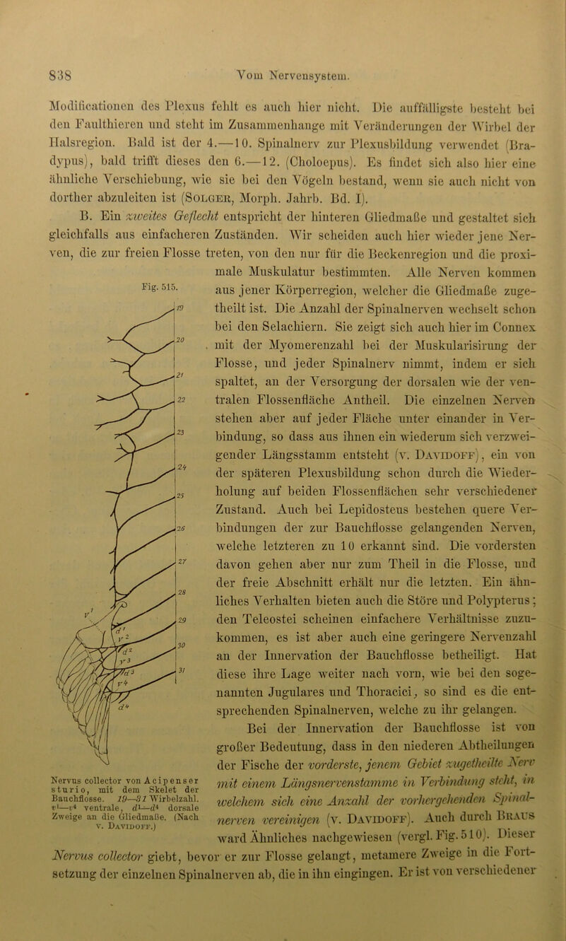 Fig. 515. Modificationen des Plexus fehlt es auch hier nicht. Die auffälligste besteht bei den Faulthieren und steht im Zusammenhänge mit Veränderungen der Wirbel der Halsregion. Bald ist der 4.—10. Spinalnerv zur Plexusbildung verwendet (Bra- dypus), bald trifft dieses den 6.—12. (Choloepus). Es findet sich also hier eine ähnliche Verschiebung, wie sie bei den Vögeln bestand, wenn sie auch nicht von dorther abzuleiten ist (Solgeh, Morph. Jahrb. Bd. I). B. Ein zweites Geflecht entspricht der hinteren Gliedmaße und gestaltet sich gleichfalls aus einfacheren Zuständen. Wir scheiden auch hier wieder jene Ner- ven, die zur freien Flosse treten, von den nur für die Beckenregion und die proxi- male Muskulatur bestimmten. Alle Nerven kommen aus jener Körperregion, welcher die Gliedmaße zuge- theilt ist. Die Anzahl der Spinalnerven wechselt schon bei den Selachiern. Sie zeigt sich auch hier im Connex mit der Myomerenzahl bei der Muskularisirung der Flosse, und jeder Spinalnerv nimmt, indem er sich spaltet, an der Versorgung der dorsalen wie der ven- tralen Flossenfläche Antheil. Die einzelnen Nerven stehen aber auf jeder Fläche unter einander in Ver- bindung, so dass aus ihnen ein wiederum sich verzwei- gender Längsstamm entsteht (v. Davidoff) , ein von der späteren Plexusbildung schon durch die Wieder- holung auf beiden Flossenflächen sehr verschiedener Zustand. Auch bei Lepidosteus bestehen quere Ver- bindungen der zur Bauchflosse gelangenden Nerven, welche letzteren zu 10 erkannt sind. Die vordersten davon gehen aber nur zum Theil in die Flosse, und der freie Abschnitt erhält nur die letzten. Ein ähn- liches Verhalten bieten auch die Störe und Polypterus; den Teleostei scheinen einfachere Verhältnisse zuzu- kommen, es ist aber auch eine geringere Nervenzahl an der Innervation der Bauchflosse betheiligt. Hat diese ihre Lage weiter nach vorn, wie bei den soge- nannten Jugulares und Thoracici, so sind es die ent- sprechenden Spinalnerven, welche zu ihr gelangen. Bei der Innervation der Bauchflosse ist von großer Bedeutung, dass in den niederen Abtheilungen der Fische der vorderste, jenem Gebiet zugetheilte J\err mit einem Längsnervenstamme in Verbindung steht, m welchem sich eine Anzahl der vorhergehenden Spinal- nerven vereinigen (v. Davidoff). Auch durch Braus ward Ähnliches nachgewiesen (vergl. Fig. 510). Dieser Nervus collector giebt, bevor er zur Flosse gelangt, metamere Zweige in die loit- setzung der einzelnen Spinalnerven ab, die in ihn eingingen. Er ist von verschiedene! Nervus collector von Acipenser stur io, mit dem Skelet der BaucMosse. 19—31 Wirbelzahl. r1—v* ventrale, d1—di dorsale Zweige an die Gliedmaße. (Nach v. Davidoff.)