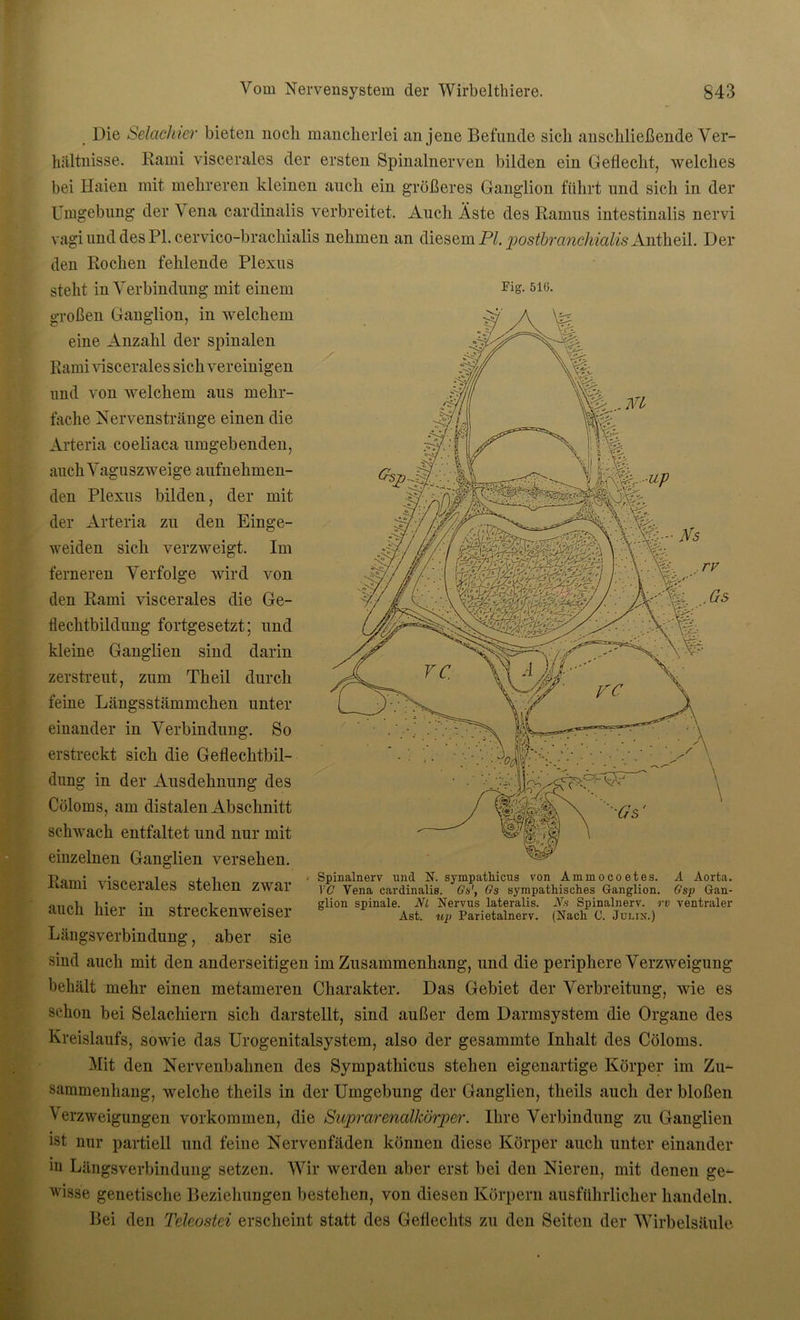 Die Selachier bieten noch mancherlei an jene Befunde sich anschließende Ver- hältnisse. Rami viscerales der ersten Spinalnerven bilden ein Geflecht, welches bei Haien mit mehreren kleinen auch ein größeres Ganglion führt und sich in der Umgebung der Vena cardinalis verbreitet. Auch Äste des Ramus intestinalis nervi vagi und des PI. cervico-brachialis nehmen an diesem PI. postbranchialis Antheil. Der den Rochen fehlende Plexus steht in Verbindung mit einem Fis- 516. großen Ganglion, in welchem eine Anzahl der spinalen Rami viscerales sich vereinigen und von welchem aus mehr- fache Nervenstränge einen die Arteria coeliaca umgebenden, auch Vaguszweige aufnehmen- den Plexus bilden, der mit der Arteria zu den Einge- weiden sich verzweigt. Im ferneren Verfolge wird von den Rami viscerales die Ge- flechtbildung fortgesetzt; und kleine Ganglien sind darin zerstreut, zum Th eil durch feine Längsstämmchen unter einander in Verbindung. So erstreckt sich die Geflechtbil- dung in der Ausdehnung des Cöloms, am distalen Abschnitt schwach entfaltet und nur mit einzelnen Ganglien versehen. Rami viscerales stehen zwar auch hier in streckenweiser Längsverbindung, aber sie sind auch mit den anderseitigen im Zusammenhang, und die periphere Verzweigung behält mehr einen metameren Charakter. Das Gebiet der Verbreitung, wie es schon bei Selachiern sich darstellt, sind außer dem Darmsystem die Organe des Kreislaufs, sowie das Urogenitalsystem, also der gesammte Inhalt des Cöloms. Mit den Nervenbahnen des Sympatliicus stehen eigenartige Körper im Zu- sammenhang, welche theils in der Umgebung der Ganglien, theils auch der bloßen Verzweigungen Vorkommen, die Suprarenalkörper. Ihre Verbindung zu Ganglien ist nur partiell und feine Nervenfäden können diese Körper auch unter einander iu Längsverbindung setzen. Wir werden aber erst bei den Nieren, mit denen ge- wisse genetische Beziehungen bestehen, von diesen Körpern ausführlicher handeln. Bei den Telcostei erscheint statt des Geflechts zu den Seiten der Wirbelsäule Spinalnerv und N. sympatliicus von Ammocoetes. A Aorta. YG Vena cardinalis. Gs1, Gs sympathisches Ganglion. Gsp Gan- glion spinale. Ni Nervus lateralis. Ns Spinalnerv, rv ventraler Ast. up Parietalnerv. (Nach C. Jolin.)