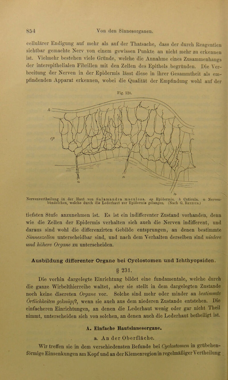 cellulärer Endigung auf mehr als auf der Thatsache, dass der durch Iieagentien sichtbar gemachte Nerv von einem gewissen Punkte an nicht mehr zu erkennen ist. Vielmehr bestehen viele Gründe, welche die Annahme eines Zusammenhangs der interepithelialen Fibrillen mit den Zellen des Epithels begründen. Die Ver- breitung der Nerven in der Epidermis lässt diese in ihrer Gesammtheit als em- pfindenden Apparat erkennen, wobei die Qualität der Empfindung wohl auf der Fig. 520. Nervenvertheilung in der Haut von Salamandra maculosa, ep Epidermis, h Cuticula, n Nerven- Mndelclien, -welche durch die Lederhaut zur Epidermis gelangen. (Nach Gr. Betzics.) tiefsten Stufe anzunelimen ist. Es ist eiu indifferenter Zustand vorhanden, denn wie die Zellen der Epidermis verhalten sich auch die Nerven indifferent, und daraus sind wohl die diflferenzirten Gebilde entsprungen, an denen bestimmte Sinneszellen unterscheidbar sind, und nach dem Verhalten derselben sind niedere und höhere Organe zu unterscheiden. Ausbildung differenter Organe bei Cyclostomen und Ichthyopsiden. § 231. Die vorhin dargelegte Einrichtung bildet eine fundamentale, welche durch die ganze Wirbelthierreihe waltet, aber sie stellt in dem dargelegten Zustande noch keine discreten Organe vor. Solche sind mehr oder minder an bestimmte Örtlichkeiten geknüpft, wenn sie auch aus dem niederen Zustande entstehen. Die einfacheren Einrichtungen, an denen die Lederhaut wenig oder gar nicht Theil nimmt, unterscheiden sich von solchen, an denen auch die Lederhaut betheiligt ist. A. Einfache Hautsinnesorgane. a. An der Oberfläche. Wir treffen sie in dem verschiedensten Befunde bei Oyclostomen in grübchen- förmige Einsenkungen am Kopf und an der Kiemenregion in regelmäßiger \ ertheilung ,