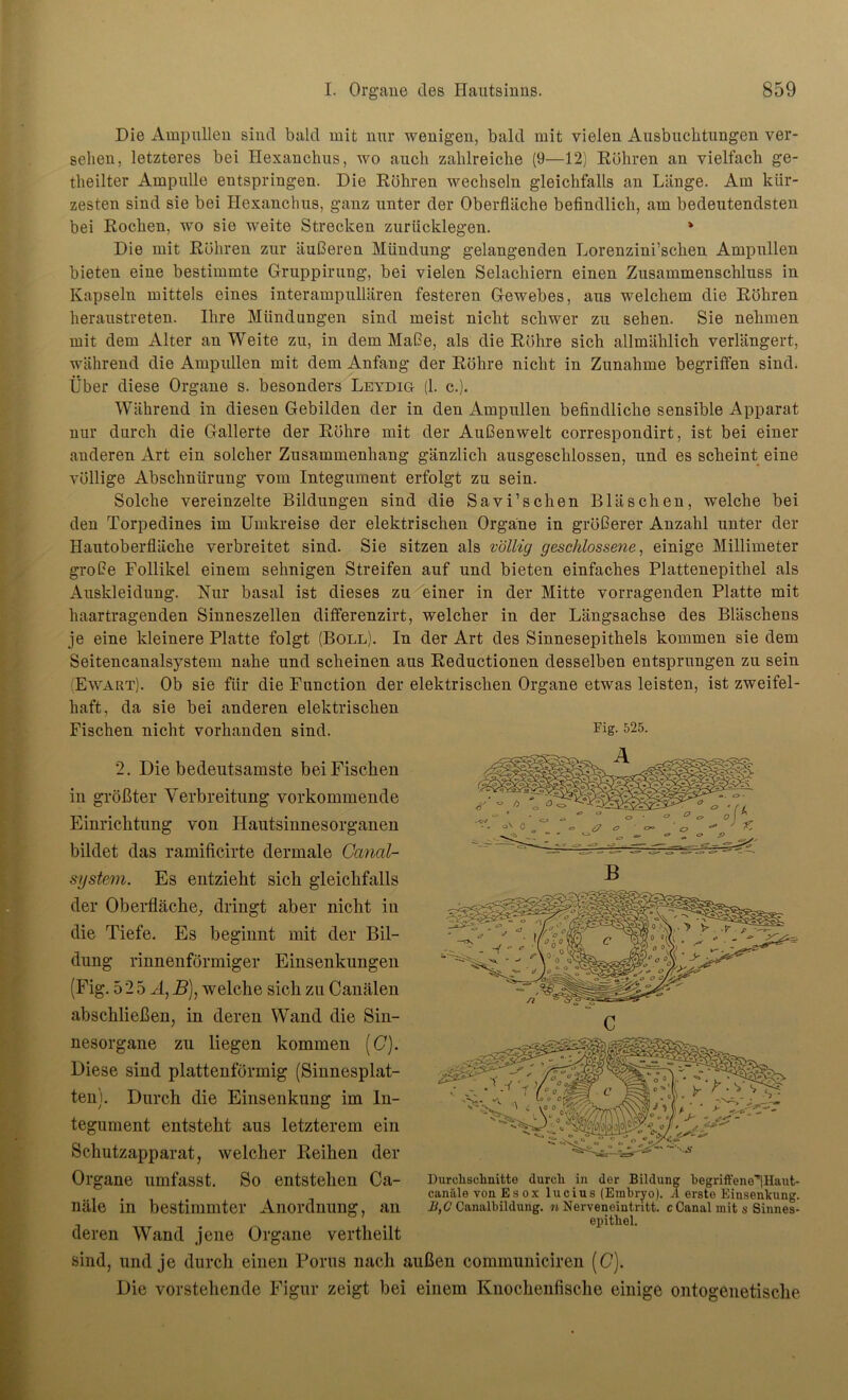 Die Ampullen sind bald mit nur wenigen, bald mit vielen Ausbuchtungen ver- sehen, letzteres bei Hexanchus, wo auch zahlreiche (9—12) Röhren an vielfach ge- theilter Ampulle entspringen. Die Röhren wechseln gleichfalls an Länge. Am kür- zesten sind sie bei Hexanchus, ganz unter der Oberfläche befindlich, am bedeutendsten bei Rochen, wo sie weite Strecken zurücklegen. * Die mit Röhren zur äußeren Mündung gelangenden Lorenzini’schen Ampullen bieten eine bestimmte Gruppirung, bei vielen Selachiern einen Zusammenschluss in Kapseln mittels eines interampullären festeren Gewebes, aus welchem die Röhren heraustreten. Ihre Mündungen sind meist nicht schwer zu sehen. Sie nehmen mit dem Alter an Weite zu, in dem Maße, als die Röhre sich allmählich verlängert, während die Ampullen mit dem Anfang der Röhre nicht in Zunahme begriffen sind. Über diese Organe s. besonders Leydig (1. c.). WTährend in diesen Gebilden der in den Ampullen befindliche sensible Apparat nur durch die Gallerte der Röhre mit der Außenwelt correspondirt, ist bei einer anderen Art ein solcher Zusammenhang gänzlich ausgeschlossen, und es scheint eine völlige Abschnürung vom Integument erfolgt zu sein. Solche vereinzelte Bildungen sind die Savi’sehen Bläschen, welche bei den Torpedines im Umkreise der elektrischen Organe in größerer Anzahl unter der Hautoberfläche verbreitet sind. Sie sitzen als völlig geschlossene, einige Millimeter große Follikel einem sehnigen Streifen auf und bieten einfaches Plattenepithel als Auskleidung. Hur basal ist dieses zu einer in der Mitte vorragenden Platte mit haartragenden Sinneszellen differenzirt, welcher in der Längsachse des Bläschens je eine kleinere Platte folgt (Boll). In der Art des Sinnesepithels kommen sie dem Seitencanalsystem nahe und scheinen ans Reductionen desselben entsprungen zu sein Ewart). Ob sie für die Function der elektrischen Organe etwas leisten, ist zweifel- haft, da sie bei anderen elektrischen Fischen nicht vorhanden sind. Fig- 525- 2. Die bedeutsamste bei Fischen in größter Verbreitung vorkommende Einrichtung von Hautsinnesorganen bildet das ramificirte dermale Canal- system. Es entzieht sich gleichfalls der Oberfläche, dringt aber nicht in die Tiefe. Es beginnt mit der Bil- dung rinnenförmiger Einsenkungen (Fig. 5 2 5 A, B), welche sich zu Canälen abschließen, in deren Wand die Sin- nesorgane zu liegen kommen (C). Diese sind plattenförmig (Sinnesplat- ten). Durch die Einsenkung im In- tegument entsteht aus letzterem ein Schutzapparat, welcher Reihen der Organe umfasst. So entstehen Ca- näle in bestimmter Anordnung, an deren Wand jene Organe vertheilt sind, und je durch einen Porus nach außen communiciren (C). Die vorstehende Figur zeigt bei einem Knochenfische einige ontogenetische Durchschnitte durch in der Bildung hegrift’ene'|Haut- canäle von Es ox lucius (Embryo). Ä erste Einsenkung. B,G Canalbildung, n Nerveneintritt, c Canal mit s Sinnes- epithel.