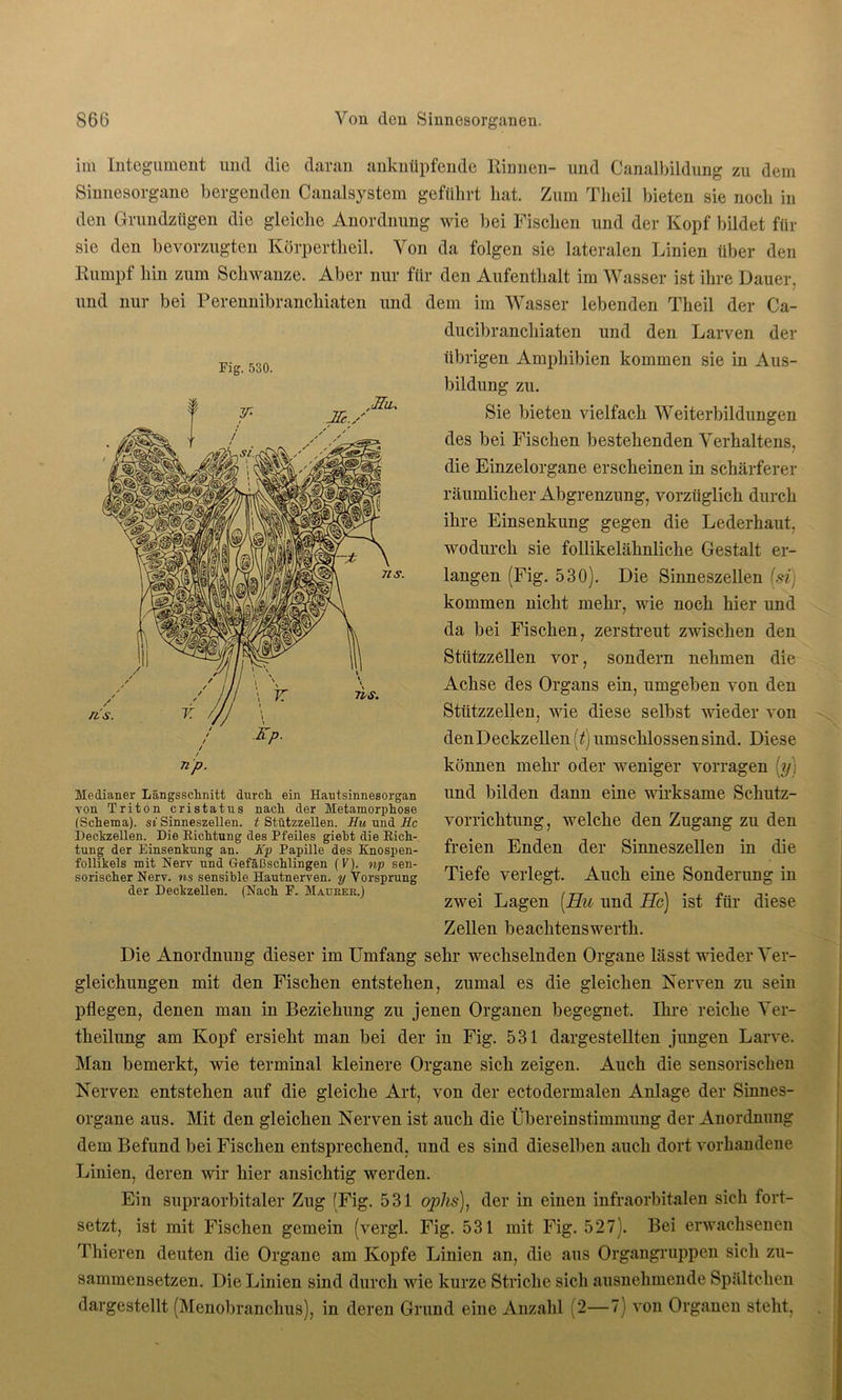im Integument und die daran anknüpfende Rinnen- und Canalbildung zu dem Sinnesorgane bergenden Canalsystem geführt hat. Zum Theil bieten sie noch in den Grundzügen die gleiche Anordnung wie bei Fischen und der Kopf bildet für sie den bevorzugten Körpertheil. Von da folgen sie lateralen Linien über den Rumpf hin zum Schwänze. Aber nur für den Aufenthalt im Wasser ist ihre Dauer, und nur bei Perennibranchiaten und dem im Wasser lebenden Theil der Ca- ducibrancliiaten und den Larven der übrigen Amphibien kommen sie in Aus- bildung zu. Sie bieten vielfach Weiterbildungen des bei Fischen bestehenden Verhaltens, die Einzelorgane erscheinen in schärferer räumlicher Abgrenzung, vorzüglich durch ihre Einsenkung gegen die Lederhaut, wodurch sie follikelähnliche Gestalt er- langen (Fig. 530). Die Sinneszellen i.si) kommen nicht mehr, wie noch hier und da bei Fischen, zerstreut zwischen den Stützzellen vor, sondern nehmen die Achse des Organs ein, umgeben von den Stützzellen, wie diese selbst wieder von den Deckzellen [t] umschlossen sind. Diese können mehr oder weniger vorragen (y) und bilden dann eine wirksame Schutz- vorrichtung, welche den Zugang zu den freien Enden der Sinneszelleu in die Tiefe verlegt. Auch eine Sonderung in zwei Lagen [Hu und Hc) ist für diese Zellen beachtenswerte Die Anordnung dieser im Umfang sehr wechselnden Organe lässt wieder Ver- gleichungen mit den Fischen entstehen, zumal es die gleichen Nerven zu sein pflegen, denen man in Beziehung zu jenen Organen begegnet. Ihre reiche Ver- theilung am Kopf ersieht man bei der in Fig. 531 dargestellten jungen Larve. Man bemerkt, wie terminal kleinere Organe sich zeigen. Auch die sensorischen Nerven entstehen auf die gleiche Art, von der ectodermalen Anlage der Sinnes- organe aus. Mit den gleichen Nerven ist auch die Übereinstimmung der Anordnung dem Befund bei Fischen entsprechend, und es sind dieselben auch dort vorhandene Linien, deren wir hier ansichtig werden. Ein supraorbitaler Zug (Fig. 531 ophs), der in einen infraorbitalen sich fort- setzt, ist mit Fischen gemein (vergl. Fig. 531 mit Fig. 527). Bei erwachsenen Thieren deuten die Organe am Kopfe Linien an, die aus Organgruppen sich zu- sammensetzen. Die Linien sind durch wie kurze Striche sich ausnehmende Spältchen dargestellt (Menobranchus), in deren Grund eine Anzahl (2—7) von Organen steht, /iS. 71S. Medianer Längsschnitt durch ein Hautsinnesorgan von Triton cristatus nach der Metamorphose (Schema), st Sinneszellen, t Stützzellen. Hu und Hc Deckzellen. Die Richtung des Pfeiles giebt die Rich- tung der Einsenkung an. Kp Papille des Knospen- follikels mit Nerv und Gefäßschlingen (k). np sen- sorischer Nerv, ns sensible Hautnerven, y Vorsprung der DeckzeHen. (Nach F. Maurer.)