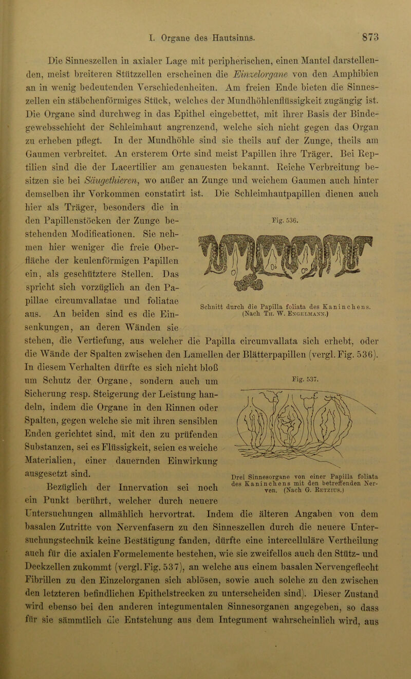 Schnitt durch die Papilla foliata des Kaninchens. (Nach Th. W. Exgelmaxx.) Die Sinneszellen in axialer Lage mit peripherischen, einen Mantel darstellen- den, meist breiteren Stützzellen erscheinen die Einzelorgane von den Amphibien an in wenig bedeutenden Verschiedenheiten. Am freien Ende bieten die Sinnes- zellen ein stäbchenförmiges Stück, welches der Mundhöhlenflüssigkeit zugängig ist. Die Organe sind durchweg in das Epithel eingebettet, mit ihrer Basis der Binde- gewebsschicht der Schleimhaut angrenzend, welche sich nicht gegen das Organ zu erheben pflegt. In der Mundhöhle sind sie theils auf der Zunge, theils am Gaumen verbreitet. An ersterem Orte sind meist Papillen ihre Träger. Bei Rep- tilien sind die der Lacertilier am genauesten bekannt. Reiche Verbreitung be- sitzen sie bei Säugetkieren, wo außer an Zunge und weichem Gaumen auch hinter demselben ihr Vorkommen constatirt ist. Die Schleimhautpapillen dienen auch hier als Träger, besonders die in den Papillenstöcken der Zunge be- Fig- 536. stehenden Modificationen. Sie neh- men hier weniger die freie Ober- fläche der keulenförmigen Papillen ein, als geschütztere Stellen. Das spricht sich vorzüglich an den Pa- pillae circumvallatae und foliatae aus. An beiden sind es die Ein- senkungen, an deren Wänden sie stehen, die Vertiefung, aus welcher die Papilla circumvallata sich erhebt, oder die Wände der Spalten zwischen den Lamellen der Blätterpapillen (vergl.Fig. 536). In diesem Verhalten dürfte es sich nicht bloß um Schutz der Organe, sondern auch um Sicherung resp. Steigerung der Leistung han- deln, indem die Organe in den Rinnen oder Spalten, gegen welche sie mit ihren sensiblen Enden gerichtet sind, mit den zu prüfenden Substanzen, sei es Flüssigkeit, seien es weiche Materialien, einer dauernden Einwirkung ausgesetzt sind. Bezüglich der Innervation sei noch ein Punkt berührt, welcher durch neuere Untersuchungen allmählich hervortrat. Indem die älteren Angaben von dem basalen Zutritte von Nervenfasern zu den Sinneszellen durch die neuere Unter- suchungstechnik keine Bestätigung fanden, dürfte eine intercelluläre Vertheilung auch für die axialen Formelemente bestehen, wie sie zweifellos auch den Stütz- und Deckzellen zukommt (vergl.Fig. 537), an welche aus einem basalen Nervengeflecht Fibrillen zu den Einzelorganen sich ablösen, sowie auch solche zu den zwischen den letzteren befindlichen Epithelstrecken zu unterscheiden sind). Dieser Zustand wird ebenso bei den anderen integumentalen Sinnesorganen angegeben, so dass für sie sämmtlich die Entstehung aus dem Integument wahrscheinlich wird, aus Fig. 537. Drei Sinnesorgane von einer Papilla foliata des Kanincliens mit den betreffenden Ner- ven. (Nacli G. Retzius.)