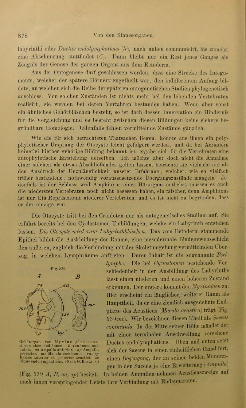 labyrinthi oder Ductus endolymphaticus (Ir), nach außen communicirt, bis zumeist eine Abschnürung stattfindet (C). Dann bleibt nur ein Rest jenes Ganges als Zeugnis der Genese des ganzen Organs aus dem Ectoderm. Aus der Ontogenese darf geschlossen werden, dass eine Strecke des Integu- ments, welcher der spätere Hörnerv zugetheilt war, den indifferenten Anfang bil- dete, an welchen sich die Reihe der späteren ontogenetischen Stadien phylogenetisch anschloss. Von solchen Zuständen ist nichts mehr bei den lebenden Vertebraten realisirt, sie werden bei deren Vorfahren bestanden haben. Wenn aber sonst ein ähnliches Gehörbläschen besteht, so ist doch dessen Innervation ein Hindernis für die Vergleichung und es besteht zwischen diesen Bildungen keine sichere be- griindbare Homologie. Jedenfalls fehlen vermittelnde Zustände gänzlich. Wie die für sich betrachteten Thatsachen liegen, könnte aus ihnen ein poly- phyletischer Ursprung der Otocyste leicht gefolgert werden, und da bei Acraniern keinerlei hierher gehörige Bildung bekannt ist, ergäbe sich für die Vertebraten eine autophyletische Entstehung derselben. Ich möchte aber doch nicht die Annahme einer solchen als etwas Abschließendes gelten lassen, betrachte sie vielmehr nur als den Ausdruck der Unzulänglichkeit unserer Erfahrung, welcher, wie so vielfach früher bestandene, notkwendig vorauszusetzende Übergangszustände mangeln. Je- denfalls ist der Schluss, weil Amphioxus eines Hörorgans entbehrt, müssen es auch die niedersten Vertebraten noch nicht besessen haben, ein falscher, denn Amphioxus ist nur Ein Repräsentant niederer Vertebraten, und es ist nicht zu begründen, dass er der einzige war. Die Otocyste tritt bei den Crauioten nur als ontogenetisches Stadium auf. Sie erfährt bereits bei den Cyclostomen Umbildungen, welche ein Labyrinth entstehen lassen. Die Otocyste wird %um Labyrinthbläschen. Das vom Ectoderm stammende Epithel bildet die Auskleidung der Räume, eine mesodermale Bindegewebsschicht den äußeren, zugleich die Verbindung mit der Skeletumgebung vermittelnden Über- zug, in welchem Lymphräume auftreten. Deren Inhalt ist die sogenannte Pen- lymphe. Die bei Cyclostomen bestehende A er- schiedenheit in der Ausbildung des Labyrinths lässt einen niederen und einen höheren Zustand erkennen. Der erstere kommt denMyxinoiden zu. Hier erscheint ein länglicher, weiterer Raum als Haupttheil, da er eine ziemlich ausgedehnte End- platte des Acusticus (.Macula acustica) trägt (Fig. 5 39 mc). Wir bezeichnen diesen Theil als Saccus ) communis. In der Mitte seiner Höhe mündet der mit einer terminalen Anschwellung versehene Ductus endolymphaticus. Oben und unten setzt sich der Saccus in einen einheitlichen Canal fort, einen Bogengang, der an seinen beiden Mündun- gen in den Saccus je eine Erweiterung (Ampulla (Fig. 539 A, B, aa, ap) besitzt. In beiden Ampullen nehmen Acusticuszweige auf nach innen vorspringender Leiste ihre Verbindung mit Endapparaten. Fig. 539. A B Gehörorgan von Myxine glutinosa. A von oben und innen. B von innen und unten, aa Ampulla anterior, ap Ampulla posterior, mc Macula communis, ra, rp Ramus anterior et posterior acustici. se Sinus endolymphaticus. (Nach G.Rktzius.)