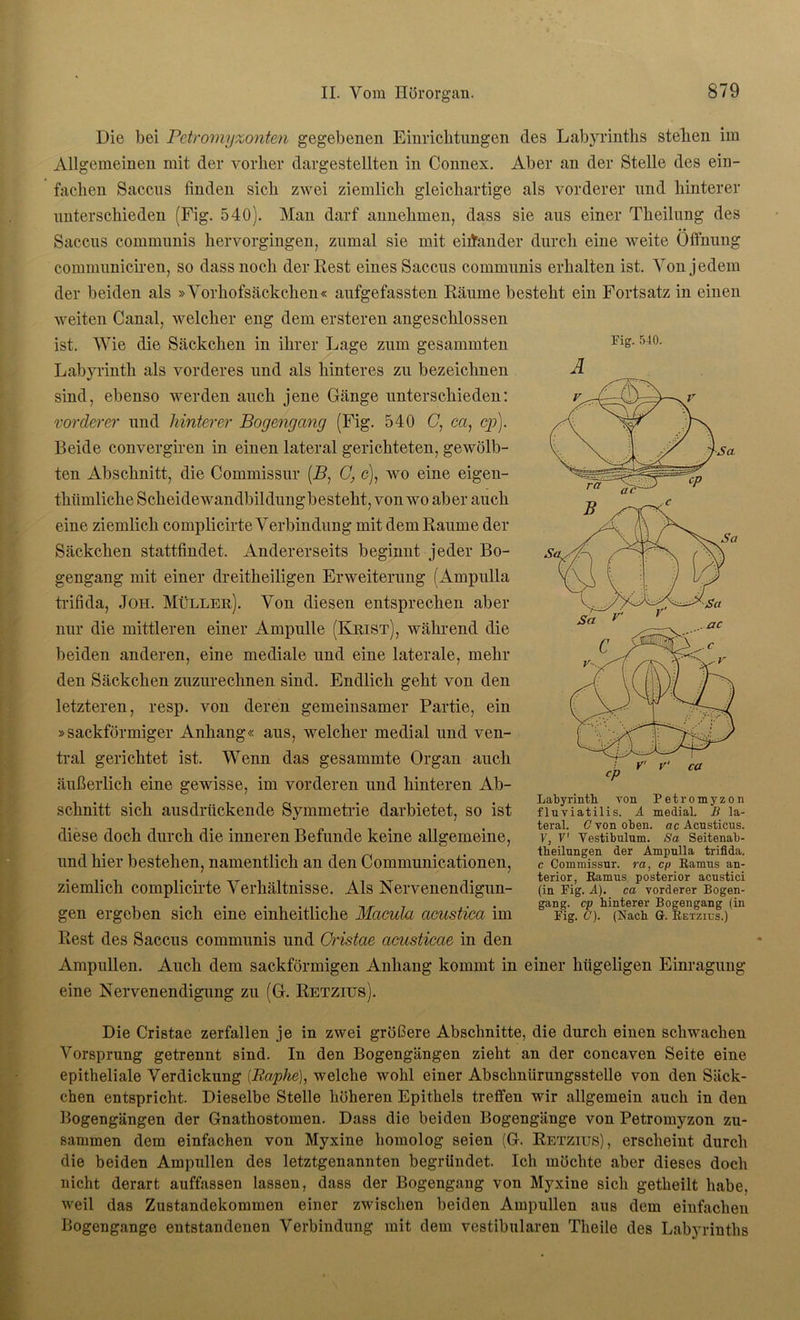 Die bei Petromyzonten gegebenen Einrichtungen des Labyrinths stehen im Allgemeinen mit der vorher dargestellten in Connex. Aber an der Stelle des ein- fachen Saccus finden sich zwei ziemlich gleichartige als vorderer und hinterer unterschieden (Fig. 540). Man darf annehmen, dass sie aus einer Theilung des Saccus communis hervorgingen, zumal sie mit einander durch eine weite Öffnung communiciren, so dass noch der Rest eines Saccus communis erhalten ist. Von jedem der beiden als »Vorhofsäckchen« aufgefassten Räume besteht ein Fortsatz in einen weiten Canal, welcher eng dem ersteren angeschlossen ist. Wie die Säckchen in ihrer Lage zum gesammten Labyrinth als vorderes und als hinteres zu bezeichnen sind, ebenso werden auch jene Gänge unterschieden: vorderer und hinterer Bogengang (Fig. 540 C, ca, cp). Beide convergiren in einen lateral gerichteten, gewölb- ten Abschnitt, die Commissur (B, G, c), wo eine eigen- thümliche Scheidewandbildung besteht , von wo aber auch eine ziemlich complicirte Verbindung mit dem Raume der Säckchen stattfindet. Andererseits beginnt jeder Bo- gengang mit einer dreitheiligen Erweiterung (Ampulla trifida, Joh. Müller). Von diesen entsprechen aber nur die mittleren einer Ampulle (Reist), während die beiden anderen, eine mediale und eine laterale, mehr den Säckchen zuzurechnen sind. Endlich geht von den letzteren, resp. von deren gemeinsamer Partie, ein »sackförmiger Anhang« aus, welcher medial und ven- tral gerichtet ist. Wenn das gesammte Organ auch äußerlich eine gewisse, im vorderen und hinteren Ab- schnitt sich ausdrückende Symmetrie darbietet, so ist diese doch durch die inneren Befunde keine allgemeine, und hier bestehen, namentlich an den Communicationen, ziemlich complicirte Verhältnisse. Als Nervenendigun- gen ergeben sich eine einheitliche Macula cicustica im Rest des Saccus communis und Oristae acusticae in den Ampullen. Auch dem sackförmigen Anhang kommt in einer hügeligen Einragung eine Nervenendigung zu (G. Retzius). Die Cristae zerfallen je in zwei größere Abschnitte, die durch einen schwachen Vorsprung getrennt sind. In den Bogengängen zieht an der concaven Seite eine epitheliale Verdickung (.Raphe), welche wohl einer Abschnürungsstelle von den Säck- chen entspricht. Dieselbe Stelle höheren Epithels treffen wir allgemein auch in den Bogengängen der Gnathostomen. Dass die beiden Bogengänge von Petromyzon zu- sammen dem einfachen von Myxine homolog seien (G. Retzius), erscheint durch die beiden Ampullen des letztgenannten begründet. Ich möchte aber dieses doch nicht derart auffassen lassen, dass der Bogengang von Myxine sich getheilt habe, weil das Zustandekommen einer zwischen beiden Ampullen aus dem einfachen Bogengänge entstandenen Verbindung mit dem vestibulären Theile des Labyrinths Fig. 540. A teral. 0 von oben, ac Acusticus. V, V' Vestibulum. Sa Seitenab- tbeilxmgen der Ampulla trifida. c Commissur. ra, cp Ramus an- terior, Ramus posterior acustici (in Fig. A). ca vorderer Bogen- gang. cp hinterer Bogengang (in Fig. C). (Nach G. Retzius.)