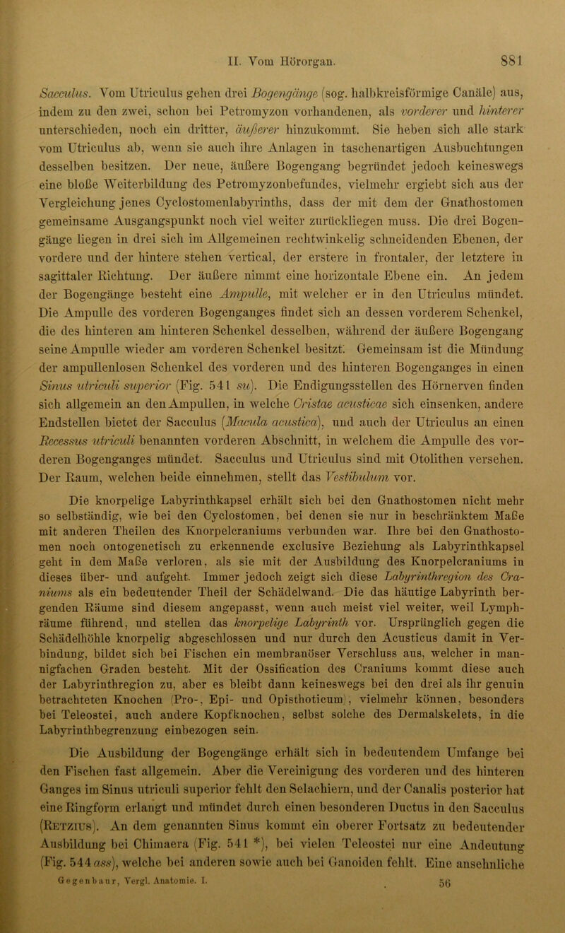 Sacculus. Vom Utriculus gehen drei Bogengänge (sog. halbkreisförmige Canäle) aus, indem zu den zwei, schon bei Petromyzon vorhandenen, als vorderer und hinterer unterschieden, noch ein dritter, äußerer hinzukommt. Sie heben sich alle stark vom Utriculus ab, wenn sie auch ihre Anlagen in taschenartigen Ausbuchtungen desselben besitzen. Der neue, äußere Bogengang begründet jedoch keineswegs eine bloße Weiterbildung des Petromyzonbefundes, vielmehr ergiebt sich aus der Vergleichung jenes Cyclostomenlabyrinths, dass der mit dem der Gnathostomen gemeinsame Ausgangspunkt noch viel weiter zurückliegen muss. Die drei Bogen- gänge liegen in drei sich im Allgemeinen rechtwinkelig schneidenden Ebenen, der vordere und der hintere stehen vertical, der erstere in frontaler, der letztere in sagittaler Richtung. Der äußere nimmt eine horizontale Ebene ein. An jedem der Bogengänge besteht eine Ampulle, mit welcher er in den Utriculus mündet. Die Ampulle des vorderen Bogenganges findet sich an dessen vorderem Schenkel, die des hinteren am hinteren Schenkel desselben, während der äußere Bogengang seine Ampulle wieder am vorderen Schenkel besitzt. Gemeinsam ist die Mündung der ampullenlosen Schenkel des vorderen und des hinteren Bogenganges in einen Sinus utriculi superior (Fig. 541 su). Die Endigungsstellen des Hörnerven finden sich allgemein an den Ampullen, in welche Cristae acusticae sich einsenken, andere Endstellen bietet der Sacculus (.Macula acustica), und auch der Utriculus an einen Recessus utriculi benannten vorderen Abschnitt, in welchem die Ampulle des vor- deren Bogenganges mündet. Sacculus und Utriculus sind mit Otolithen versehen. Der Raum, welchen beide einnehmen, stellt das Vestibulum vor. Die knorpelige Labyrinthkapsel erhält sich bei den Gnathostomen nicht mehr so selbständig, wie bei den Cyclostomen, bei denen sie nur in beschränktem Maße mit anderen Theilen des Knorpelcraniums verbunden war. Ihre bei den Gnathosto- men noch ontogenetisch zu erkennende exclusive Beziehung als Labyrinthkapsel geht in dem Maße verloren, als sie mit der Ausbildung des Knorpelcraniums in dieses über- und aufgeht. Immer jedoch zeigt sich diese Labyrinthregion des Om- niums als ein bedeutender Theil der Schädelwand. Die das häutige Labyrinth ber- genden Räume sind diesem angepasst, wenn auch meist viel weiter, weil Lymph- räume führend, und stellen das knorpelige Labyrinth vor. Ursprünglich gegen die Schädelhöhle knorpelig abgeschlossen und nur durch den Acusticus damit in Ver- bindung, bildet sich bei Fischen ein membranöser Verschluss aus, welcher in man- nigfachen Graden besteht. Mit der Ossification des Craniums kommt diese auch der Labyrinthregion zu, aber es bleibt dann keineswegs bei den drei als ihr genuin betrachteten Knochen (Pro-, Epi- und Opisthoticum1, vielmehr können, besonders bei Teleostei, auch andere Kopfknochen, selbst solche des Dermalskelets, in die Labyrinthbegrenzung einbezogen sein. Die Ausbildung der Bogengänge erhält sich in bedeutendem Umfange bei den Fischen fast allgemein. Aber die Vereinigung des vorderen und des hinteren Ganges im Sinus utriculi superior fehlt den Selachiern, und der Canalis posterior hat eine Ringform erlangt und mündet durch einen besonderen Ductus in den Sacculus (Retzius). An dem genannten Sinus kommt ein oberer Fortsatz zu bedeutender Ausbildung bei Chimaera (Fig. 541 *), bei vielen Teleostei nur eine Andeutung (Fig. 544 ass), welche bei anderen sowie auch bei Ganoiden fehlt. Eine ansehnliche Gegenbaur, Vergl. Anatomie. I.