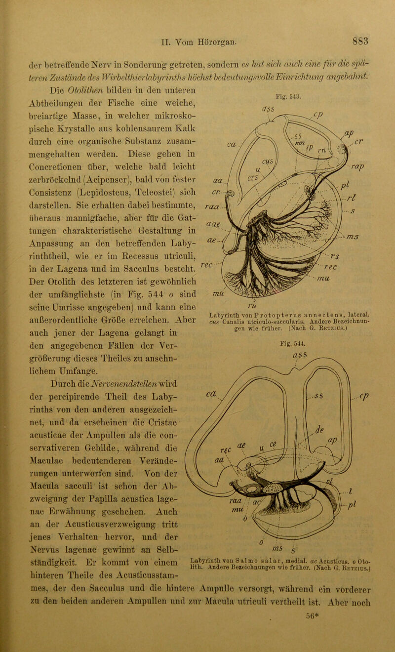 der betreffende Nerv in Sonderung getreten, sondern es hat sich auch eine für die spä- teren Zustände des Wirbelthierlabyrinths höchst bedeutungsvolle Einrichtung angebahnt. Fig. 543. Die Otolithen bilden in den unteren Abtheilungen der Fische eine weiche, breiartige Masse, in welcher mikrosko- pische Ivrystalle aus kohlensaurem Kalk durch eine organische Substanz zusam- mengehalten werden. Diese gehen in Concretionen über, welche bald leicht zerbröckelnd (Acipenser), bald von fester Consistenz (Lepidosteus, Teleostei) sich darstellen. Sie erhalten dabei bestimmte, überaus mannigfache, aber für die Gat- tungen charakteristische Gestaltung in Anpassung an den betreffenden Laby- rinththeil, wie er im Recessus utriculi, in der Lagena und im Sacculus besteht. Der Otolith des letzteren ist gewöhnlich der umfänglichste (in Fig. 544 o sind seine Umrisse angegeben) und kann eine außerordentliche Größe erreichen. Aber auch jener der Lagena gelangt in den angegebenen Fällen der Ver- größerung dieses Theiles zu ansehn- lichem Umfange. Durch die Nervenendstellen wird der percipirende Theil des Laby- rinths von den anderen ausgezeich- net, und da erscheinen die Cristae acusticae der Ampullen al3 die con- servativeren Gebilde, während die Maculae bedeutenderen Verände- rungen unterworfen sind. Von der Macula sacculi ist schon der Ab- zweigung der Papilla acustica lage- nae Erwähnung geschehen. Auch an der Acusticusverzweigung tritt jenes Verhalten hervor, und der Nervus lagenae gewinnt an Selb- ständigkeit. Er kommt von einem hinteren Theile des Acusticusstam- mes, der den Sacculus und die hintere Ampulle versorgt, während ein vorderer zu den beiden anderen Ampullen und zur Macula utriculi vertheilt ist. Aber noch Labyrinth von P r o t o p t e r u s annectens, lateral. cus Canalis utriculo-saccularis. Andere Bezeichnun- gen wie früher. (Nach G. Retzius.) Fig. 544. Labyrinth von Salm o salar, medial, ac Acusticus. o Oto- lith. Andere Bezeichnungen wie früher. (Nach G. Retzius.) 50*