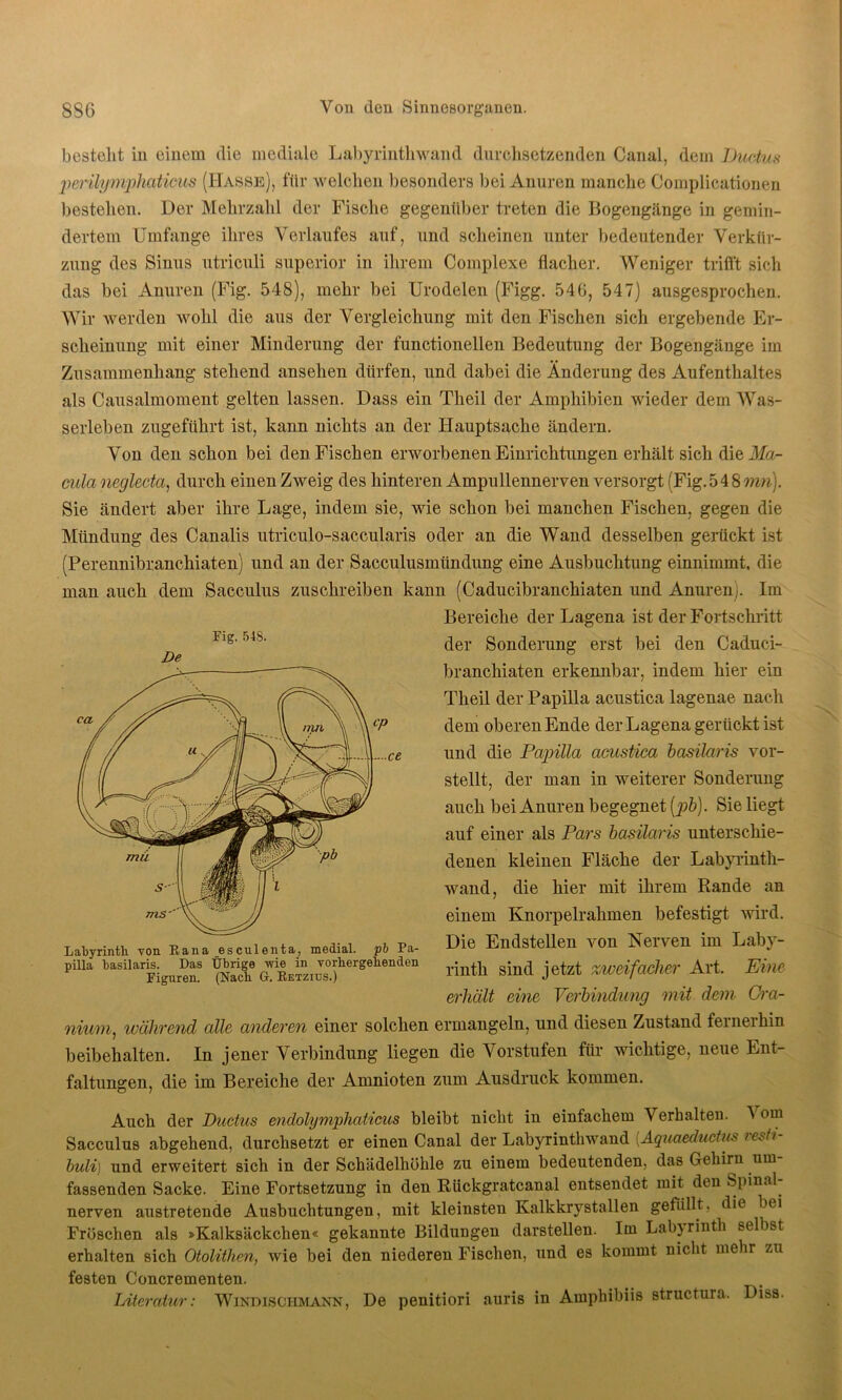 bestellt in einem die mediale Labyrinth wand durchsetzenden Canal, dem Ductus pendlgniphaticus (Hasse), für welchen besonders bei Anuren manche Complicationen bestehen. Der Mehrzahl der Fische gegenüber treten die Bogengänge in gemin- dertem Umfange ihres Verlaufes auf, und scheinen unter bedeutender Verkür- zung des Sinus utriculi superior in ihrem Complexe flacher. Weniger trifft sich das bei Anuren (Fig. 548), mehr bei Urodelen (Figg. 540, 547) ausgesprochen. Wir werden wohl die aus der Vergleichung mit den Fischen sich ergebende Er- scheinung mit einer Minderung der functioneilen Bedeutung der Bogengänge im Zusammenhang stehend ansehen dürfen, und dabei die Änderung des Aufenthaltes als Causalmoment gelten lassen. Dass ein Theil der Amphibien wieder dem Was- serleben zugeführt ist, kann nichts an der Hauptsache ändern. Von den schon bei den Fischen erworbenen Einrichtungen erhält sich die Ma- cula neglecta, durch einen Zweig des hinteren Ampullennerven versorgt (Fig. 548 mn). Sie ändert aber ihre Lage, indem sie, wie schon bei manchen Fischen, gegen die Mündung des Canalis utriculo-saccularis oder an die Wand desselben gerückt ist (Perennibranchiaten) und an der Sacculusmiindung eine Ausbuchtung einnimmt, die man auch dem Sacculus zuschreiben kann (Caducibranchiaten und Anuren;. Im Bereiche der Lagena ist der Fortschritt der Sonderung erst bei den Caduci- branchiaten erkennbar, indem hier ein Theil der Papilla acustica lagenae nach dem oberen Ende der Lagena gerückt ist und die Papilla acustica basilaris vor- stellt, der man in weiterer Sonderung auch bei Anuren begegnet [pb). Sie liegt auf einer als Pars basilaris unterschie- denen kleineu Fläche der Labyrinth- wand, die hier mit ihrem Rande an einem Knorpelrahmen befestigt wird. Die Endstellen von Nerven im Laby- rinth sind jetzt zweifacher Art. Eine erhält eine Verbindung mit dem Cra- niu/m, während alle anderen einer solchen ermangeln, und diesen Zustand feineihin beibehalten. In jener Verbindung liegen die Vorstufen für wichtige, neue Ent- faltungen, die im Bereiche der Amnioten zum Ausdruck kommen. Auch der Ductus endolymphaticus bleibt nicht in einfachem Verhalten. 4 oin Sacculus abgehend, durchsetzt er einen Canal der Labyrinthwand [Aquaeductus vestt- buli) und erweitert sich in der Schädelhöhle zu einem bedeutenden, das Gehirn um fassenden Sacke. Eine Fortsetzung in den Rückgratcanal entsendet mit den Spinal- nerven austretende Ausbuchtungen, mit kleinsten Kalkkrystallen gefüllt, die bei Fröschen als »Kalksäckchen« gekannte Bildungen darstellen. Im Labyrinth selbst erhalten sich Otolitlien, wie bei den niederen Fischen, und es kommt nicht mehr zu festen Concrementen. Literatur: Windisciimann, De penitiori auris in Amphibiis structura. Diss. Fig. 54S. De