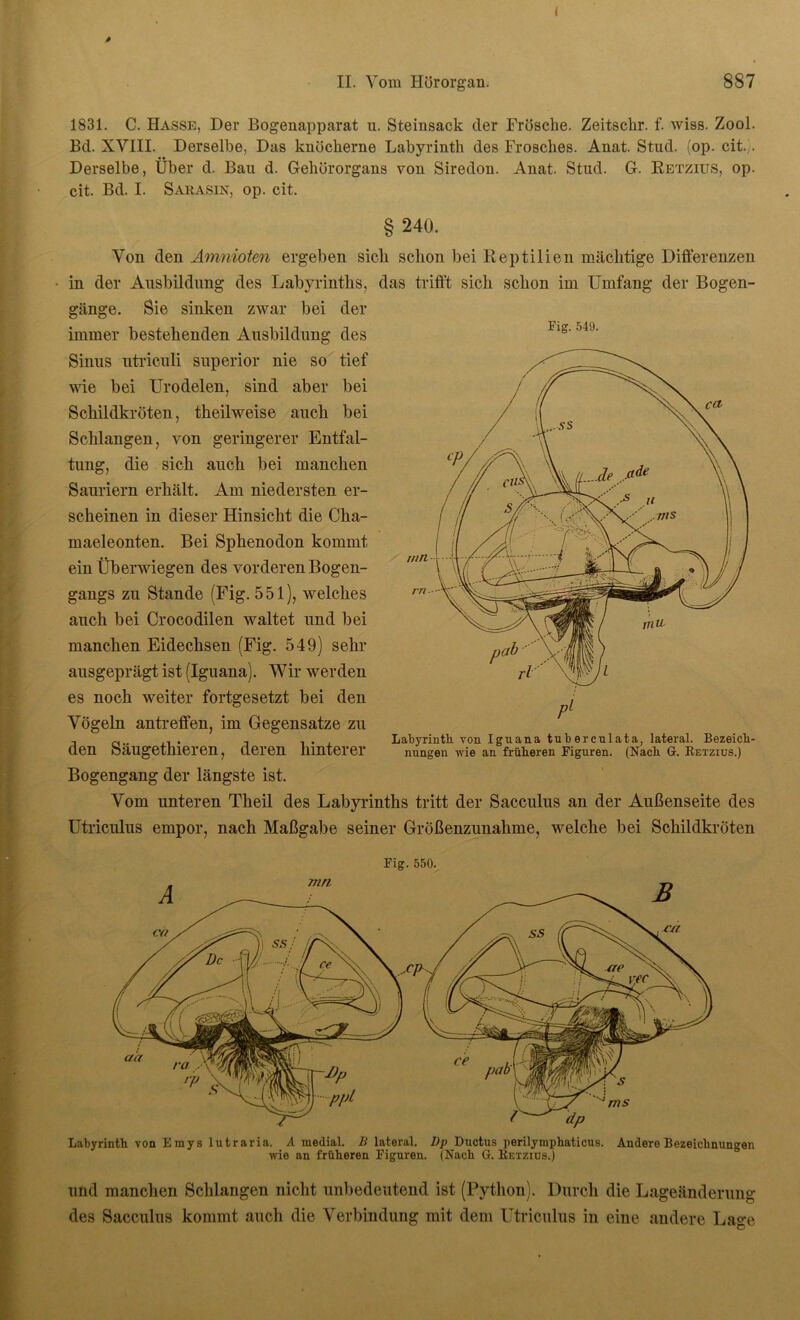 i II. Vom Hörorgan. 887 1831. C. Hasse, Der Bogenapparat u. Steinsack der Frösche. Zeitschr. f. wiss. Zool. Bd. XVIII. Derselbe, Das knöcherne Labyrinth des Frosches. Anat. Stud. (op. cit. Derselbe, Über d. Bau d. Gehörorgans von Siredon. Anat. Stud. G. Retzius, op. cit. Bd. I. Sarasin, op. cit. § 240. Von den Amnioten ergeben sich schon bei Reptilien mächtige Differenzen in der Ausbildung des Labyrinths, das trifft sich schon im Umfang der Bogen- Sie sinken zwar bei der gange. Fig. 549. immer bestehenden Ausbildung des Sinus utriculi superior nie so tief wie bei Urodelen, sind aber bei Schildkröten, theilweise auch bei Schlangen, von geringerer Entfal- tung, die sich auch bei manchen Sauriern erhält. Am niedersten er- scheinen in dieser Hinsicht die Cha- maeleonten. Bei Sphenodon kommt ein Überwiegen des vorderen Bogen- gangs zu Stande (Fig. 551), welches auch bei Crocodilen waltet und bei manchen Eidechsen (Fig. 549) sehr ausgeprägt ist (Iguana). Wir werden es noch weiter fortgesetzt bei den Vögeln antreffen, im Gegensätze zu den Säugethieren, deren hinterer Bogengang der längste ist. Vom unteren Theil des Labyrinths tritt der Sacculus an der Außenseite des Utriculus empor, nach Maßgabe seiner Größenzunahme, welche bei Schildkröten Pl Labyrinth von Iguana tuberculata, lateral. Bezeich- nungen wie an früheren Figuren. (Nach G. Retzius.) Fig. 550. Labyrinth von Emys lutraria. A medial. B lateral. Dp Ductus perilymphaticus. Andere Bezeichnungen wie an früheren Figuren. (Nach G. Retzius.) und manchen Schlangen nicht unbedeutend ist (Python). Durch die Lageänderung des Sacculus kommt auch die Verbindung mit dem Utriculus in eine andere Lage
