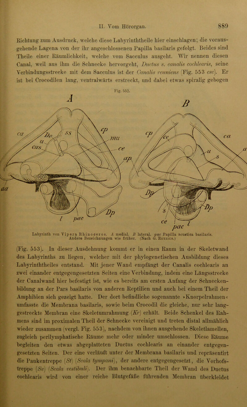 Richtung zum Ausdruck, welche diese Labyrinththeile hier einschlagen; die voraus- gehende Lagena von der ihr angeschlossenen Papilla basilaris gefolgt. Beides sind Theile einer Räumlichkeit, welche vom Sacculus ausgeht. Wir nennen diesen Canal, weil aus ihm die Schnecke hervorgeht, Ductus s. canalis cochlearis, seine Verbindungsstrecke mit dem Sacculus ist der Canalis reuniens (Fig. 553 esc). Er ist bei Crocodilen lang, ventralwärts erstreckt, und dabei etwas spiralig gebogen Fig. 552. Labyrinth von Vipera Rhinoceros. A medial. B lateral, pac Papilla acustica basilaris. Andere Bezeichnungen wie früher. (Nach G. Retzius.) (Fig. 553). In dieser Ausdehnung kommt er in einen Raum in der Skeletwand des Labyrinths zu liegen, welcher mit der phylogenetischen Ausbildung dieses Labyrinththeiles entstand. Mit jener Wand empfängt der Canalis cochlearis an zwei einander entgegengesetzten Seiten eine Verbindung, indem eine Längsstrecke der Canalwand hier befestigt ist, wie es bereits am ersten Anfang der Schnecken- bildung an der Pars basilaris von anderen Reptilien und auch bei einem Theil der Amphibien sich gezeigt hatte. Der dort befindliche sogenannte »Knorpelrahmen« umfasste die Membrana basilaris, sowie beim Crocodil die gleiche, nur sehr lang- gestreckte Membran eine Skeletumrahmung (Kr) erhält. Beide Schenkel des Rah- mens sind im proximalen Theil der Schnecke vereinigt und treten distal allmählich wieder zusammen (vergl. Fig. 553), nachdem von ihnen ausgehende Skeletlamellen, zugleich perilymphatische Räume mehr oder minder umschlossen. Diese Räume begleiten den etwas abgeplatteten Ductus cochlearis an einander entgegen- gesetzten Seiten. Der eine verläuft unter der Membrana basilaris und repräsentirt die Paukentreppe (St) (Scala tympani), der andere entgegengesetzt , die Vorhofs- treppe (Sv) (Scala vestibuli). Der ihm benachbarte Theil der Wand des Ductus cochlearis wird von einer reiche Blutgefäße führenden Membran überkleidet