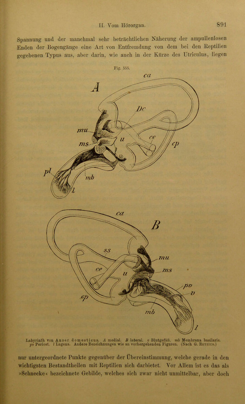 Spannung und der manchmal sehr beträchtlichen Näherung der ampullenlosen Enden der Bogengänge eine Art von Entfremdung von dem bei den Reptilien gegebenen Typus aus, aber darin, wie auch in der Kürze des Utriculus, liegen Fig. 555. Labyrinth von Anser domesticus. A medial. B lateral, d Blutgefäß, vil Membrana basilaris. pv Periost. I Lagena. Andere Bezeichnungen wie an vorhergehenden Figuren. (Nach G. Retzius.) nur untergeordnete Punkte gegenüber der Übereinstimmung, welche gerade in den wichtigsten Bestandteilen mit Reptilien sich darbietet. Vor Allem ist es das als »Schnecke« bezeiclmete Gebilde, welches sich zwar nicht unmittelbar, aber doch