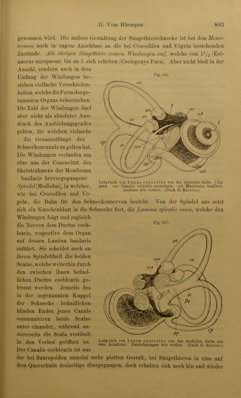 Fig. 556. Labyrinth von Lepus cuniculus von der lateralen Seite. I La- gena. cns Canalis ntriculo-saccnlaris. mb Membrana basilaris. Anderes wie vorher. (Nach Gr. Retzios.) gewonnen wird. Die äußere Gestaltung der Säugethierschnecke ist bei den Mono- semen noch in engem Anschluss an die bei Crocodilen und Vögeln bestehenden Zustände. Alle übrigen Säugethiere weisen Windungen auf‘ welche von l1/^ (Eri- naceus europaeus) bis zu 5 sich erheben (Coelogenys Paca). Aber nicht bloß in der Anzahl, sondern auch in dem Umfang der Windungen be- stehen vielfache Verschieden- heiten, welche die Form des ge- summten Organs beherrschen. Die Zahl der Windungen darf aber nicht als absoluter Aus- druck des Ausbildungsgrades gelten, für welchen vielmehr die Gesammtlänge des Schneckencanals zu gelten hat. Die Windungen verlaufen um eine aus der Concavität des Skeletrahmens der Membrana basilaris hervorgegangene Spindel (Modiolus), in welcher, wie bei Crocodilen und Vö- geln, die Bahn für den Schneckennerven besteht. Von der Spindel aus setzt sich ein Knochenblatt in die Schnecke fort, die Lamina spiralis ossea, welche den Windungen folgt und zugleich die Nerven dem Ductus coch- learis, respective dem Organ auf dessen Lamina basilaris zuführt. Sie scheidet auch an ihrem Spindeltheil die beiden Scalae, welche weiterhin durch den zwischen ihnen befind- lichen Ductus cochlearis ge- trennt werden. Jenseits des in der sogenannten Kuppel der Schnecke befindlichen blinden Endes jenes Canals communiciren beide Scalae unter einander, während an- dererseits die Scala vestibuli in den Vorhof geöffnet ist. Der Canalis cochlearis ist aus der bei Sauropsiden zumeist mehr platten Gestalt, bei Säugethieren in eine auf dem Querschnitt dreiseitige übergegangen, doch erhalten sich noch hin und wieder Labyrinth von Lepus cuniculus von der medialen Seite mit dem Acusticus. Bezeichnungen wie vorher. (Nach G. Retzids.)