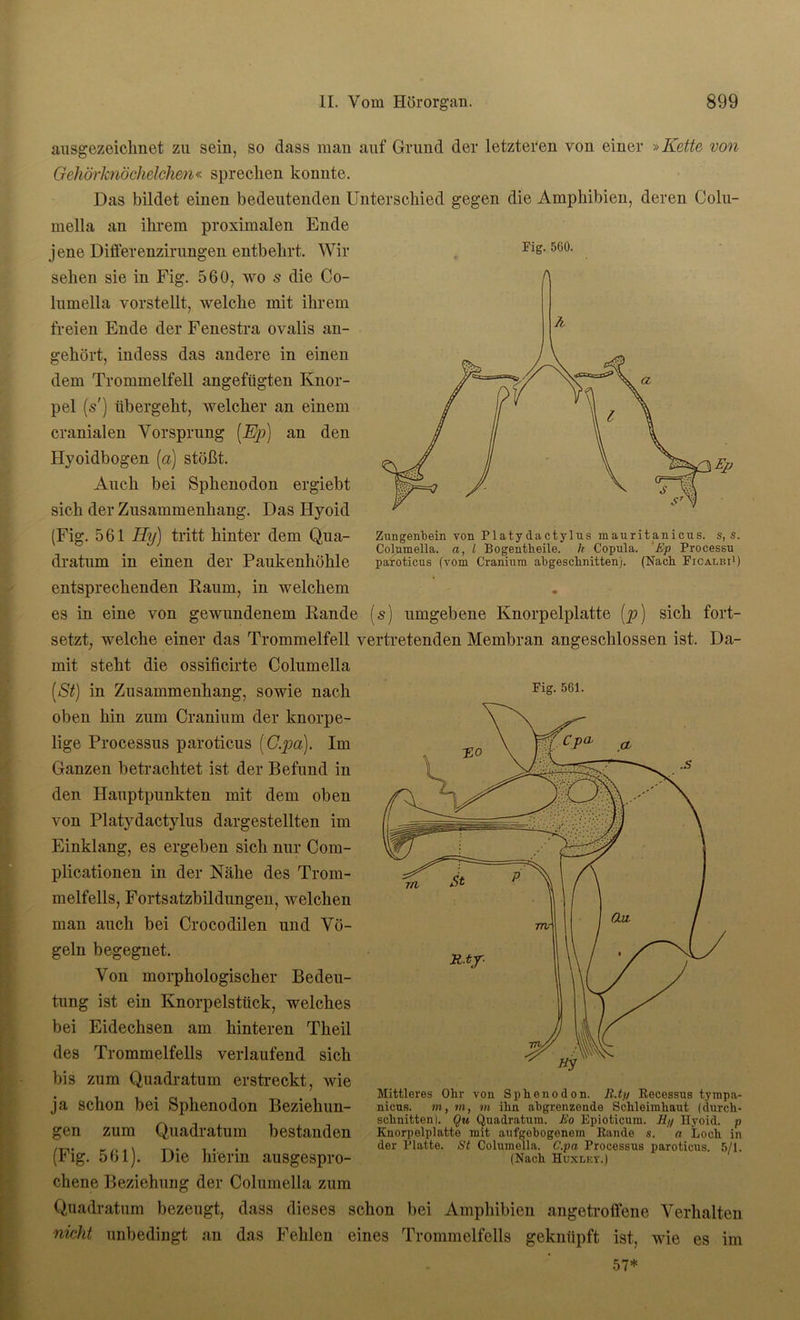 Zungenbein von Platydactylus mauritanicus. s, s. Columella. a, l Bogentheile. h Copula. Ep Processu paroticus (vom Cranium abgeschnitten). (Nach Ficalbi1) ausgezeichnet zu sein, so dass man auf Grund der letzteren von einer »Kette von Gehörknöchelchen« sprechen konnte. Das bildet einen bedeutenden Unterschied gegen die Amphibien, deren Colu- mella an ihrem proximalen Ende jene Differenzirungen entbehrt. Wir Fig. 560. sehen sie in Fig. 560, wo s die Co- lumella vorstellt, welche mit ihrem freien Ende der Fenestra ovalis an- gehört, indess das andere in einen dem Trommelfell angefügten Knor- pel (s') übergeht, welcher an einem cranialen Vorsprung (Ep) an den Hyoidbogen (a) stößt. Auch bei Sphenodon ergiebt sich der Zusammenhang. Das Hyoid (Fig. 561 Hy) tritt hinter dem Qua- dratum in einen der Paukenhöhle entsprechenden Raum, in welchem es in eine von gewundenem Rande (s) umgebene Knorpelplatte (p) sich fort- setzt, welche einer das Trommelfell vertretenden Membran angeschlossen ist. Da- mit steht die ossificirte Columella (St) in Zusammenhang, sowie nach Fis- 561- oben hin zum Cranium der knorpe- lige Processus paroticus (C.pa). Im Ganzen betrachtet ist der Befund in den Hauptpunkten mit dem oben von Platydactylus dargestellten im Einklang, es ergeben sich nur Com- plicationen in der Nähe des Trom- melfells, Fortsatzbildungen, welchen man auch bei Crocodilen und Vö- geln begegnet. Von morphologischer Bedeu- tung ist ein Knorpelstück, welches bei Eidechsen am hinteren Theil des Trommelfells verlaufend sich bis zum Quadratum erstreckt, wie ja schon bei Sphenodon Beziehun- gen zum Quadratum bestanden (Fig. 561). Die hierin ausgespro- chene Beziehung der Columella zum Quadratum bezeugt, dass dieses schon bei Amphibien angetroffene Verhalten nicht unbedingt an das Fehlen eines Trommelfells geknüpft ist, wie es im Mittleres Obr von Sphenodon. 11.ty Recessus tympa- nicus. m, in, in ihn abgrenzonde Schleimhaut (durch- schnitten). Qu Quadratum. Eo Epioticum. Hy Hyoid. p Knorpelplatte mit aufgebogenem Rande s. a Loch in der Platte. St Columella. C.pn Processus paroticus. 5/1. (Nach Huxley.) 57*