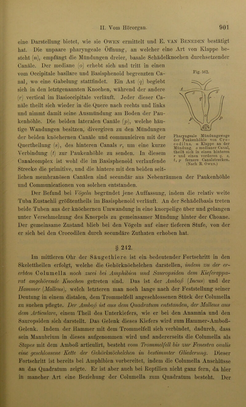eine Darstellung bietet, wie sie Owen ermittelt und E. van Beneden bestätigt bat. Die unpaare pharyngeale Öffnung, an welcher eine Art von Klappe be- steht (n), empfängt die Mündungen dreier, basale Schädelknochen durchsetzender Canäle. Der mediane (o) erhebt sich und tritt in einen vom Occipitale basilare und Basisphenoid begrenzten Ca- nal,, wo eine Gabelung stattfindet. Ein Ast (q) begiebt sich in den letztgenannten Knochen, während der andere (r) vertical im Basioccipitale verläuft. Jeder dieser Ca- näle theilt sich wieder in die Quere nach rechts und links und nimmt damit seine Ausmündung am Boden der Pau- kenhöhle. Die beiden lateralen Canäle (p), welche häu- tige Wandungen besitzen, divergiren zu den Mündungen der beiden knöchernen Canäle und communiciren mit der Quertkeilung (s), des hinteren Canals r, um eine kurze Verbindung (t) zur Paukenhöhle zu senden. In diesem Canalcomplex ist wohl die im Basisphenoid verlaufende Strecke die primitive, und die hintere mit den beiden seit- lichen membranösen Canälen sind secundär aus Nebenräumen der Paukenhöhle und Communicationen von solchen entstanden. Der Befund bei Vögeln begründet jene Auffassung, indem die relativ weite Tuba Eustachii größtentheils im Basisphenoid verläuft. An der Schädelbasis treten beide Tuben aus der knöchernen Umwandung in eine knorpelige über und gelangen unter Verschmelzung des Knorpels zu gemeinsamer Mündung hinter der Choane. Der gemeinsame Zustand blieb bei den Vögeln auf einer tieferen Stufe, von der er sich bei den Crocodilen durch secundäre Zuthaten erhoben hat. § 242. Im mittleren Ohr der Säugethiere ist ein bedeutender Fortschritt in den Skelettheilen erfolgt, welche die Gehörknöchelchen darstellen, indem zu der er- erbten Columella noch zwei bei Amphibien und Sauropsiden dem Kieferappa- rat angehörende Knochen getreten sind. Das ist der Amboß (.Incus) und der Hammer (Maliern), welch letzteren man noch lange nach der Feststellung seiner Deutung in einem distalen, dem Trommelfell angeschlossenen Stück der Columella zu suchen pflegte. Der Amboß ist aus dem Quadratum entstanden, der Malleus aus dem Artikulare, einem Theil des Unterkiefers, wie er bei den Anamnia und den Sauropsiden sich darstellt. Das Gelenk dieses Kiefers wird zum Hammer-Amboß- Gelenk. Indem der Hammer mit dem Trommelfell sich verbindet, dadurch, dass sein Manubrium in dieses aufgenommen wird und andererseits die Columella als Staues mit dem Amboß articulirt, besteht vom Trommelfell bis zur Fenestra ovalis eine geschlossene Kette der Gehörknöchelchen in bestimmter Gliederung. Dieser Fortschritt ist bereits bei Amphibien vorbereitet, indem die Columella Anschlüsse an das Quadratum zeigte. Er ist aber auch bei Reptilien nicht ganz fern, da hier in mancher Art eine Beziehung der Columella zum Quadratum besteht. Der Fig. 562. Pharyngeale Hündungswege der Paukenhöhle von Cro- codilus. n Klappe an der Mündung, o medianer Canal, theilt sich in einen hinteren r und einen vorderen q. s, t, p fernere Canalstrecken. (Nach K. Owen.)