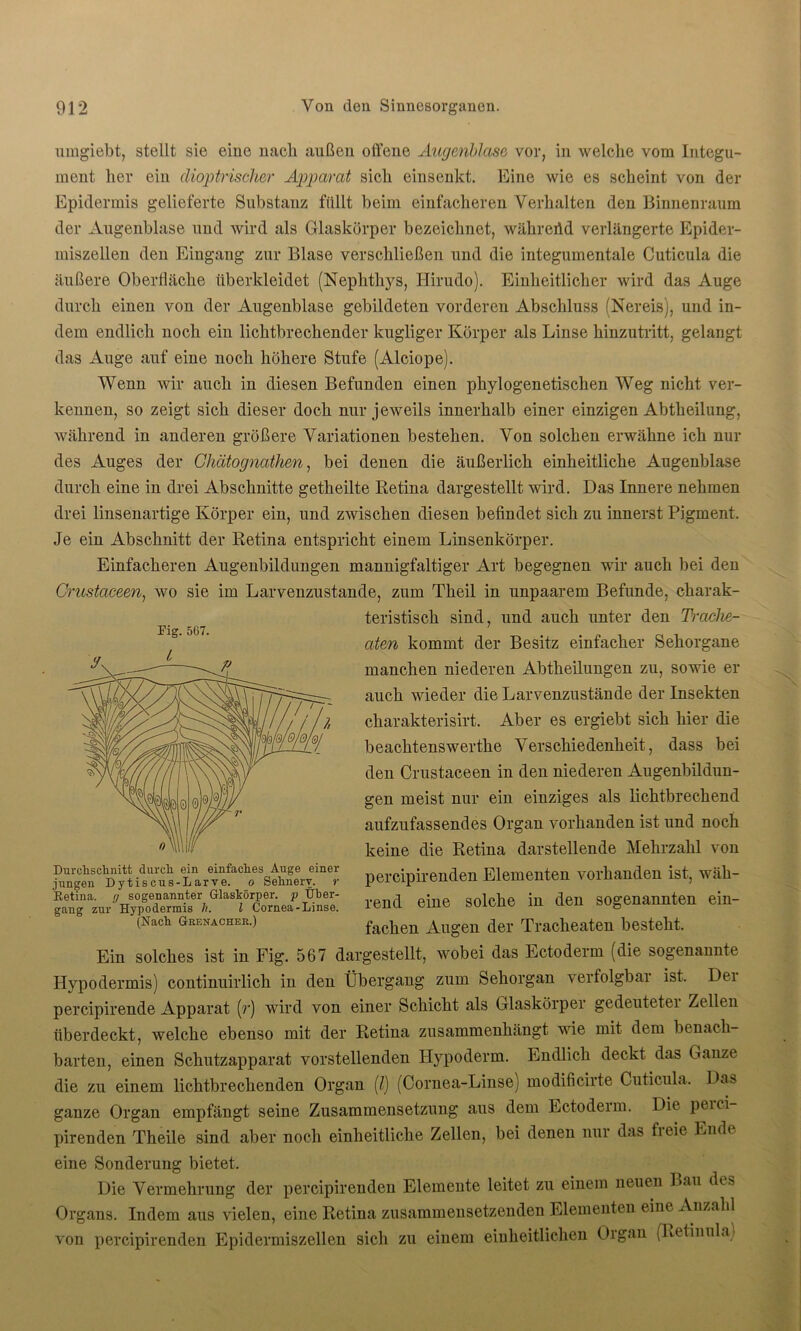 umgiebt, stellt sie eine nach außen offene Augenblase vor, in welche vom Integu- ment, her ein dioptrischer Apparat sich einsenkt. Eine wie es scheint von der Epidermis gelieferte Substanz füllt beim einfacheren Verhalten den Binnenraum der Augenblase und wird als Glaskörper bezeichnet, während verlängerte Epider- miszellen den Eingang zur Blase verschließen und die integumentale Cuticula die äußere Oberfläche überkleidet (Nepktkys, Hirudo). Einheitlicher wird das Auge durch einen von der Augenblase gebildeten vorderen Abschluss (Nereis), und in- dem endlich noch ein lichtbrechender hügliger Körper als Linse hinzutritt, gelangt das Auge auf eine noch höhere Stufe (Alciope). Wenn wir auch in diesen Befunden einen phylogenetischen Weg nicht ver- kennen, so zeigt sich dieser doch nur jeweils innerhalb einer einzigen Abtheilung, während in anderen größere Variationen bestehen. Von solchen erwähne ich nur des Auges der Chätognathen, bei denen die äußerlich einheitliche Augenblase durch eine in drei Abschnitte getheilte Retina dargestellt wird. Das Innere nehmen drei linsenartige Körper ein, und zwischen diesen befindet sich zu innerst Pigment. Je ein Abschnitt der Retina entspricht einem Linsenkörper. Einfacheren Augenbildungen mannigfaltiger Art begegnen wir auch bei den Crustaceen, wo sie im Larvenzustande, zum Theil in unpaarem Befunde, charak- teristisch sind, und auch unter den Trache- aten kommt der Besitz einfacher Sehorgane manchen niederen Abtheilungen zu, sowie er auch wieder die Larvenzustände der Insekten charakterisirt. Aber es ergiebt sich hier die beacktenswertke Verschiedenheit, dass bei den Crustaceen in den niederen Augenbildun- gen meist nur ein einziges als lichtbrechend aufzufassendes Organ vorhanden ist und noch keine die Retina darstellende Mehrzahl von percipirenden Elementen vorhanden ist, wäh- rend eine solche in den sogenannten ein- fachen Augen der Trackeaten besteht. Ein solches ist in Fig. 567 dargestellt, wobei das Ectoderm (die sogenannte Hypodermis) continuirlich in den Übergang zum Sehorgan verfolgbar ist. Dei percipirende Apparat (?j wird von einer Schicht als Glaskörper gedeutetei Zellen überdeckt, welche ebenso mit der Retina zusammenhängt wie mit dem benach- barten, einen Schutzapparat vorstellenden Hypoderm. Endlich deckt das Ganze die zu einem lichtbrechenden Organ (l) (Cornea-Linse) modificirte Cuticula. Das ganze Organ empfängt seine Zusammensetzung aus dem Ectoderm. Die peici- pirenden Theile sind aber noch einheitliche Zellen, bei denen nur das fieie Lmh eine Sonderung bietet. Die Vermehrung der percipirenden Elemente leitet zu einem neuen Bau des Organs. Indem aus vielen, eine Retina zusammensetzenden Elementen eine Anzahl von percipirenden Epidermiszellen sich zu einem einheitlichen Organ (Ketin ul a Fig. 567. Durchschnitt durch ein einfaches Auge einer jungen Dytiscus-Larve. o Sehnerv, r Eetina. g sogenannter Glaskörper, p Über- gang zur Hypodermis h. I Cornea-Linse. (Hach Grenacher.)