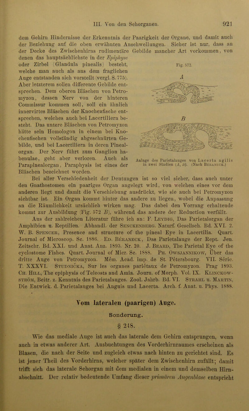 Fig. 572. B dem Gehirn Hindernisse der Erkenntnis der Paarigkeit der Organe, und damit auch der Beziehung auf die oben erwähnten Anschwellungen. Sicher ist nur, dass an der Decke des Zwischenhirns rudimentäre Gebilde mancher Art Vorkommen, von denen das hauptsächlichste in der Epiphyse oder Zirbel (Glandula pinealis) besteht, welche man auch als aus dem fraglichen Auge entstanden sich vorstellt (vergl. S.775). Aber letzterem sollen differente Gebilde ent- sprechen. Dem oberen Bläschen von Petro- myzon, dessen Nerv von der hinteren Commissur kommen soll, soll ein ähnlich innervirtes Bläschen der Knochenfische ent- sprechen, welches auch bei Lacertiliern be- steht. Das untere Bläschen von Petromyzon hätte sein Homologon in einem bei Kno- chenfischen vollständig abgeschnürten Ge- bilde, und bei Lacertiliern in deren Pineal- organ. Der Nerv führt zum Ganglion ha- benulae, geht aber verloren. Auch als Parapinealorgan, Paraphysis ist eines der Bläschen bezeichnet worden. Bei aller Verschiedenheit der Deutungen ist so viel sicher, dass auch unter den Gnathostomen ein paariges Organ angelegt wird, von welchen eines vor dem anderen liegt und damit die Verschiebung ausdrückt, wie sie auch bei Petromyzon sichtbar ist. Ein Organ kommt hinter das andere zu liegen, wobei die Anpassung an die Räumlichkeit ursächlich wirken mag. Das dabei den Vorrang erhaltende kommt zur Ausbildung (Fig. 572 B), während das andere der Reduction verfällt. Aus der zahlreichen Literatur führe ich an: F. Leydig, Das Parietalorgan der Amphibien u. Reptilien. Abhandl. der Senckenberg. Naturf. Gesellsch. Bd. XVI. 2. W. B. Spencer, Presence and structure of the pineal Eye in Lacertilia. Quart. Journal of Microscop. Sc. 1886. Ed. Beraneck, Das Parietalauge der Rept. Jen. Zeitschr. Bd. XXI. und Anat. Anz. 1893. Nr. 20. J. Beard, The Parietal Eye of the cyclostome Fishes. Quart. Journal of Micr. Sc. 1888. Ph. Owsjannikow, Über das dritte Auge von Petromyzon. Mem. Acad. imp. de St. Petersbourg. VII. Serie. T. XXXVI. Studnicka, Sur les Organes parietaux de Petromyzon. Prag 1893. Ch. Hill, The epipliysis of Teleosts and Amia. Journ. of Morph. Vol. IX. Klinckow- ström, Beitr. z. Kenntnis des Parietalauges. Zool. Jahrb. Bd. VI. Strahl u. Martin, Die Entwick. d. Parietalauges bei Anguis und Lacerta. Arch. f. Anat. u. Phys. 1888. Anlage des Parietalauges von Lacerta agilis in zwei Stadien (A, li). (Nach Beeaneck.) Vom lateralen (paarigen) Auge. Sonderung. § 2-18. Wie das mediale Auge ist auch das laterale dem Gehirn entsprungen, wenn auch in etwas anderer Art. Ausbuchtungen des Vorderhirnraumes erscheinen als Blasen, die nach der Seite und zugleich etwas nach hinten zu gerichtet sind. Es ist jener Tlieil des Vorderhirns, welcher später dem Zwischenliirn zufällt; damit trifft sich das laterale Sehorgan mit dem medialen in einem und demselben Hirn- abschnitt. Der relativ bedeutende Umfang dieser primären Augenblase entspricht