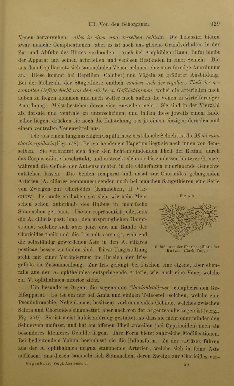 Venen hervorgehen. Alles in einer und derselben Schicht. Die Teleostei bieten zwar manche Complicationen, aber es ist noch das gdeiche Grundverhalten in der Zu- und Abfuhr des Blutes vorhanden. Auch bei Amphibien (Rana, Bufo) bleibt der Apparat mit seinen arteriellen und venösen Beständen in einer Schicht. Die aus dem Capillarnetz sich sammelnden Venen nehmen eine sternförmige Anordnung an. Diese kommt bei Reptilien (Coluber) und Vögeln zu größerer Ausbildung. Bei der Mehrzahl der Säugethiere endlich sondert sich der ca/pillare Theil der ge- summten Gefäßschicht von den stärkeren Gefäß Stämmen, wobei die arteriellen nach außen zu liegen kommen und noch weiter nach außen die Venen in wirtelförmiger Anordnung. Meist bestehen deren vier, zuweilen mehr. Sie sind in der Vierzahl als dorsale und ventrale zu unterscheiden, und indem diese jeweils einem Ende näher liegen, drücken sie noch die Entstehung aus je einem einzigen dorsalen und einem ventralen Venenwirtel aus. Die aus einem langmaschigen Capillarnetz bestehende Schicht ist die Membrana choriocajjillaris (Fig. 578). Bei vorhandenem Tapetum liegt sie nach innen von dem- selben. Sie verbreitet sich über den lichtempfindenden Theil der Retina, durch das Corpus ciliare beschränkt, und erstreckt sich nur bis zu dessen hinterer Grenze, während die Gefäße der Außenschichten in die Ciliarfalten eindringende Geflechte entstehen lassen. Die beiden temporal und nasal zur Chorioides gelangenden Arterien (A. ciliares communes) senden noch bei manchen Säugethieren eine Serie von Zweigen zur Chorioides (Kaninchen, H. Vir- chow), bei anderen haben sie sich, wie beim Men- schen schon außerhalb des Bulbus in mehrfache Stämmchen getrennt. Davon repräsentirt jederseits die A. ciliaris post. long. den ursprünglichen Haupt- stamm, welcher sich aber jetzt erst am Rande der Chorioides theilt und die Iris mit versorgt, während die selbständig gewordenen Äste in den A. ciliares posticae besser zu finden sind. Diese Umgestaltung steht mit einer Veränderung im Bereich der Iris- gefäße im Zusammenhang. Zur Iris gelangt bei Fischen eine eigene, aber eben- falls aus der A. ophthalmica entspringende Arterie, wie auch eine Vene, welche zur V. ophthalmica inferior zieht. Ein besonderes Organ, die sogenannte Chorioidealdrüse, complicirt den Ge- fäßapparat. Es ist ein nur bei Amia und einigen Teleostei (solchen, welche eine Pseudobranchie, Nebenkieme, besitzen) vorkommendes Gebilde, welches zwischen Sclera und Chorioides eingebettet, aber noch von der Argentea überzogen ist (vergl. Fig. 579). Sie ist meist hufeisenförmig gestaltet, so dass sie mehr oder minder den Sehnerven umfasst, und hat am offenen Theil zuweilen (bei Cyprinoiden) noch ein besonderes kleineres Gebilde liegen. Ihre Form bietet zahlreiche Modificationen. Bei bedeutendem Volum beeinflusst sie die Bulbusform. Zu der »Drüse« führen aus der A. ophthalmica magna stammende Arterien, welche sich in feine Äste auf lösen; aus diesen sammeln sich Stämmchen, deren Zweige zur Chorioides ver- Gegenbaur, Vergl. Anatomie. I. Fig. 578. Gefälle aus der Choriocapillaris der Katze. (Nack Fkey.) 59