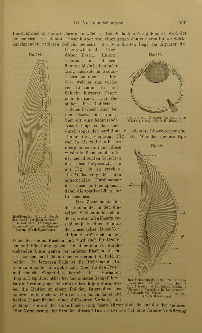 Horizontalschnitt durch das Auge eines Chamaeleo. (Nach H. Müller.) Linsenepithel in radiäre Fasern auswächst. Bei Schlangen (Tropidonotus) wird der concentrisch geschichtete Linsenkörper von einer gegen den vorderen Pol an Stärke zunehmenden radiären Schicht bedeckt. Bei Schildkröten liegt am Äquator das Übergewicht der Länge Fis-586- dieser Fasern (Henle), Fig. 587. während den Eidechsen äquatorial ein bedeutender Ringwulst solcher Radiär- fasern zukommt (s. Fig. 587), welcher zum vorde- ren Linsenpol in eine Schicht kürzerer Fasern sich fortsetzt. Das Be- stehen eines Radiärfaser- wulstes herrscht auch bei den Vögeln und erlangt hier oft eine bedeutende Ausprägung, so dass da- durch sogar der meridional geschichtete Linsenkörper eine Einbuchtung empfängt (Fig. 588). Wie das niedere Epi- thel in die radiären Fasern übergeht, so sind auch diese Flg' 5S8‘ wieder in die mehr oder min- der meridionalen Schichten der Linse fortgesetzt, wie aus Fig. 588 zu ersehen. Der Wulst vergrößert den äquatorialen Durchmesser der Linse und compensirt dabei die relative Länge der Linsenachse. Das Zusammentreffen der Enden der in den ein- zelnen Schichten bestehen- den meridionalen Fasern ge- schieht je in einem Punkte der Linsenachse. Diese Ver- einigung trifft sich an den Polen bei vielen Fischen und wird auch für Urode- len und Vögel angegeben. In einer den Pol durch- ziehenden Linie treffen bei anderen Fischen die Fa- sern zusammen, bald nur am vorderen Pol, bald an beiden. Im letzteren Falle ist die Richtung der Li- nien zu einander eine gekreuzte. Auch für den Frosch und manche Säugethiere besteht dieses Verhalten (Lepus, Delphine). Aber bei den meisten Säugethieren ist die Vereinigungsstelle ein dreistrahliger Stern, wo- bei die Radien an einem Pol den Interradien des anderen entsprechen. Die Fasern nehmen dabei auf beiden Linsenflächen einen differenten Verlauf, und je länger sie auf der einen Fläche sind, desto kürzer sind sie auf der der anderen. Eine Vermehrung der Strahlen dieses Linsensternes hat eine fernere Verkürzung Meridionaler Schnitt durch den ßand der Kaninchen- linse mit dem Übergänge des Linsenepithels in die Linsen- fasern. (Nach Babuchin.) Heridionalsclmitt durch den Rand der Linse des Huhnes, a Epithel, b Radiärfasern. d Meridionalfasern. c Übergang derselben in Radiärfasern. e structurlose Masse. / Kapsel. (Nach Babüoiiin.)