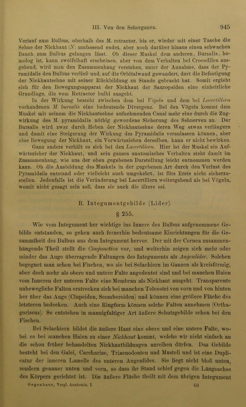 Verlauf zinn Bulbus, oberhalb des M. retractor, bis er, wieder mit einer Tasche die Sehne der Nickhaut (IV) umfassend endet, aber noch darüber hinaus einen schwachen Bauch zum Bulbus gelangen lässt. Ob dieser Muskel dem anderen, Bursalis, ho- molog ist, kann zweifelhaft erscheinen, aber von dem Verhalten bei Crocodilen aus- gehend, wird man den Zusammenhang verstehen, unter der Annahme, dass der Py- ramidalis den Bulbus verließ und, auf die Orbitalwand gewandert, dort die Befestigung der Nickhautsehne mit seiner Rückbildung zu Stande gebracht hat. Somit ergiebt sich für den Bewegungsapparat der Nickhaut der Sauropsiden eine einheitliche Grundlage, die vom Retractor bulbi ausgeht. In der Wirkung besteht zwischen dem bei Vögeln und dem bei Lacertiliern vorhandenen M. bursalis eine bedeutende Divergenz. Bei den Vögeln kommt dem Muskel mit seinem die Nickhautsehne aufnehmenden Canal mehr eine durch die Zug- wirkung des M. pyramidalis nöthig gewordene Sicherung des Sehnerven zu. Der Bursalis wird zwar durch Heben der Nickhautsehne deren Weg etwas verlängern und damit eine Steigerung der Wirkung des Pyramidalis veranlassen können, aber eine Bewegung der Nickhaut, ein Vorwärtsziehen derselben, kann er nicht bewirken. Ganz anders verhält es sich bei den Lacertiliern. Hier ist der Muskel ein Auf- wärtszieher der Nickhaut, und sein ganzes anatomisches Verhalten steht damit im Zusammenhang, wie aus der oben gegebenen Darstellung leicht entnommen werden kann. Ob die Ausbildung des Muskels in der gegebenen Art durch den Verlust des Pyramidalis entstand oder vielleicht auch umgekehrt, ist fürs Erste nicht sicherzu- stellen. Jedenfalls ist die Veränderung bei Lacertiliern weitergehend als bei Vögeln, womit nicht gesagt sein soll, dass sie auch die ältere sei. B. Integumentgebilde (Lider). § 255. Wie vom Integument her wichtige ins Innere des Bulbus aufgenommene Ge- bilde entstanden, so gehen auch fernerhin bedeutsame Einrichtungen für die Ge- sammtheit des Bulbus aus dem Integument hervor. Der mit der Cornea zusammen- hängende Theil stellt die Gonjundiva vor, und weiterhin zeigen sich mehr oder minder das Auge überragende Faltungen des Integuments als Augenlider. Solchen begegnet man schon bei Fischen, wo sie bei Selachiern im Ganzen als kreisförmig, aber doch mehr als obere und untere Falte angedeutet sind und bei manchen Haien vom Inneren der unteren Falte eine Membran als Nickhaut ausgeht. Transparente unbewegliche Falten erstrecken sich bei manchen Teleostei von vorn und von hinten her über das Auge (Clupeiden, Scomberoiden) und können eine größere Fläche des letzteren bedecken. Auch eine Ringform können solche Falten annehmen (Ortha- goriscus). So entstehen in mannigfaltiger Art äußere Schutzgebilde schon bei den Fischen. Bei Selachiern bildet die äußere Haut eine obere und eine untere Falte, wo- bei es bei manchen Haien zu einer Nichhciut kommt, welche wir nicht einfach an die schon früher behandelten Nickhautbildungen anreihen dürfen. Das Gebilde besteht bei den Galei, Carchariae, Triaenodonten und Musteli und ist eine Dupli- catur der inneren Lamelle des unteren Augenlides. Sie liegt nicht bloß unten, sondern genauer unten und vorn, so dass ihr Stand schief gegen die Längsachse des Körpers gerichtet ist. Die äußere Fläche tlieilt mit dem übrigen Integument Gegenbaur, Yergl. Anatomie. I. 60