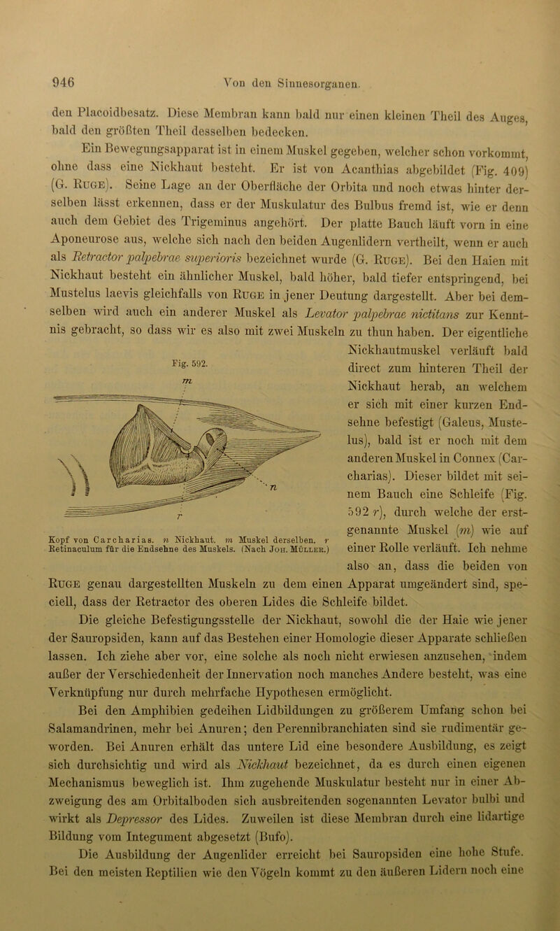 den Placoidbesatz. Diese Membran kann bald nur einen kleinen Theil des Auges bald den größten Theil desselben bedecken. Ein Bewegungsapparat ist in einem Muskel gegeben, welcher schon vorkommt, ohne dass eine Nickhaut besteht. Er ist von Acanthias abgebildet (Fig. 409) (G. Rüge). Seine Lage an der Oberfläche der Orbita und noch etwas hinter der- selben lässt erkennen, dass er der Muskulatur des Bulbus fremd ist, wie er denn auch dem Gebiet des Trigeminus angehört. Der platte Bauch läuft vorn in eine Aponeurose aus, welche sich nach den beiden Augenlidern vertheilt, wenn er auch als Retractor palpebrae superioris bezeichnet wurde (G. Rüge). Bei den Haien mit Nickhaut besteht ein ähnlicher Muskel, bald höher, bald tiefer entspringend, bei Mustelus laevis gleichfalls von Rüge in jener Deutung dargestellt. Aber bei dem- selben wird auch ein anderer Muskel als Levator palpebrae nictitans zur Kennt- nis gebracht, so dass wir es also mit zwei Muskeln zu thun haben. Der eigentliche Nickhautmuskel verläuft bald direct zum hinteren Theil der Nickhaut herab, an welchem er sich mit einer kurzen End- sehne befestigt (Galeus, Muste- lus), bald ist er noch mit dem anderen Muskel in Connex (Car- charias). Dieser bildet mit sei- nem Bauch eine Schleife (Fig. 592 r), durch welche der erst- genannte Muskel (m) wie auf einer Rolle verläuft. Ich nehme also an, dass die beiden von Rüge genau dargestellten Muskeln zu dem einen Apparat umgeändert sind, spe- ciell, dass der Retractor des oberen Lides die Schleife bildet. Die gleiche Befestigungsstelle der Nickhaut, sowohl die der Haie wie jener der Sauropsiden, kann auf das Bestehen einer Homologie dieser Apparate schließen lassen. Ich ziehe aber vor, eine solche als noch nicht erwiesen anzusehen, indem außer der Verschiedenheit der Innervation noch manches Andere besteht, was eine Verknüpfung nur durch mehrfache Hypothesen ermöglicht. Bei den Amphibien gedeihen Lidbildungen zu größerem Umfang schon bei Salamandrinen, mehr bei Anuren; den Perennibranchiaten sind sie rudimentär ge- worden. Bei Anuren erhält das untere Lid eine besondere Ausbildung, es zeigt sich durchsichtig und wird als Nickliaut bezeichnet, da es durch einen eigenen Mechanismus beweglich ist. Ihm zugehende Muskulatur besteht nur in einer Ab- zweigung des am Orbitalboden sich ausbreitenden sogenannten Levator bulbi und wirkt als Depressor des Lides. Zuweilen ist diese Membran durch eine lidartige Bildung vom Integument abgesetzt (Bufo). Die Ausbildung der Augenlider erreicht bei Sauropsiden eine hohe Stufe. Bei den meisten Reptilien wie den Vögeln kommt zu den äußeren Lidern noch eine Fig. 592. m Kopf von Carcharias. n Nickliaut. m Muskel derselben, r Retinaculum für die Endsehne des Muskels. (Nach Joh. Müllek.)