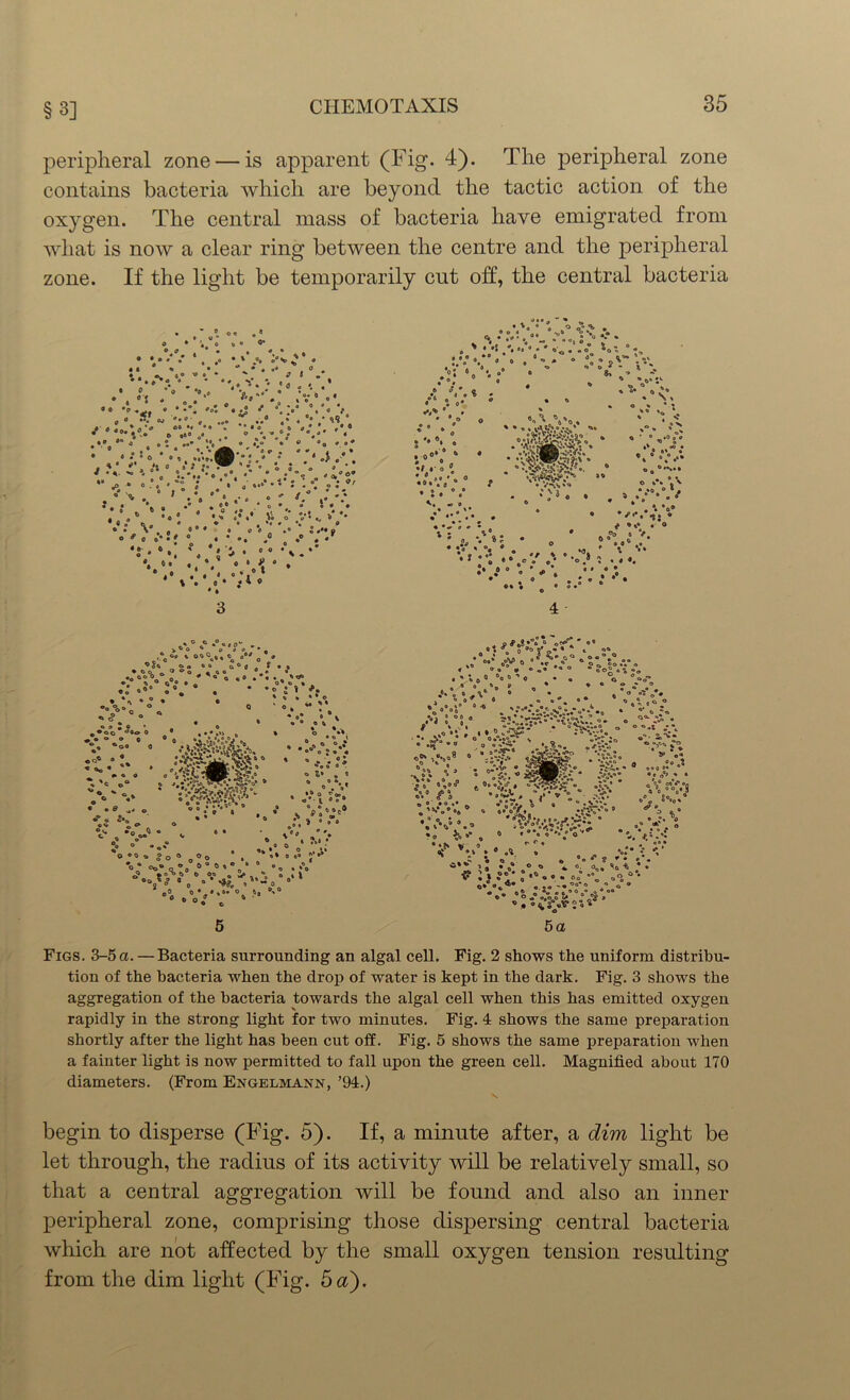 §3] peripheral zone — is apparent (Fig. 4). The peripheral zone contains bacteria which are beyond the tactic action of the oxygen. The central mass of bacteria have emigrated from what is now a clear ring between the centre and the peripheral zone. If the light be temporarily cut off, the central bacteria * o * o * * o « ° °* O ff * » . . • * . .• V °°'° + • - •.**..%* v •\h • 0 ^ % * o 0 e* 0 0 * &. i° * * # fl O fc „ * « © 0 a %t • • * . f *• * *•! \ v- • r *'*•’ V.- :.M'- * % *. «•.«** 3 cV cT • > ® O * p * O * C« O 9 - » * o o ° <J . ?oo • o o « ^ ° o > o o 0 © t » oo° ° 0 (e .. -o • <= „ « »o 'S,. o 2 O 0 » tt * * * O o *•**•:• •o* o°v • . ® O * O*Vc * °V«0 0 . # •••*»»„ • O J®V st.*« . ■ ”:v' v.\-* -Tv 0 . o’ *,'* o c 00 * » * o ° ° • i’’\ , i .. v . *•-»* - . f, S . ° _ ;.» • • ■ “o .0 o o Q O 00 , l» 0 o° y •o* o o0 *“ » »°0 “ ° »»o?= « 0 » * -»?. 0 0 ° . 0,*« ” ' o . * ‘ * «'o . . o “ot ° • 4.• ... •o; •/., .• . - ” ^ y 1 -- • • . W’1; .** •. .• * * * A*' . ? *« * • „s: o * 6 0 « * o x. . ••«. • «• • ,-r* ■ * * -V’llfe&K •W..’ •••:: * o O 0 '•Vl •*0°®9 • - • - - *;3 . • 0 * * * . . _ •- V© • » l. «, o • . *• * •»*» » • ® Vi*.*/. •* -.4V # *» • o ^0 0 / 0 0 • > *• * o .v? „»• ••„*!» 5 ;V ©0 I 0 0 0 4 •v .•••*• •• i**}5 °J ( h • o °°- , o » 0# « 0 -ft ! * {- . or>\ 5a Figs. 3-5 a. — Bacteria surrounding an algal cell. Fig. 2 shows the uniform distribu- tion of the bacteria when the drop of water is kept in the dark. Fig. 3 shows the aggregation of the bacteria towards the algal cell when this has emitted oxygen rapidly in the strong light for two minutes. Fig. 4 shows the same preparation shortly after the light has been cut off. Fig. 5 shows the same preparation when a fainter light is now permitted to fall upon the green cell. Magnified about 170 diameters. (From Engelmann, ’94.) begin to disperse (Fig. 5). If, a minute after, a dim light be let through, the radius of its activity will be relatively small, so that a central aggregation will be found and also an inner peripheral zone, comprising those dispersing central bacteria which are not affected by the small oxygen tension resulting from the dim light (Fig. 5a).