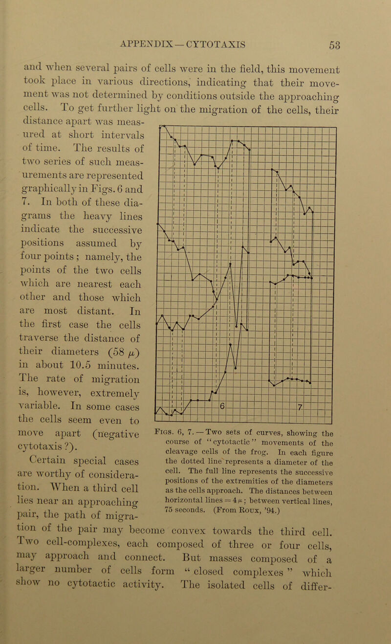 and when several pairs of cells were in the field, this movement took place in various directions, indicating that their move- ment was not determined by conditions outside the approaching cells, to get further light on the migration of the cells, their distance apart was meas- ured at short intervals of time. The results of two series of such meas- urements are represented graphically in Figs. 6 and T. In both of these dia- grams the heavy lines indicate the successive positions assumed by four points ; namely, the points of the two cells which are nearest each other and those which are most distant. In the first case the cells traverse the distance of their diameters (58 /z) in about 10.5 minutes. The rate of migration is, however, extremely variable. In some cases the cells seem even to move apart (negative cytotaxis ?). Certain sjoecial cases are worthy of considera- tion. When a third cell lies near an approaching pair, the path of migra- tion of the pair may become convex towards the third cell. Two cell-complexes, each composed of three or four cells, may approach and connect. But masses composed of a larger number of cells form “ closed complexes ” which show no cytotactic activity. The isolated cells of differ- Figs. 6, 7.— Two sets of curves, showing the course of “cytotactic” movements of the cleavage cells of the frog. In each figure the dotted lineAepresents a diameter of the cell. The full line represents the successive positions of the extremities of the diameters as the cells approach. The distances between horizontal lines — 4m ; between vertical lines, 75 seconds. (From Roux, ’94.)