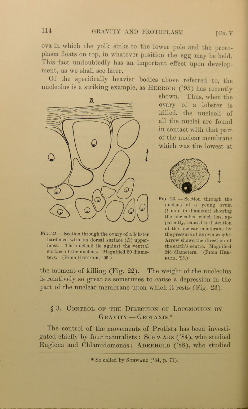 [Cii. V ova in which the yolk sinks to the lower pole and the proto- plasm floats on top, in whatever position the egg may be held. This fact undoubtedly has an important effect upon develop- ment, as we shall see later. Of the specifically heavier bodies above referred to, the nucleolus is a striking example, as Herrick (’95) has recently Fig. 22. — Section through the ovary of a lobster hardened with its dorsal surface (_D) upper- most. The nucleoli lie against the ventral surface of the nucleus. Magnified 50 diame- ters. (From Herrick, ’95.) shown. Thus, when the ovary of a lobster is killed, the nucleoli of all the nuclei are found in contact with that part of the nuclear membrane which was the lowest at Fig. 23. — Section through the nucleus of a young ovum (I mm. in diameter) showing the nucleolus, which has, ap- parently, caused a distention of the nuclear membrane by the pressure of its own weight. Arrow shows the direction of the earth’s centre. Magnified 248 diameters. (From Her- rick, ’95.) the moment of killing (Fig. 22). The weight of the nucleolus is relatively so great as sometimes to cause a depression in the part of the nuclear membrane upon which it rests (Fig. 23). § 3. Control of the Direction of Locomotion by Gravity — Geotaxis * The control of the movements of Protista has been investi- gated chiefly by four naturalists : Schwarz (’84), who studied Euglena and Chlamidomonas; Aderhold (’88), who studied * So called by Schwarz (’84, p. 71).