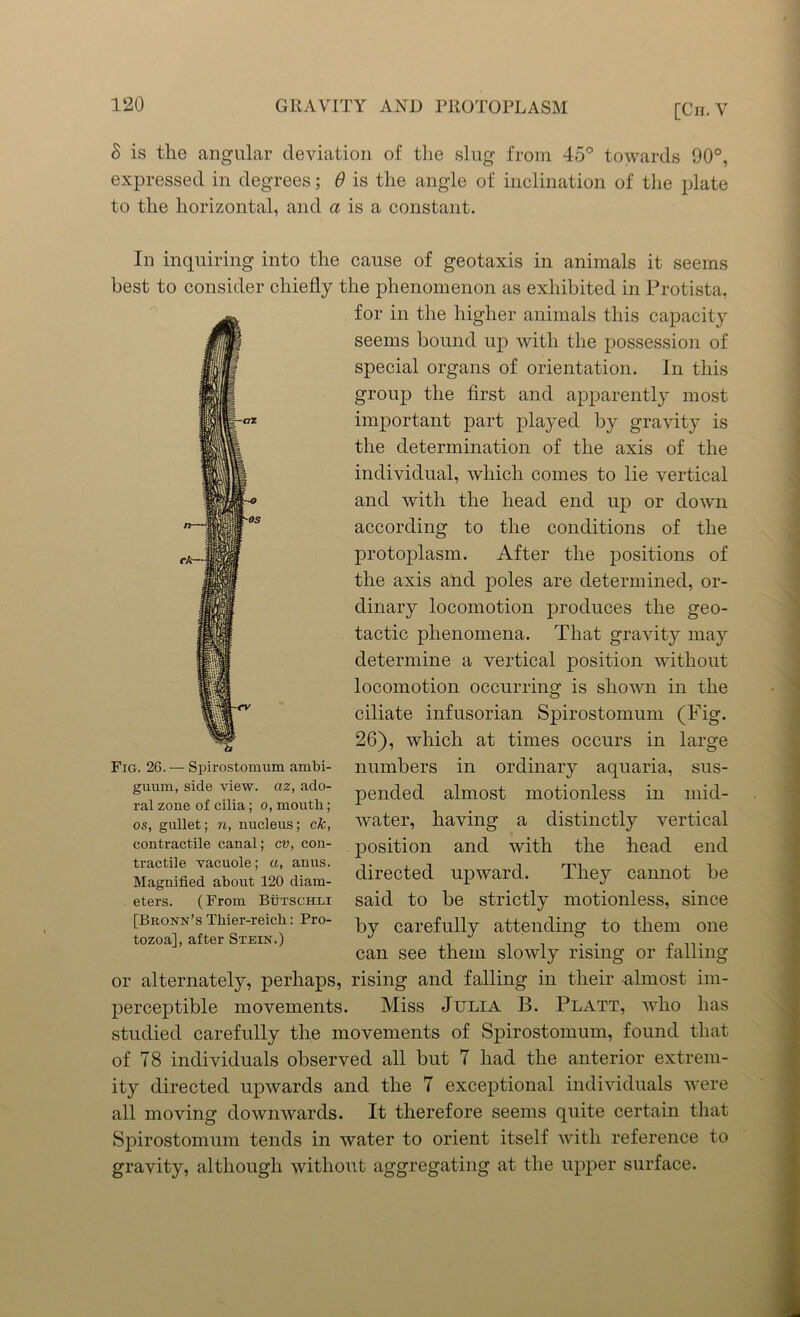 8 is the angular deviation of the slug from 45° towards 90°, expressed in degrees; 6 is the angle of inclination of the plate to the horizontal, and a is a constant. -ax cA~| In inquiring into the cause of geotaxis in animals it seems best to consider chiefly the phenomenon as exhibited in Protista, for in the higher animals this capacity seems bound up with the possession of special organs of orientation. In this group the first and apparently most important part pla}red by gravity is the determination of the axis of the individual, which comes to lie vertical and with the head end up or down according to the conditions of the protoplasm. After the positions of the axis and poles are determined, or- dinary locomotion produces the geo- tactic phenomena. That gravity may determine a vertical position without locomotion occurring is shown in the ciliate infusorian Spirostomum (Fig. 26), which at times occurs in large Fig. 26. — Spirostomum ambi- numbers in ordinary aquaria, sus- pended almost motionless in mid- water, having a distinctly vertical position and with the head end directed upward. They cannot be said to be strictly motionless, since [Bronn’s iiuer-reich: Pro- ^ carefully attending to them one tozoa], after Stein.) j j „ can see them slowly rising or tailing or alternately, perhaps, rising and falling in their almost im- perceptible movements. Miss Julia B. Platt, who has studied carefully the movements of Spirostomum, found that of 78 individuals observed all but 7 had the anterior extrem- ity directed upwards and the 7 exceptional individuals were all moving downwards. It therefore seems quite certain that Spirostomum tends in water to orient itself with reference to gravity, although without aggregating at the upper surface. guum, side view, az, ado- ral zone of cilia; o, mouth; os, gullet; n, nucleus; ck, contractile canal; cv, con- tractile vacuole; a, anus. Magnified about 120 diam- eters. (From Butschli