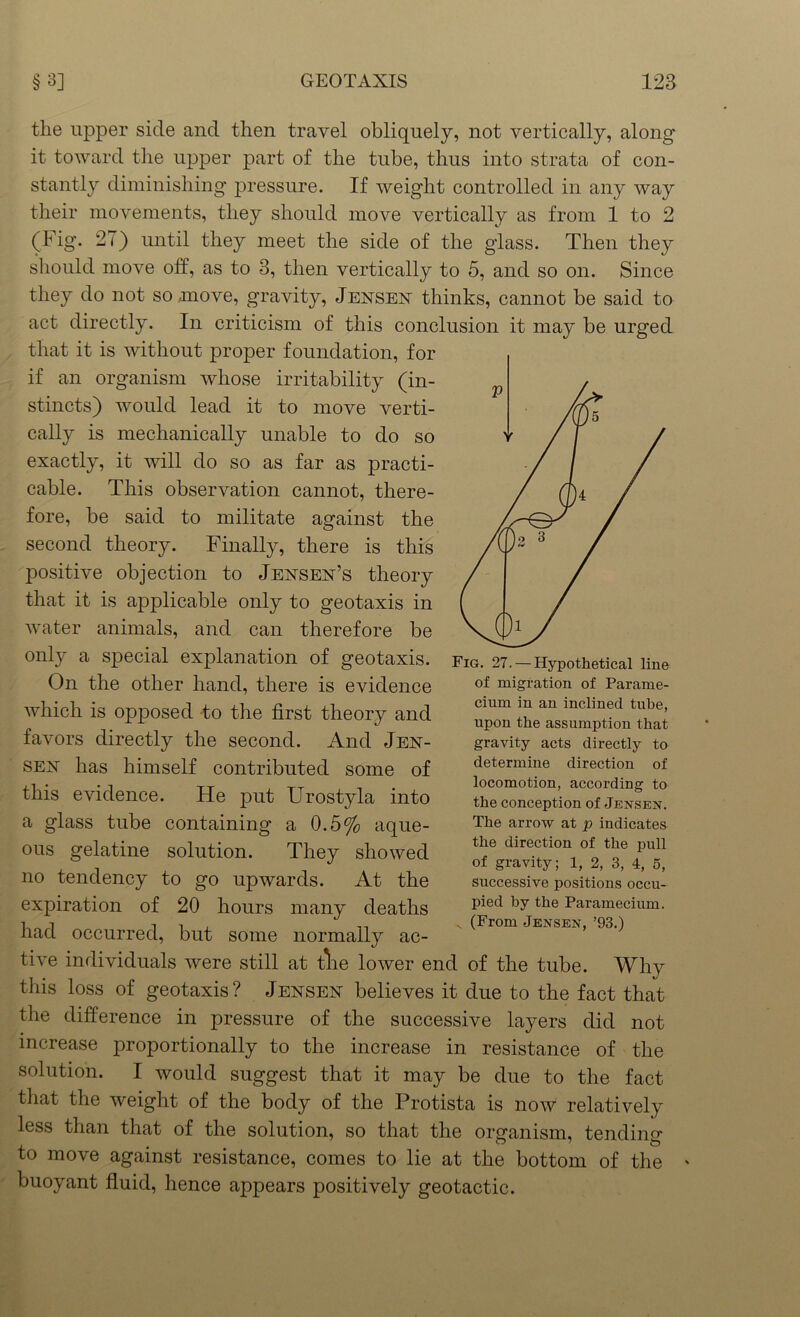 the upper side and then travel obliquely, not vertically, along it toward the upper part of the tube, thus into strata of con- stantly diminishing pressure. If weight controlled in any way their movements, they should move vertically as from 1 to 2 (Fig. 27) until they meet the side of the glass. Then they should move off, as to 3, then vertically to 5, and so on. Since they do not so move, gravity, Jensen thinks, cannot be said to act directly. In criticism of this conclusion it may be urged that it is without proper foundation, for if an organism whose irritability (in- stincts) would lead it to move verti- cally is mechanically unable to do so exactly, it will do so as far as practi- cable. This observation cannot, there- fore, be said to militate against the second theory. Finally, there is this positive objection to Jensen’s theory that it is applicable only to geotaxis in water animals, and can therefore be only a special explanation of geotaxis. On the other hand, there is evidence which is opposed to the first theory and favors directly the second. And Jen- sen has himself contributed some of this evidence. He put Urostyla into a glass tube containing a 0.5% aque- ous gelatine solution. They showed no tendency to go upwards. At the expiration of 20 hours many deaths had occurred, but some normally ac- tive individuals were still at die lower end of the tube. Why this loss of geotaxis? Jensen believes it due to the fact that the difference in pressure of the successive layers did not increase proportionally to the increase in resistance of the solution. I would suggest that it may be due to the fact that the weight of the body of the Protista is now relatively less than that of the solution, so that the organism, tending to move against resistance, comes to lie at the bottom of the ' buoyant fluid, hence appears positively geotactic. Fig. 27.— Hypothetical line of migration of Parame- cium in an inclined tube, upon the assumption that gravity acts directly to determine direction of locomotion, according to the conception of Jensen. The arrow at p indicates the direction of the pull of gravity; 1, 2, 3, 4, 5, successive positions occu- pied by the Paramecium. v (From Jensen, ’93.)