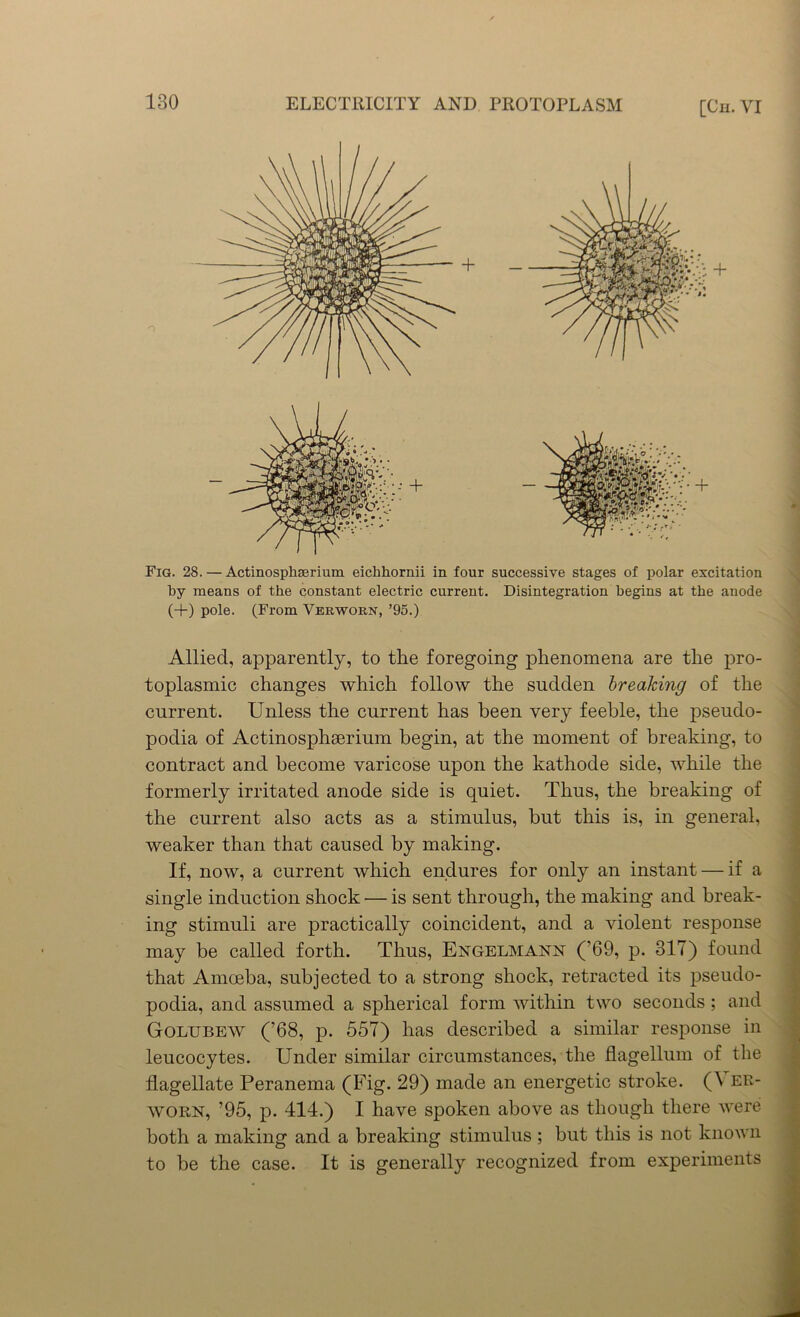 Fig. 28. — Actinosphserium eichhornii in four successive stages of polar excitation by means of the constant electric current. Disintegration begins at the anode (+) pole. (From Verworn, ’95.) Allied, apparently, to the foregoing phenomena are the pro- toplasmic changes which follow the sudden breaking of the current. Unless the current has been very feeble, the pseudo- podia of Actinosphserium begin, at the moment of breaking, to contract and become varicose upon the kathode side, while the formerly irritated anode side is quiet. Thus, the breaking of the current also acts as a stimulus, but this is, in general, weaker than that caused by making. If, now, a current which endures for only an instant — if a single induction shock — is sent through, the making and break- ing stimuli are practically coincident, and a violent response may be called forth. Thus, Engelmann (’69, p. 317) found that Amoeba, subjected to a strong shock, retracted its pseudo- podia, and assumed a spherical form within two seconds ; and Golubew (’68, p. 557) has described a similar response in leucocytes. Under similar circumstances, the flagellum of the flagellate Peranema (Fig. 29) made an energetic stroke. (\ er- WOR.N, ’95, p. 414.) I have spoken above as though there were both a making and a breaking stimulus ; but this is not known to be the case. It is generally recognized from experiments