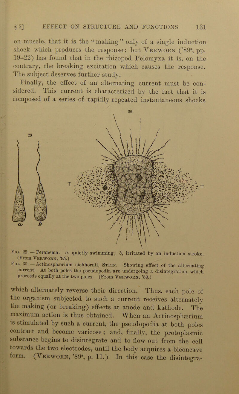 on muscle, that it is the “making” only of a single induction shock which produces the response; but Veewoen (’89a, pp. 19-22) has found that in the rhizopocl Pelomyxa it is, on the contrary, the breaking excitation which causes the response. The subject deserves further study. Finally, the effect of an alternating current must be con- sidered. This current is characterized by the fact that it is composed of a series of rapidly repeated instantaneous shocks 30 (From Verworn, ’95.) Fig. 30. — Actinosphserium eichhornii, Stein. Showing effect of the alternating current. At both poles the pseudopodia are undergoing a disintegration, which proceeds equally at the two poles. (From Verworn, ’89.) which alternately reverse their direction. Thus, each pole of the organism subjected to such a current receives alternately the making (or breaking) effects at anode and kathode. The maximum action is thus obtained. When an Actinosphserium is stimulated by such a current, the pseudopodia at both poles contract and become varicose ; and, finally, the protoplasmic substance begins to disintegrate and to flow out from the cell towards the two electrodes, until the body acquires a biconcave form. (Verworn, ’89a, p. 11.) In this case the disintegra-