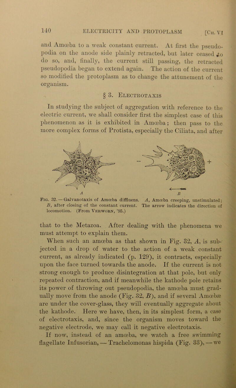 and Amoeba to a weak constant current. At first the pseudo- podia on the anode side plainly retracted, but later ceased to do so, and, finally, the current still passing, the retracted pseudopodia began to extend again. The action of the current so modified the protoplasm as to change the attunement of the organism. § 3. Electrotaxis In studying the subject of aggregation with reference to the electric current, we shall consider first the simplest case of this phenomenon as it is exhibited in Amoeba; then pass to the more complex forms of Protista, especially the Ciliata, and after Fig. 32. — Galvanotaxis of Amoeba diffluens. A, Amoeba creeping, unstimulated; B, after closing of the constant current. The arrow indicates the direction of locomotion. (From Verwoen, ’95.) that to the Metazoa. After dealing with the phenomena we must attempt to explain them. When such an amoeba as that shown in Fig. 32, A, is sub- jected in a drop of water to the action of a weak constant current, as already indicated (p. 129), it contracts, especially upon the face turned towards the anode. If the current is not strong enough to produce disintegration at that pole, but only repeated contraction, and if meanwhile the kathode pole retains its power of throwing out pseudopodia, the amoeba must grad- ually move from the anode (Fig. 32, B), and if several Amoebaj are under the cover-glass, they will eventually aggregate about the kathode. Here we have, then, in its simplest form, a case of electrotaxis, and, since the organism moves toward the negative electrode, we may call it negative electrotaxis. If now, instead of an amoeba, we watch a free swimming flagellate Infusorian, — Trachelomonas liispida (Fig. 33), — we