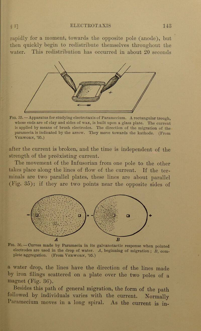 rapidly for a moment, towards the opposite pole (anode), but then quickly begin to redistribute themselves throughout the water. This redistribution has occurred in about 20 seconds Fig. 35. — Apparatus for studying electrotaxis of Paramecium. A rectangular trough, whose ends are of clay and sides of wax, is built upon a glass plate. The current is applied hy means of brush electrodes. The direction of the migration of the paramecia is indicated hy the arrow. They move towards the kathode. (From Verworn, ’95.) after the current is broken, and the time is independent of the strength of the preexisting current. The movement of the Infusorian from one pole to the other takes place along the lines of flow of the current. If the ter- minals are two parallel plates, these lines are about parallel (Fig. 35); if they are two points near the opposite sides of Fig. 36. — Curves made hy Paramecia in its galvanotactic response when pointed electrodes are used in the drop of water. A, beginning of migration; B, com- plete aggregation. (From Verworn, ’95.) a water drop, the lines have the direction of the lines made by iron filings scattered on a plate over the two poles of a magnet (Fig. 36). Besides this path of general migration, the form of the path followed by individuals varies with the current. Normally Paramecium moves in a long spiral. As the current is in-