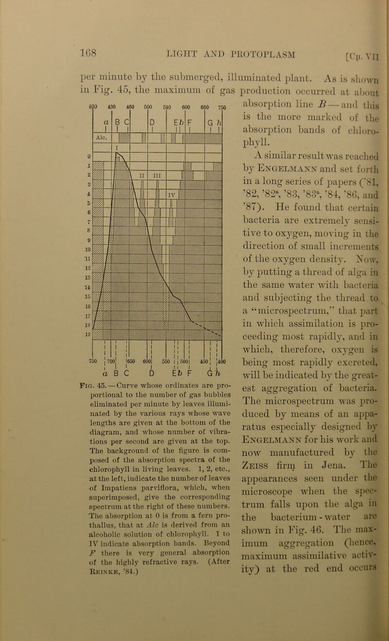 [Cp.VH per minute by the submerged, illuminated plant. As is shown in Fig. 45, the maximum of gas production occurred at about Fig. 45. — Curve whose ordinates are pro- portional to the number of gas hubbies eliminated per minute by leaves illumi- nated by the various rays whose wave lengths are given at the bottom of the diagram, and whose number of vibra- tions per second are given at the top. The background of the figure is com- posed of the absorption spectra of the chlorophyll in living leaves. 1, 2, etc., at the left, indicate the number of leaves of Impatiens parviflora, which, when superimposed, give the corresponding spectrum at the right of these numbers. The absorption at 0 is from a fern pro- thallus, that at Ale is derived from an alcoholic solution of chlorophyll. I to IV indicate absorption hands. Beyond F there is very general absorption of the highly refractive rays. (After Reinke, ’84.) absorption line B — and this is the more marked of the absorption bands of chloro- phyll. A similar result was reached by Engelmaxx and set forth in a long series of papers ('81, ’82, ’82a, ’83, ’83a, ’84, ’86, and ’87). He found that certain bacteria are extremely sensi- tive to oxygen, moving in the direction of small increments of the oxygen density. Now, by putting a thread of alga in the same water with bacteria and subjecting the thread to a “microspectrum,” that part in which assimilation is pro- ceeding most rapidly, and in which, therefore, oxygen is being most rapidly excreted, will be indicated by the great- est aggregation of bacteria. The microspectrum was pro- duced by means of an appa- ratus especially designed by Exgelmann for his work and now manufactured by the Zeiss firm in Jena. The appearances seen under the microscope when the spec- trum falls upon the alga in the bacterium - water are shown in Fig. 46. The max- imum aggregation (hence, maximum assimilative activ- ity) at the red end occurs