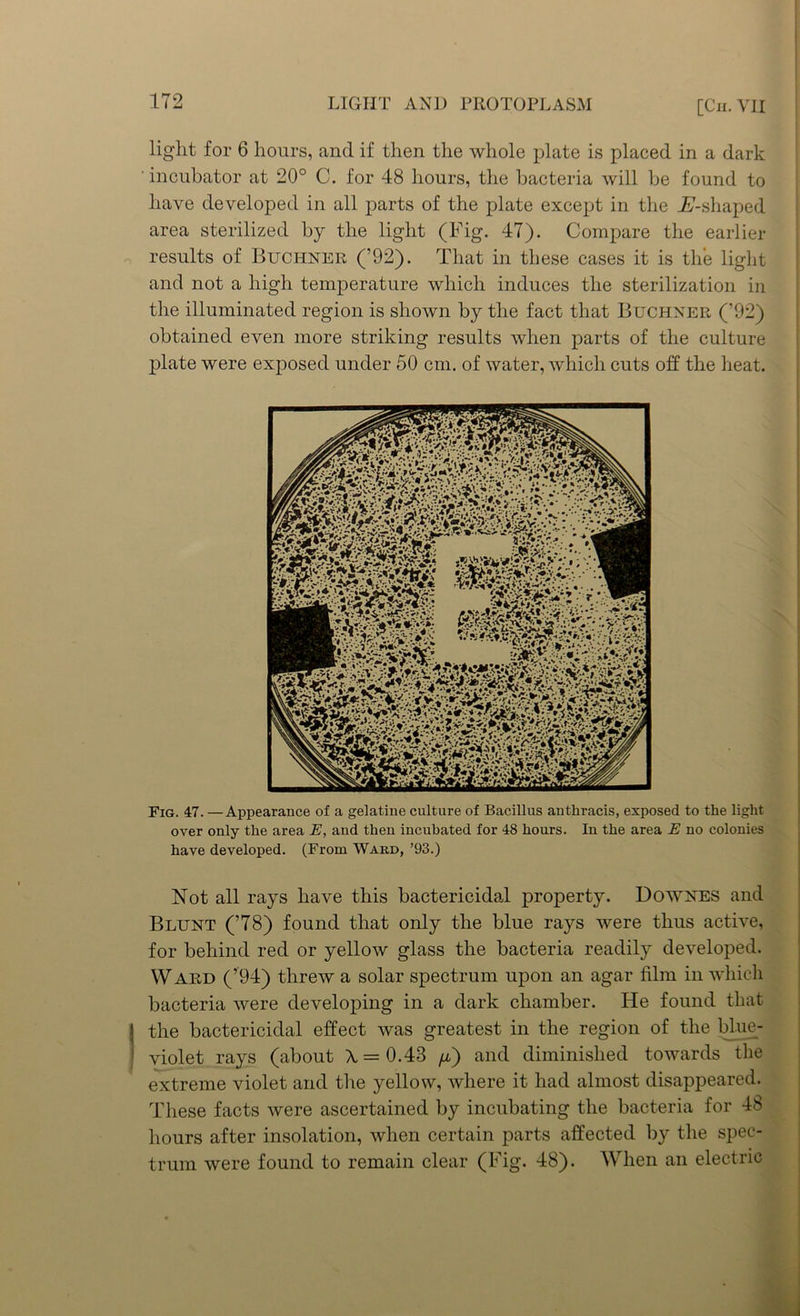 light for 6 hours, and if then the whole plate is placed in a dark incubator at 20° C. for 48 hours, the bacteria will be found to have developed in all parts of the plate except in the jE7-shaped area sterilized by the light (Fig. 47). Compare the earlier results of Buchner (’92). That in these cases it is the light and not a high temperature which induces the sterilization in the illuminated region is shown by the fact that Buchner (’92) obtained even more striking results when parts of the culture plate were exposed under 50 cm. of water, which cuts off the heat. Fig. 47. —Appearance of a gelatine culture of Bacillus authracis, exposed to the light over only the area E, and then incubated for 48 hours. In the area E no colonies have developed. (From Ward, ’93.) Not all rays have this bactericidal property. Downes and Blunt (’78) found that only the blue rays were thus active, for behind red or yellow glass the bacteria readily developed. Ward (*94) threw a solar spectrum upon an agar film in which bacteria were developing in a dark chamber. He found that J the bactericidal effect was greatest in the region of the blue- violet rays (about A = 0.43 /x) and diminished towards the extreme violet and the yellow, where it had almost disappeared. These facts were ascertained by incubating the bacteria for 48 hours after insolation, when certain parts affected by the spec- trum were found to remain clear (Fig. 48). When an electric