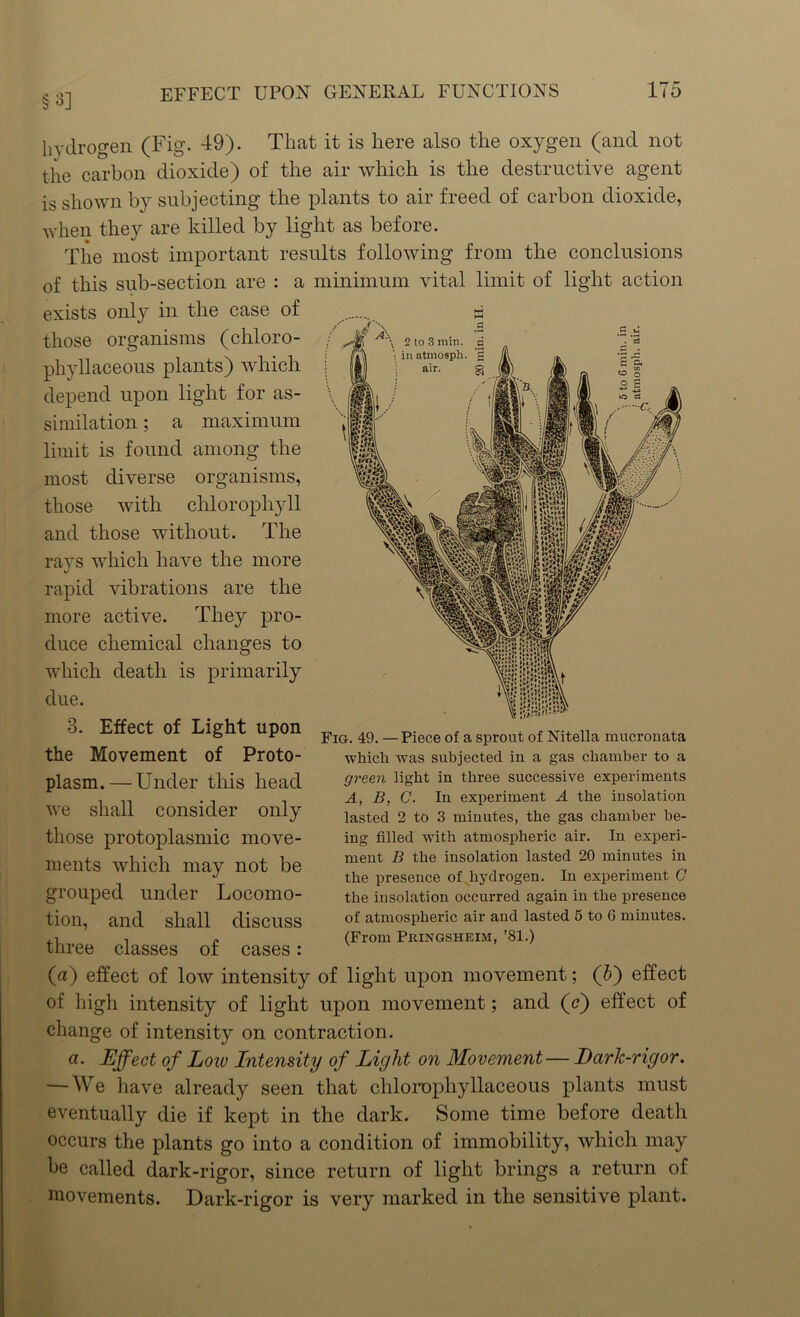 §3] hydrogen (Fig. 49). That it is here also the oxygen (and not the carbon dioxide) of the air which is the destructive agent is shown by subjecting the plants to air freed of carbon dioxide, when they are killed by light as before. The most important results following from the conclusions of this sub-section are : a minimum vital limit of light action exists only in the case of those organisms (chloro- phyllaceous plants) which depend upon light for as- similation ; a maximum limit is found among the most diverse organisms, those with chlorophyll and those without. The rays which have the more rapid vibrations are the more active. They pro- duce chemical changes to which death is primarily due. 3. Effect of Light upon the Movement of Proto- plasm.— Under this head we shall consider only those protoplasmic move- ments which may not be grouped under Locomo- tion, and shall discuss three classes of cases: (a) effect of low intensity of light upon movement; (b) effect of high intensity of light upon movement; and (c) effect of change of intensity on contraction. a. Effect of Loiv Intensity of Light on Movement — Dark-rigor. — We have already seen that clilorophyllaceous plants must eventually die if kept in the dark. Some time before death occurs the plants go into a condition of immobility, which may be called dark-rigor, since return of light brings a return of movements. Dark-rigor is very marked in the sensitive plant. Fig. 49. — Piece of a sprout of Nitella mucrouata which was subjected in a gas chamber to a green light in three successive experiments A, B, C. In experiment A the insolation lasted 2 to 3 minutes, the gas chamber be- ing filled with atmospheric air. In experi- ment B the insolation lasted 20 minutes in the presence of hydrogen. In experiment C the insolation occurred again in the presence of atmospheric air and lasted 5 to 6 minutes. (From Pringsheim, ’81.)